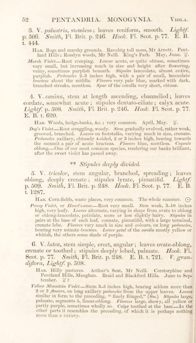 3. V. palu.stris, stemless; leaves reniforni, smooth. Light-f p. 506. Smith, FI. Brit. p. 246. Ilook. FI. Scot. p. 77. E. B. t. 444. II ab. Bogs and marshy grounds. Ravelrig toll moss, Mr Arnott. Pent- land Hills; Rosslyn woods, Mr Neill. King’s Park. May, June. 7/. Marsh Violet Hoot creeping. Leaves acute, or quite obtuse, sometimes very small, but increasing much in size and height alter dowering, veiny, sometimes purplish beneath. Stipules lanceolate, almost entire, purplish. Peduncles 2-3 inches high, with a pair of small, lanceolate bracteas about the middle. Flowers very pale blue, marked with dark, branched streaks, scentless. Spur of the corolla very short, obtuse. 4. W.canina, stem at length ascending, channelled; leaves cordate, somewhat acute ; stipules dentato-ciliate; calyx acute. Lightf. p. 508. Smith, Fl, Brit. p. 246. Hook. FI. Scot, p, 77. E. B. t. 620. II ah. Woods, hedge-banks, &c.; very common. April, May. 7/. Day's Violet Hoot straggling, woody. Stem gradually evolved, rather weak, grooved, branched. Loaves on footstalks, varying much in size, crenate. Peduncles axillary, obtusely 4-sided, 2 or 3 inches high, bearing towards the summit a pair of acute bracteas. Flowers blue, scentless. Capsule oblong—One of our most common species, rendering our banks brilliant, alter the sweet violet has passed away. ** Stipules deeply divided. 5. V. tricolor, stem angular, branched, spreading; leaves oblong, deeply crenate; stipules lyrate, pinnatifid. Lightf. ]). 509. Smith, Fl. Brit. p. 248. Ilook. Fl. Scot. p. 77. E. B. t. 1287. Hah. Corn-fields, waste places, very common. The whole summer. 0* Pansy Violet, or Heart's-ease—Root very small. Stem weak, 3-10 inches high, very leafy. Leaves alternate, varying in shape from ovate to oblong or oblong-lanceolate, petiolate, more or less slightly hairy. Stipules in pairs at the base of each leaf, connate, pinnatifid, with a large terminal, crenate lobe. Flowers vary much in size and colours, on long jiednnc/es, bearing very minute bracteas. Lower jjetal of the corolla mostly yellow or whitisn, the others some shade of purple. • 6. V. lutca, stem simple, erect, angular; leaves ovate-oblong, crenate or toothed ; stipules deeply lobed, palmate. Ilook. Fl. Scot. p. 77. Smith, Fl. Brit. p. 248. E. B. t. 721. V. gran- dijlora, Lightf p. 508. Hah. Hilly pastures. Arthur’s Seat, Mr Neill. Corstorphine and Pentland Hills, Maughan. Braid and Blackford Hills. June to Sep- tember. 7/ ? Yclloiv Mountain Violet—Stem 3-5 inches high, bearing seldom more than 2 or 3 Jlowers, on long axillary peduncles from the upper leaves. Leaves similar in form to the preceding, M finely fringed,” (Sm.) Stipules large, palmate, segments 5, linear-oblong. Flowers Targe, showy, all yellow or partly purple, sometimes wholly so. Calyx toothed at the base.—In the other parts it resembles the preceding, of which it is perhaps nothing more than a variety.