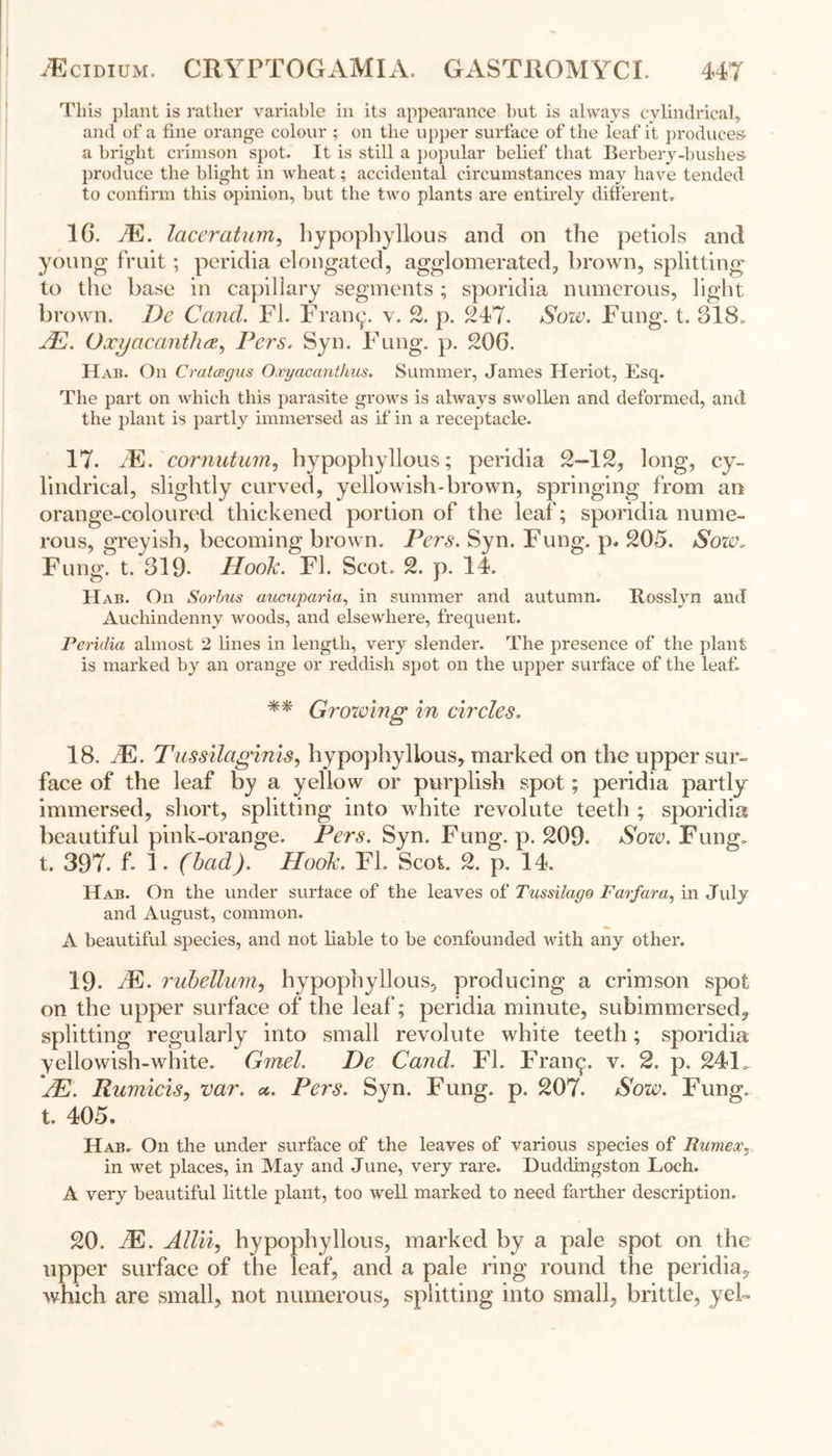 This plant is rather variable in its appearance but is always cylindrical, and of a fine orange colour ; on the upper surface of the leaf it produces- a bright crimson spot. It is still a popular belief that Berbery-bushes produce the blight in wheat; accidental circumstances may have tended to confirm this opinion, but the two plants are entirely different. 16. JE. laceratum, liypophyllous and on the petiols and young fruit; peridia elongated, agglomerated, brown, splitting to the base in capillary segments ; sporidia numerous, light brown. De Cand. Fl. Fran^. v. 2. p. 247. Sow. Fung. t. 318. JE. Oxyacanthee, Pers. Syn. Fung. p. 206. Hab. On Crataegus Oxyacanthus. Summer, James Heriot, Esq. The part on which this parasite grows is always swollen and deformed, and the plant is partly immersed as if in a receptacle. 17. JE. cornutum, liypophyllous; peridia 2-12, long, cy- lindrical, slightly curved, yellowish-brown, springing from an orange-coloured thickened portion of the leaf; sporidia nume- rous, greyish, becoming brown. Pers. Syn. Fung. p. 205. Sow* Fung. t. 319- Hook. Fl. Scot. 2. p. 14. Hab. On Sorbus aucuparia, in summer and autumn. Itosslyn and Auchindenny woods, and elsewhere, frequent. Peridia almost 2 lines in length, very slender. The presence of the plant is marked by an orange or reddish spot on the upper surface of the leaf ** Growing in circles. 18. JE. Tussilaginis, liypophyllous, marked on the upper sur- face of the leaf by a yellow or purplish spot; peridia partly immersed, short, splitting into white revolute teeth ; sporidia beautiful pink-orange. Pers. Syn. Fung. p. 209. Sow. Fung, t. 397. f* 1- (bad). Hook. Fl. Scot. 2. p. 14. Hab. On the under surface of the leaves of Tussilago Farfara, in July and August, common. A beautiful species, and not liable to be confounded with any other. 19- JE. rubellum, liypophyllous, producing a crimson spot on the upper surface of the leaf; peridia minute, subimmersed, splitting regularly into small revolute white teeth; sporidia yellowish-white. Gmel. De Cand. FL Fran^. v. 2. p. 24L. JE. RumiciSj var. a. Pers. Syn. Fung. p. 207. Sow. Fung, t. 405. Hab. On the under surface of the leaves of various species of Rumex7 in wet places, in May and June, very rare. Duddingston Loch. A very beautiful little plant, too well marked to need farther description. 20. JE. Allii, hypophyllous, marked by a pale spot on the upper surface of the leaf, and a pale ring round the peridia, which are small, not numerous, splitting into small, brittle, yeb