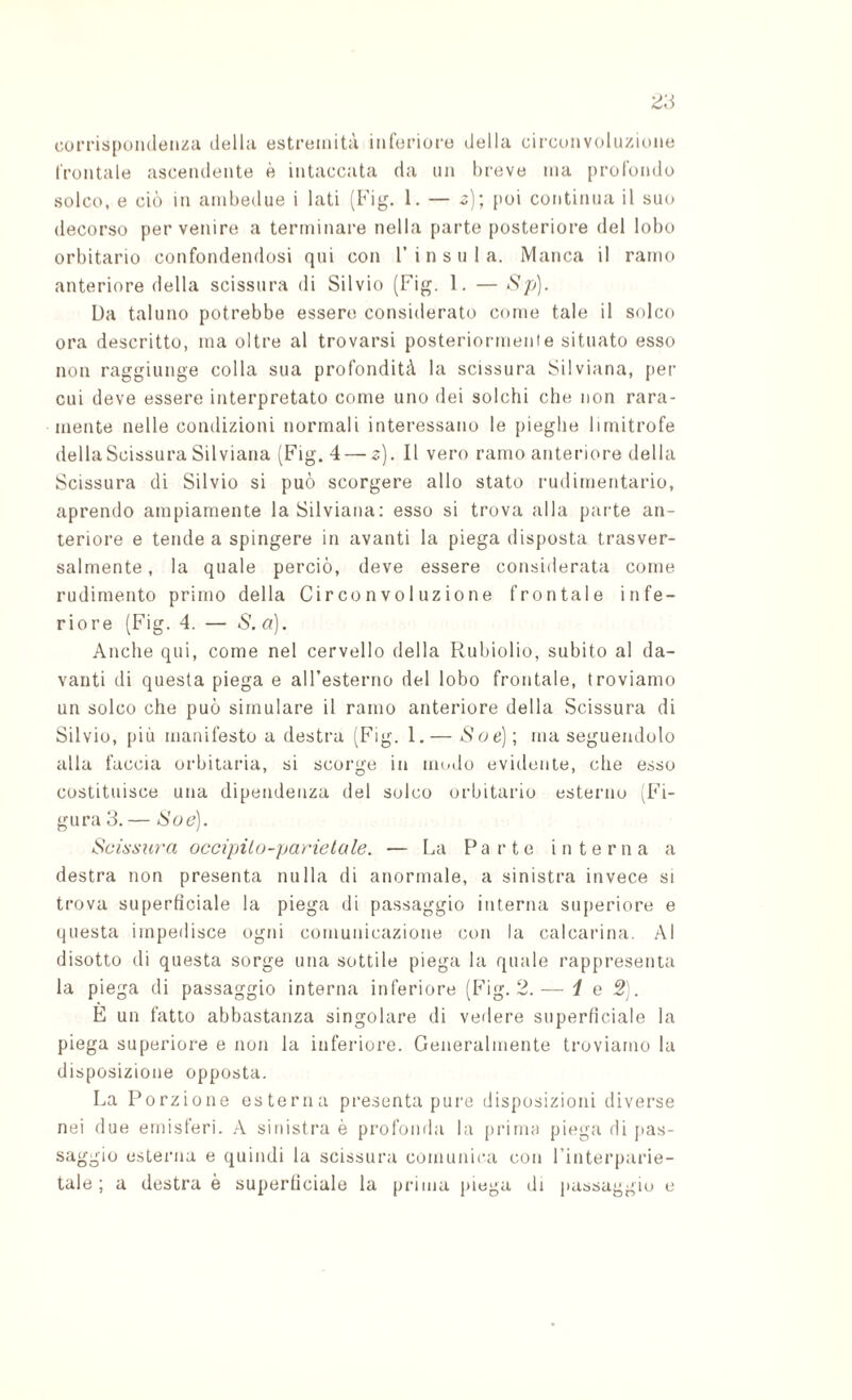 corrispondenza della estremità inl’orioro della circonvoluzione frontale ascendente è intaccata da un hreve ma profondo solco, e ciò in ambedue i lati (b'ig. 1. — ^); poi continua il suo decorso pervenire a terminare nella parte posteriore del lobo orbitario confondendosi qui con l’insula. Manca il ramo anteriore della scissura di Silvio (Fig. 1. — ò>/y). Da taluno potrebbe essere considerato come tale il solco ora descritto, ma oltre al trovarsi posteriormenle situato esso non raggiunge colla sua profondità la scissura Silviana, [ler cui deve essere interpretato come uno dei solchi che non rara¬ mente nelle condizioni normali interessano le pieghe limitrofe dellaScissura Silviana (Fig. 4 — s). Il vero ramo anteriore della Scissura di Silvio si può scorgere allo stato rudirnentario, aprendo ampiamente la Silviana: esso si trova alla parte an¬ teriore e tende a spingere in avanti la piega disposta trasver¬ salmente, la quale perciò, deve essere considerata come rudimento primo della Circonvoluzione frontale infe¬ riore (Fig. 4. — S. a). Anche qui, come nel cervello della Rubiolio, subito al da¬ vanti di questa piega e aH’esterno del lobo frontale, troviamo un solco che può simulare il ramo anteriore della Scissura di Silvio, più manifesto a destra (Fig. 1.— Soe)\ ma seguendolo alla faccia orbitaria, si scorge in modo evidente, che esso costituisce una dipendenza del solco orbitario esterno (Fi¬ gura 3.— iSoe). Soiòsitra occipilo-parielcde. — La Parte interna a destra non presenta nulla di anormale, a sinistra invece si trova superficiale la piega di passaggio interna superiore e questa impedisce ogni comunicazione con la calcarina. Al disotto di questa sorge una sottile piega la quale rappresenta la piega di passaggio interna inferiore (Fig. 2.— i e 2). E un fatto abbastanza singolare di vedere superficiale la piega superiore e non la inferiore. Generalmente troviamo la disposizione opposta. La Porzione esterna presenta pure disposizioni diverse nei due emisferi. A sinistra è profonda la prima piega di pas¬ saggio esleima e quindi la scissura comunica con l’interparie- tale ; a destra è superficiale la prima piega di passaggio e