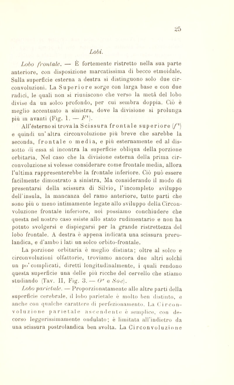 Lobo frontale. — È fortemente ristretto nella sua parte anteriore, con disposizione marcatissima di becco etmoidale. Sulla superfìcie esterna a destra si distinguono solo due cir¬ convoluzioni. La Superiore sorge con larga base e con due radici, le quali non si riuniscono che verso la metà del lobo divise da un solco profondo, per cui sembra doppia. Ciò è meglio accentuato a sinistra, dove la divisione si prolunga più in avanti (Fig. 1. — F']. All’esterno si trovala Scissura frontale superiore (/’*) e quindi un’altra circonvoluzione più breve che sarebbe la seconda, frontale o media, e più esternamente ed al dis¬ sotto di essa si incontra la superfìcie obliqua della porzione orbitaria. Nel caso che la divisione esterna della prima cir¬ convoluzione si volesse considerare come frontale media, allora l’ultima rappresenterebbe la frontale inferiore. Ciò può essere facilmente dimostrato a sinistra. Ma considerando il modo di presentarsi della scissura di Silvio, l’incompleto sviluppo dell’insula, la mancanza del ramo anteriore, tutte parti che sono più 0 meno intimamente legate allo sviluppo della Circon¬ voluzione frontale inferiore, noi possiamo conchiudere che questa nel nostro caso esiste allo stato rudimentario e non ha potuto svolgersi e dispiegarsi per la grande ristrettezza del lobo frontale. A destra è appena indicata una scissura prero- landica, e d’ambo i lati un solco orbito-frontale. La porzione orbitaria è meglio distinta; oltre al solco e circonvoluzioni olfattorie, troviamo ancora due altri solchi un p<»’complicati, diretti longitudinalmente, i quali rendono questa superficie una delle più ricche del cervello che stiamo studiando (Tav. II, Fig. 3. — O* e Soe). Lobo parietale. — Proporzionatamente alle altre parti della superficie cerebrale, il lobo parietale è molto ben distinto, e anche con (jiialche carattere di perfezionamento. La ('ircon- V olii zio ne parietale a s c, e n d e n t e è seinplica^, con de¬ corso leggerissimamente ondulato; è limitata all’indietro da una scissura postrolandica ben svolta. La Ci rcon voi uzio ne