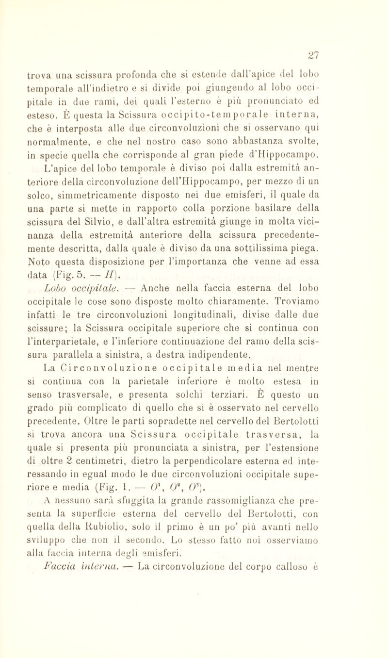 trova una scissura profonda che si estende dall’apice del lobo temporale all’indietro e si divide poi giungendo al lobo occi¬ pitale in due rami, dei quali Testeriu) è più pronunciato ed esteso. È (jiiesta la Scissura occipi to-te m po ra le interna, che è interposta alle due circonvoluzioni che si osservano qui normalmente, e che nel nostro caso sono abbastanza svolte, in specie quella che corrisponde al gran piede d’IIippocampo. L’apice del lobo temporale è diviso poi dalla estremità an¬ teriore della circonvoluzione deU’Hippocarnpo, per mezzo di un solco, simmetricamente disposto nei due emisferi, il quale da una parte si mette in rapporto colla porzione basilare della scissura del Silvio, e dall’altra estremità giunge in molta vici¬ nanza della estremità anteriore della scissura precedente- mente descritta, dalla quale è diviso da una sottilissima piega. Noto questa disposizione per l’importanza che venne ad essa data (Fig. 5. — II). Lobo occipitale. — Anche nella faccia esterna del lobo occipitale le cose sono disposte molto chiaramente. Troviamo infatti le tre circonvoluzioni longitudinali, divise dalle due scissure; la Scissura occipitale superiore che si continua con l’interparietale, e l’inferiore continuazione del ramo della scis¬ sura parallela a sinistra, a destra indipendente. La Circonvoluzione occipitale media nel mentre si continua con la parietale inferiore è molto estesa in senso trasversale, e presenta solchi terziari. È questo un grado più complicato di quello che si è osservato nel cervello precedente. Oltre le parti sopradette nel cervello del Bertolotti si trova ancora una Scissura occipitale trasversa, la quale si presenta più pronunciata a sinistra, per l’estensione di oltre 2 centimetri, dietro la perpendicolare esterna ed inte¬ ressando in egual modo le due circonvoluzioni occipitale supe¬ riore e media (Fig. 1. — 0', (J*, CP). A nessuno sarà sfuggita la grande rassomiglianza che pre¬ senta la superfìcie esterna del cervello del Bertolotti, con quella della Rubiolio, solo il primo è un po’ più avanti nello sviluppo che non il secondo. Lo stesso fatto noi osserviamo alla lac(ùa interna degli emisferi. Faccia intcvìia. — La circonvoluzione del corpo calloso è