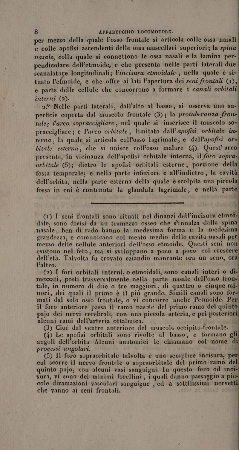 per mezzo della quale l’osso frontale si articola colle ossa nasali, e colle apofisi ascendenti delle ossa mascellari superiori; la spina nasale, colla quale si connettono le ossa nasali e la lamina per-. pendicolare dell’etmoide, e che presenta nelle parti laterali due | scanalature longitudinali; l’incisura etmoidale , nella quale è si- | tuato l'efinoide, e che offre ‘ai lati l’apertura dei seni frontali (1), e parte delle cellule che concorrono a formare i canali orbitali interni (2). 2.° Nelle parti laterali, dall’alto al basso, si osserva una su- perficie coperta dal muscolo frontale (3); la protuderanza frone! tale; l'arco sopraccigliare , nel quale si inserisce il muscolo so-, praccigliare; e l'arco orbitale, limitato dall’apofisi. orbitale in-| terna, la quale si articola coll’osso lagrimale, e dall’apofisi. or+) bitale esterna, che si unisce coll’osso malare (4). Quest’ arco, presenta, in vicinanza dell’apofisi orbitale interna, il foro sopra. orbitale (5); dietro le apofisi orbitali esterne, porzione della fossa temporale; e nella parte inferiore e all’indietro, la cavità) dell'orbita, nella parte esterna della quale è scolpita una piccola! fossa in cui è contenuta la glandula lagrimale, e nella parte (1) I seni frontali sono situati nel dinanzi dell’incisura etmoi- date, sono divisi da un tramezzo osseo che s'innalza dalla spina nasale, ben di rado hanno la medesima forma e la medesima grandezza, e comunicano col meato medio delle cavità nasali per! mezzo delle cellule anteriori dell’osso etmoide. Questi seni non esistono nel feto, ma si sviluppano a poco a poco col crescere dell’età. Talvolta fu trovato eziandio mancante ora un seno, oral Valtro. | (2) I fori orbitali interni, o etmoidali, sono canali interi o di- mezzati, posti trasversalmente nella parte nasale dell’osso fron-. tale, in numero di due o tre maggiori, di quattro o cinque mi- nori, dei quali il primo è il più grande. Simili canali sono for- mati dal solo osso frontale, o vi concorre anche J’etmoide. Per il foro anteriore passa il ramo nas:tte del primo ramo del quinto pajo dei nervi cerebrali, con una piccola arteria, e pei posteriori alcuni rami dell’arteria ottalmica. | ia (3) Cioè dal ventre anteriore del muscolo occipito-frontale. (4) Le apofisi orbitali sono rivolte al basso, e formano gli angoli dell’orbita. Alcuni anatomici le chiamano col nome. di processi angolari. ria i (5) Il foro sopraorbitale talvolta è una semplice incisura, pe cui scorre il nervo frontale o sopraorbitale del primo ramo deli quinto pajo, con alcuni vasi sanguigni. In questo foro od inci» sura, vi sono dei minimi forellini , i quali danno passaggio a pie- cole diramazioni vasculari sanguigne , ed a sottilissimi nervetti che vanno ai seni frontali.