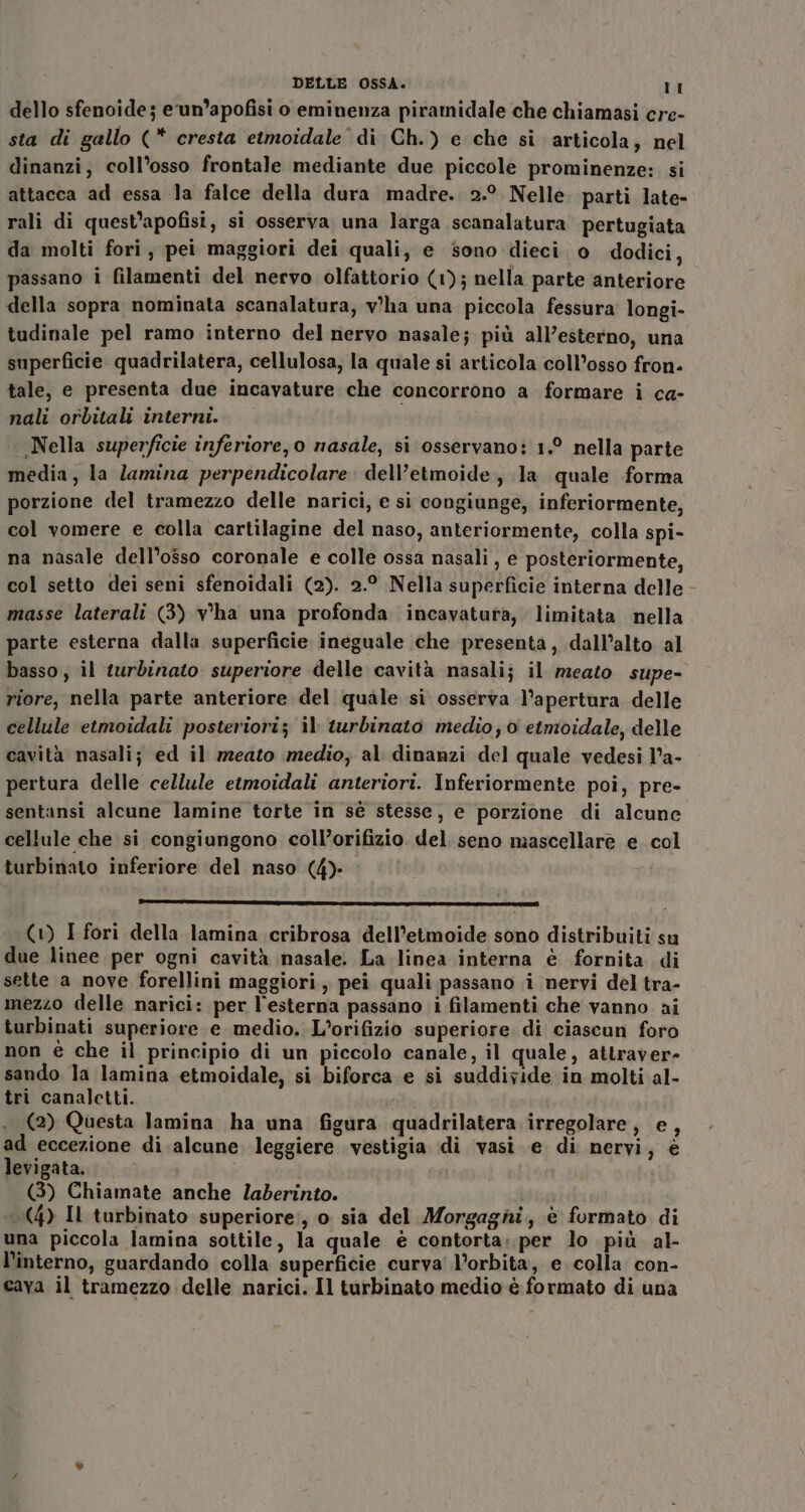 dello sfenoide; e‘un’apofisi o eminenza piramidale che chiamasi cre- sta di gallo (* cresta etmoidale' di Ch.) e che si articola, nel dinanzi; coll’osso frontale mediante due piccole prominenze: si attacca ad essa la falce della dura madre. 2.° Nelle parti late- rali di quest’apofisi, si osserva una larga scanalatura pertugiata da molti fori, pei maggiori dei quali, e sono dieci o dodici, passano i filamenti del nervo olfattorio (1); nella parte anteriore della sopra nominata scanalatura, v'ha una piccola fessura longi- tudinale pel ramo interno del nervo nasale; più all’esterno, una superficie quadrilatera, cellulosa, la quale si articola coll’osso fron- tale, e presenta due incavature che concorrono a formare i ca- nali orbitali interni. Nella superficie inferiore, o nasale, si osservano: 1.° nella parte media, la lamina perpendicolare. dell’etmoide, la quale forma porzione del tramezzo delle narici, e si congiunge, inferiormente, col vomere e colla cartilagine del naso, anteriormente, colla spi- na nasale dell’osso coronale e colle ossa nasali , e posteriormente, col setto dei seni sfenoidali (2). 2.° Nella superficie interna delle masse laterali (3) v'ha una profonda incavaturta, limitata nella parte esterna dalla superficie ineguale che presenta, dall’alto al basso, il turdinato superiore delle cavità nasalij il meato supe- riore, nella parte anteriore del quale si osserva l'apertura delle cellule etmoidali posteriori; il turbinato medio; 0 etmoidale, delle cavità nasali; ed il mzeato medio; al dinanzi del quale vedesi l’a- pertura delle cellule etmoidali anteriori. Inferiormente poi, pre- sentansi alcune lamine torte in sé stesse, e porzione di alcune cellule che si congiungono coll’orifizio. del seno mascellare e. col turbinato inferiore del naso (4)- i ___ _—T_——__ — (1) I fori della lamina cribrosa dell’etmoide sono distribuiti su due linee per ogni cavità nasale. La linea interna è fornita. di sette a nove forellini maggiori, pei quali passano i nervi del tra- mezzo delle narici: per l'esterna passano i filamenti che vanno ai turbinati superiore e medio. L'orifizio superiore di ciascun foro non è che il principio di un piccolo canale, il quale, attraver- sando la lamina etmoidale, si biforca e si suddivide in molti al- tri canaletti. (2) Questa lamina ha una figura quadrilatera irregolare, e, ad eccezione di. alcune leggiere vestigia di vasi e di nervi, è levigata. (3) Chiamate anche laderinto. (4) Il turbinato superiore;, o sia del Morgagni, è formato di una piccola lamina sottile, la quale è contorta: per lo più al- l'interno, guardando colla superficie curva l’orbita, e colla con- cava il tramezzo delle narici. Il turbinato medio è formato di una