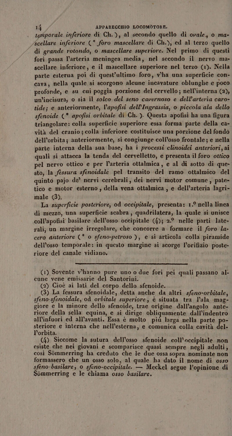 temporale. inferiore di Ch.), al secondo quello di ovale, o ma- Acellare inferiore (* foro mascellare di Ch.), ed al terzo quello di grande rotondo, o mascellare superiore. Nel primo di questi fori passa l'arteria meningea media, nel secondo il nervo ma- scellare inferiore, e il mascellare superiore nel terzo (1). Nella parte esterna poi di quest’ultimo foro, v'ha una superficie con- cava, nella quale si scorgono alcune incavature oblunghe e poco profonde, e su cui poggia porzione del cervello; nell’interna (2), un’incisura; 0 sia il solco del seno cavernoso e dell’arteria caro- tide; e anteriormente, l’apofisi dell’Ingrassia, o piccola ala dello sfenoide (* apofisi orbitale di Ch. ). Questa apofisi ha una figura triangolare: colla superficie superiore essa forma parte della ca- vità del cranio ; colla inferiore costituisce una porzione del fondo dell’orbita; anteriormente, si congiunge coll’osso frontale; e nella parte interna della sua base, ha i processi clinoidei anteriori, ai quali si attacca la tenda del cervelletto, e presenta il foro ottico pel nervo ottico e per l’arteria ottalmica, e al di sotto di que- sto, la fessura sfenoidale pel transito del ramo ottalmico del quinto pajo de’ nervi cerebrali, dei nervi motor comune, pate- tico e motor esterno , della vena ottalmica , e dell’arteria lagri- male (3), La superficie posteriore, od occipitale, presenta: 1.° nella linea di mezzo, una superficie scabra, quadrilatera, la quale si unisce coll’apofisi basilare dell’osso occipitale (4); 2.° nelle parti late- rali; un margine irregolare, che concorre a. formare il foro la- cero anteriore (* o sfeno-petroso ), e si articola colla piramide dell’osso temporale: in questo margine si scorge l’orifizio poste- riore del canale vidiano. C—___—_ IE *©“N-@—————6___mÉ=@ EEE: =mrr n (1) Sovente v’hanno pure uno o due fori pei quali passano al- cune vene emissarie del Santorini. (2) Cioè ai lati del corpo dello sfenoide. (3) La fessura sfenoidale, detta anche da altri sfeno-orbditale, sfeno-sfenoidale, od orbitale superiore, è situata tra l'ala :mag- giore e la minore dello sfenoide, trae origine dall’angolo ante- riore della sella equina, e si dirige obliquamente dall’indentro all'infuori ed all’avanti. Essa è molto più larga nella parte po- steriore e interna che nell’esterna, e comunica colla cavità del l’orbita. (4) Siccome la sutura dell’osso sfenoide coll’occipitale non esiste che nei giovani e scomparisce quasi sempre negli adulti; così Sommerring ha creduto che ie due ossa sopra nominate non formassero che un osso solo, al quale ha dato il nome di osso sfeno-basilare, o sfeno-occipitalee — Meckel segue l’opinione di Sommerring e le chiama osso basilare.