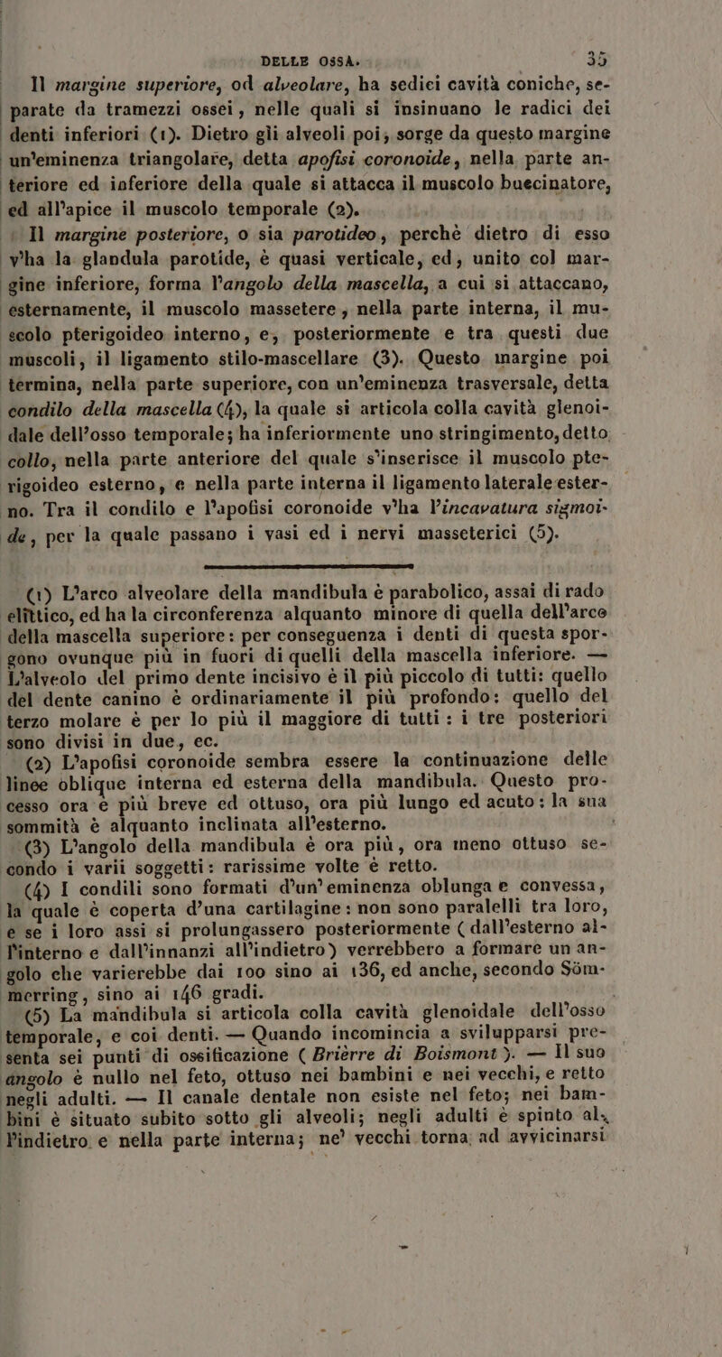 | Il margine superiore, od alveolare, ha sediei cavità coniche, se- i parate da tramezzi ossei, nelle quali si insinuano le radici dei | denti inferiori (1). Dietro gii alveoli poi; sorge da questo margine i un’eminenza triangolare, detta apofisi coronoide, nella parte an- teriore ed inferiore della quale si attacca il muscolo buecinatore, ‘ed all’apice il muscolo temporale (2). | Il margine posteriore, o sia parotideo, perchè dietro di esso | Vha la. glandula parotide, è quasi verticale, ed; unito col mar- gine inferiore, forma l’angolo della mascella, a cui si attaccano, esternamente, il muscolo massetere, nella parte interna, il mu- scolo pterigoideo interno, e; posteriormente e tra questi. due muscoli, il ligamento stilo-mascellare (3). Questo. margine poi ‘termina, nella parte superiore, con un’eminenza trasversale, detta condilo della mascella (4), la quale si articola colla cavità glenoi- dale dell’osso temporale; ha inferiormente uno stringimento, detto, collo, nella parte anteriore del quale s'inserisce il muscolo pte- rigoideo esterno, e nella parte interna il ligamento laterale ester- ‘no. Tra il condilo e l’apofisi coronoide v°ha l’incavatura sizmoi- de, per la quale passano i vasi ed i nervi masseterici (5). RE VERRA IR) (1) L’arco alveolare della mandibula è parabolico, assai di rado elîttico, ed ha la circonferenza ‘alquanto minore di quella dell’arce della mascella superiore: per conseguenza i denti di questa spor- gono ovunque più in fuori di quelli della mascella inferiore. — L’alveolo del primo dente incisivo è il più piccolo di tutti: quello del dente canino è ordinariamente il più profondo: quello del terzo molare è per lo più il maggiore di tutti : i tre posteriori sono divisi in due, ec. (2) L’apofisi coronoide sembra essere la continuazione delle linee oblique interna ed esterna della mandibula. Questo pro- cesso ora è più breve ed ottuso, ora più lungo ed acuto: la sua sommità è alquanto inclinata all’esterno. i (3) L'angolo della mandibula è ora più, ora meno ottuso se- condo i varii soggetti: rarissime volte è retto. (4) I condili sono formati d’un’eminenza oblunga e convessa, la quale è coperta d’una cartilagine : non sono paralelli tra loro, e se i loro assi si prolungassero posteriormente ( dall’esterno al- l'interno e dall’innanzi all'indietro) verrebbero a formare un an- golo che varierebbe dai 100 sino ai 136, ed anche, secondo $im- merring, sino ai 146 gradi. (5) La mandibula si articola colla cavità glenoidale dell’osso temporale, e coi denti. — Quando incomincia a svilupparsi pre- senta sei punti di ossificazione ( Brièrre di Boismont }. — Il suo angolo è nullo nel feto, ottuso nei bambini e nei vecchi, e retto negli adulti. — Il canale dentale non esiste nel feto; nei bam- bini è situato subito ‘sotto gli alveoli; negli adulti è spinto al, Pindietro e nella parte interna; ne’ vecchi torna: ad avvicinarsi