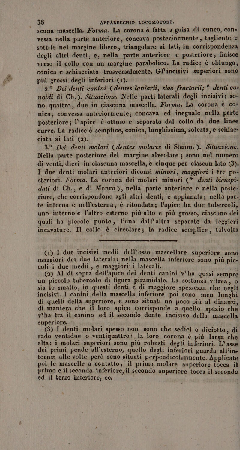 scuna mascella. Forma. La corona è fatta a guisa di cuneo, con- vessa nella parte anteriore, concava posteriormente , tagliente e sottile nel margine libero, triangolare ai lati, in corrispondenza degli altri denti, e, nella parte anteriore e posteriore, finisce verso il collo con un margine parabolico. La radice è oblunga, conica e schiacciata trasversalmente. Gl’ incisivi superiori sono più grossi degli inferiori (1). 2° Dei denti canini ( dentes laniarii, sive fractorii; * denti co». noidi di Ch.). Situazione. Nelle parti laterali degli incisivi; so- no quattro, due in ciascuna mascella. Forma. La corona è co- nica, convessa anteriormente; concava ed ineguale nella parte posteriore; l'apice è ottuso e separato dal collo da due linee curve. La radice è semplice, conica, lunghissima, solcata; e schiac- 3. Dei denti molari (dentes molares di Simm. ). Situazione. Nella parte posteriore del margine alveolare ; sono nel numero di venti, dieci in ciascuna mascella, e cinque per ciascun lato (3). I due denti molari anteriori diconsi minori, maggiori i tre po- stcriori. Forma. La corona dei molari minori (* denti bdicuspi- dati di Ch., e di Monro), nella parte anteriore e nella poste- riore, che corrispondono agli altri denti, è appianata; nella par- te interna e mell’esterna, è ritondata; l’apice ha due tubercoli, uno interno e l’altro esterno più alto e più grosso, ciascuno dei quali ha piccole punte, l'una dall’ altra separate da leggieri incavature. Il collo è circolare; la radice semplice, talvolta TTT RIZZI III DIO REID (1) I due incisivi medii dell’ osso. mascellare superiore sono maggiori dei due laterali: nella mascella inferiore sono più pic- coli i due medii, e maggiori’ i laterali. 1 (2) Al di sopra dell’apice dei denti canini ‘v*ha quasi sempre un piccolu tubercolo di figura piramidale. La sostanza vitrea, o sia lo smalto, in questi denti è di maggiore spessezza che vegli incisivi. I canini della mascella inferiore poi sono men lunghi di quelli della superiore, e sono situati un poco più al dinanzi; di manieya che il loro apice corrisponde a quello spazio che v'ha tra il canino ed il secondo dente incisivo della mascella superiore. (3) I denti. molari spesso non sono che sedici o diciotto, di rado ventidue 0 ventiquattro: la loro corona è più larga cha alta: i molari superiori sono più robusti degli inferiori. L° asse dei primi pende all’esterno, quello degli inferiori guarda all’ina terno: alle volte però sono situati perpendicolarmente. Applicate poi le mascelle a contatto, il primo molare superiore tocca il primo e il secondo .inferiore)il secondo superiore tocca il secondo ed il terzo inferiore, ec.