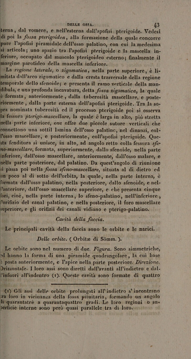 terna, dal vomere, e nell’esterna dall’apofisi pterigoide. Vedesi di poi la fossa pterigoidea, alla sio della quale concorre pure l’apofisi piramidale dell’osso palatino, con cui la medesima si articola; uno spazio tra .l’apofisi pterigoide e ‘la mascella in- feriore, occupato dal muscolo pterigoideo esterno; finalmente, il epene parotideo della \mascella inferiore. ‘La regione laterale, 0 zigomatica, nella parte superiore, è li- imitata dall'arco zigomatico e dalla cresta trasversale della regione temporale dello sfenoide; e presenta il ramo verticale della man- &gt; oi e una profonda incavatura, detta fossa zigomatica, la ‘quale formata, anteriormente , dalla tuberosità mascellare, e poste- riormente ; dalla parte esterna dell’apofisi pterigoide. Tra la so- pra nominata tuberosità ed il processo pterigoide poi. si ossérva la fessura pierigo-mascellare, la quale è larga in alto; più stretta nella parte inferiore, ove offre due piccole suture verticali che connettono una sottil lamina dell’osso palatinc, nel dinanzi, col- l'osso mascellare, e posteriormente, coll’apofisi pterigoide. Que- sta fenditura si unisce, in alto,.ad angolo retto colla fessura sfe- no-mascellare, formata, superiormente, dallo sfenoide, nella parte inferiore, dall’osso mascellare, anteriormente; dall’osso malare, e nella parte posteriore, dal palatino. Da quest’angolo di riunione si passa poi nella fossa sfero-mascellare, situata al di dietro ed lin poco al di sotto dell’orbita, la quale, nella parte interna, è formata dall’osso palatino, nella posteriore, dallo sfenoide, e nel- V’anteriore, dall’osso mascellare superiore, e ehe presenta cinque fori, cioè, nella parte interna, lo sfeno-palatino, nell’inferiore, Porifizio del canal palatino, e taiettà posteriore, il foro mascellare superiore, e gli orifizii dei canali vidiano e pterigo-palatino. Cavità della Faccia. Le principali cavità della faccia sono le orbite e le narici.. Delle orbite. ( Orbite di Simm.). Le orbite sono nel numero di due. Figura. Sono simmetriche, -d hanno la forma di una, piramide quadrangolare, la cui base è posta anteriormente, e l’apice nella parte posteriore. Direzione. Mib ciare I loro assi sono diretti dall’avanti all'indietro e dal. l’infuori all’indentro (1). Queste cavità sono formate di quattro v «(i) Gli assi delle orbite prolungati all'indietro s’ incontrano ‘ra loro in vicinanza della fossa pituitaria, formando un angolo li quarantatré a quarantaquattro gradi. Le loro. regioni 0 su perficie interne sono però quasi parallele tra di loro.