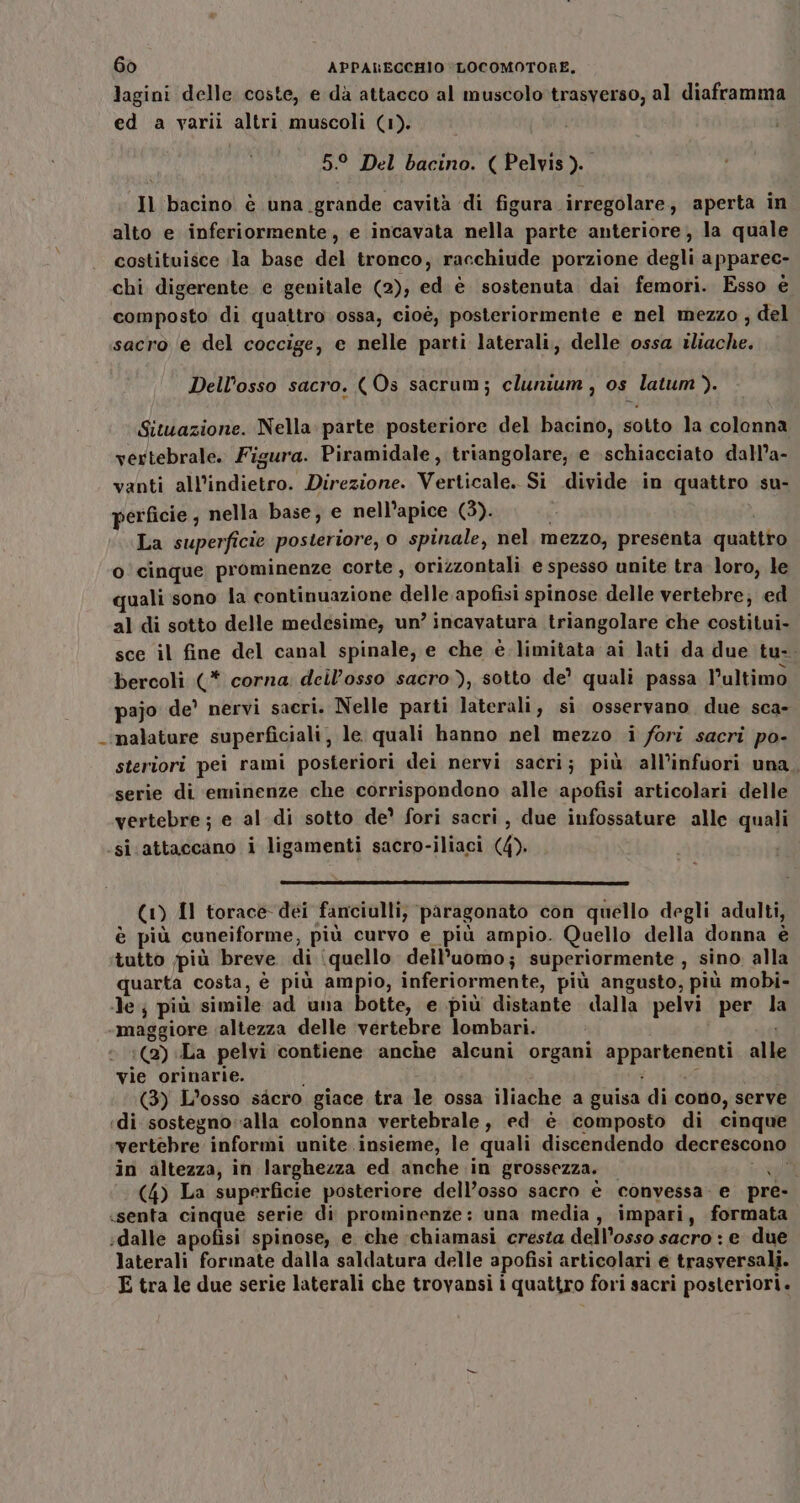 lagini delle coste, e dà attacco al muscolo trasverso, al diaframma ed a varii altri muscoli (1). 5.° Del bacino. ( Pelvis). Il bacino è una grande cavità di figura irregolare, aperta in alto e inferiormente, e incavata nella parte anteriore; la quale costituisce la base del tronco, racchiude porzione degli apparec- chi digerente e genitale (2), ed. è sostenuta dai femori. Esso è composto di quattro ossa, cioè, posteriormente e nel mezzo ; del sacro e del coccige, e nelle parti laterali, delle ossa iliache. Dell'osso sacro. (Os sacrum; clunium , os latum ). Situazione. Nella. parte posteriore del bacino, sotto la colonna vertebrale. Figura. Piramidale, triangolare, e schiacciato dall’a- vanti all'indietro. Direzione. Verticale. Si divide in quattro su- perficie , nella base; e nell’apice (3). i La superficie posteriore, 0 spinale, nel. mezzo, presenta quattro o' cinque prominenze corte, orizzontali e spesso unite tra loro, le quali sono la continuazione delle apofisi spinose delle vertebre; ed al di sotto delle medesime, un’ incavatura triangolare che costitui- sce il fine del canal spinale, e che è limitata ai lati da due tu-. bercoli (* corna. dell’osso sacro), sotto de’ quali passa l’ultimo pajo de’ nervi sacri. Nelle parti laterali, si osservano due sca- _‘malature superficiali, le quali hanno nel mezzo i fori sacri po- steriori pei rami posteriori dei nervi sacri; più all’infuori una, serie di eminenze che corrispondono alle apofisi articolari delle vertebre ; e al di sotto de’ fori sacri, due infossature alle quali .si attaccano i ligamenti sacro-iliaci (4). (1) Il torace dei fanciulli, paragonato con quello degli adalti, è più cuneiforme, più curvo e più ampio. Quello della donna è tutto più breve di ‘(quello dell’uomo; superiormente, sino. alla quarta costa, è più ampio, inferiormente, più angusto, più mobi- le più simile ad una botte, e più distante dalla pelvi per la ‘maggiore ‘altezza delle vertebre lombari. i :(@) La pelvi contiene anche alcuni organi appartenenti alle vie orinarie. - RETE (3) L’osso sàcro giace tra le ossa iliache a guisa di cono, serve «di sostegno-alla colonna vertebrale, ed è composto di cinque «vertebre informi unite. insieme, le quali discendendo decrescono in altezza, in larghezza ed anche in grossezza. sli (4) La superficie posteriore dell’osso sacro è convessa. e pre- senta cinque serie di prominenze: una media, impari, formata dalle apofisi spinose, e che ‘chiamasi cresta dell'osso sacro : e due laterali formate dalla saldatura delle apofisi articolari e trasversali. E tra le due serie laterali che trovansi i quattro fori sacri posteriori.