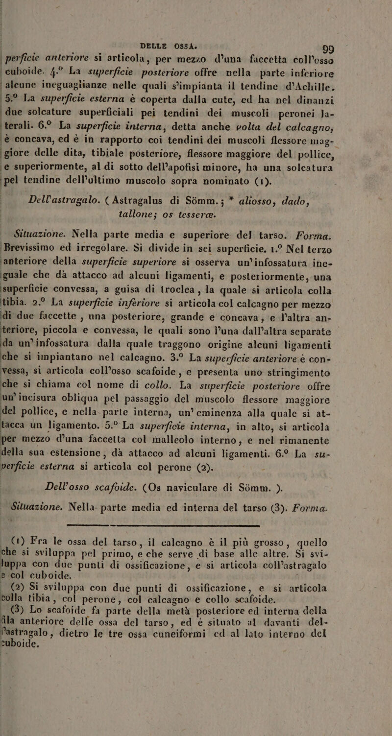 | perficie anteriore si articola, per mezzo d'una faccetta coll’osso \cuboide. 4.° La superficie posteriore offre nella parte inferiore ‘alcune ineguagiianze nelle quali s'impianta il tendine \d’Achille. \5.° La superficie esterna è coperta dalla cute, ed ha nel dinanzi ‘due solcature superficiali pei tendini dei muscoli peronei Ja- ‘terali. 6° La superficie interna, detta anche volta del calcagno, ‘è concava, ed è in rapporto coi tendini dei muscoli flessore mag- giore delle dita, tibiale posteriore, flessore maggiore del pollice, ‘e superiormente, al di sotto dell’apofisi minore, ha una solcatura pel tendine dell’ultimo muscolo sopra nominato (1). Dell’astragalo. ( Astragalus di Simm.; * aliosso, dado, tallone; os tessera. Situazione. Nella parte media e superiore del tarso.. Forma. ‘Brevissimo ed irregolare. Si divide in sei superficie. 1.° Nel terzo ‘anteriore della superficie superiore si osserva un’infossatura ine- (guale che dà attacco ad alcuni ligamenti, e posteriormente, una superficie convessa, a guisa di troclea, la quale si articola colla tibia. 2.° La superficie inferiore si articola col calcagno per mezzo idi due faccette , una posteriore, grande e concava; e l’altra an- teriore, piccola e convessa, le quali sono Î’una dall'altra separate ida un’infossatura dalla quale traggono origine alcuni ligamenti che si impiantano nel calcagno. 3.° La superficie anteriore è con- vessa; si articola coll’osso scafoide, e presenta uno stringimento che si chiama col nome di collo. La superficie posteriore offre un’incisura obliqua pel passaggio del muscolo flessore maggiore del pollice, e nella. parte interna, un’ eminenza alla quale si at- tacca un ligamento. 5.° La superficie interna, in alto, si articola per mezzo d’una faccetta col malleolo interno, e nel rimanente della sua estensione, dà attacco ad alcuni ligamenti. 6.° La su- perficie esterna si articola col perone (2). Dell’osso scafoide. (Os naviculare di Simm. ). Situazione. Nella: parte media ed interna del tarso (3). Forma. | (1) Fra le ossa del tarso, il calcagno è il più grosso, quello che si sviluppa pel primo, e che serve di base alle altre. Si svi- luppa con due punti di ossificazione, e si articola coll’astragalo e col cuboide. . (2) Si sviluppa con due punti di ossificazione, e si articola colla tibia, col perone, col calcagno: e collo scafoide. (3) Lo scafoide fa parte della metà posteriore ed interna della fila anteriore delle ossa del tarso, ed è situato al davanti del- re, dietro le tre ossa cuneiformi ed al lato interno del cuboide.