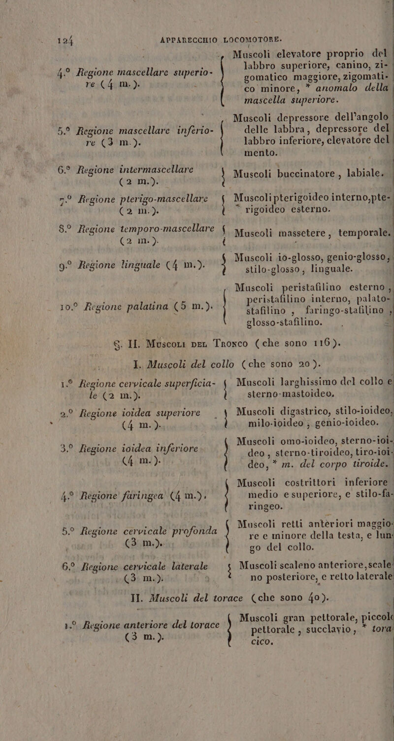 Muscoli elevatore proprio del | labbro superiore, canino, zi- | re(4 m.). : gomatico RAR ggiore, zigomati» | co minore, * anomalo della | mascella superiore. 4.° Regione mascellare superio- Muscoli depressore dell’angolo | delle labbra, depressore del, labbro inferiore, elevatore del | mento. 5.° Regione mascellare inferio. re (3 m.). Muscoli buccinatore , labiale. Carrie | Muscoli pterigoideo interno,pte- n.0 Regione pterigo-mascellare “ rigoideo esterno. 6.° Pegione intermascellare (2 m.). i ARCAI O . 2e e o-mM 5 . 3.0 Mlegione Ca ascellare i Muscoli massetere, temporale. 9.° Regione linguale (4 m.). } Muscoli io-glosso, genio- ‘i loss stilo-glosso, linguale. | Muscoli peristafilino esterno, peristafilino interno, palato», stafilino , faringo-stafilino ;i glosso-stafilino. , È 10.° Regione palatina (5 m.). 8. II Muscori peL Troxco (che sono 116). I. Muscoli del collo (che sono 20). i ° Regione cervicale superficia- Muscoli larghissimo del collo e le (2 m.). sterno- mastoideo, 2.° Regione ioidea superiore . | Muscoli digastrico, stilo-ioideo, (4 m.). milo-ioideo ; genio-ioideo. I | Muscoli omo-ioideo, sterno- -ioi. ala : E “RAPE 3.° Regione ioidea inferi 5 iferiore deo, sterno-tiroideo, tiro-i01- Sdi deo, * m. del corpo ‘tiroide. I Muscoli costrittori inferiore | 4 Regione faringea (4 m.). medio e superiore, e stilo-fa- ringeo. | Muscoli retli antecioni maggio: re e minore della testa, e “Tani go del collo. 5.° Regione cervicale profonda (3 mm.) 6.°. [legione denpicile laterale $ Muscoli scaleno antoniana iol3s Ma)i no posteriore, e relto laterale II. Muscoli del torace (che sono 40). 5 Muscoli gran pettorale, piccole pettorale , succlavio, * tora: cico. 1.° Regione anteriore del torace (3 m.).
