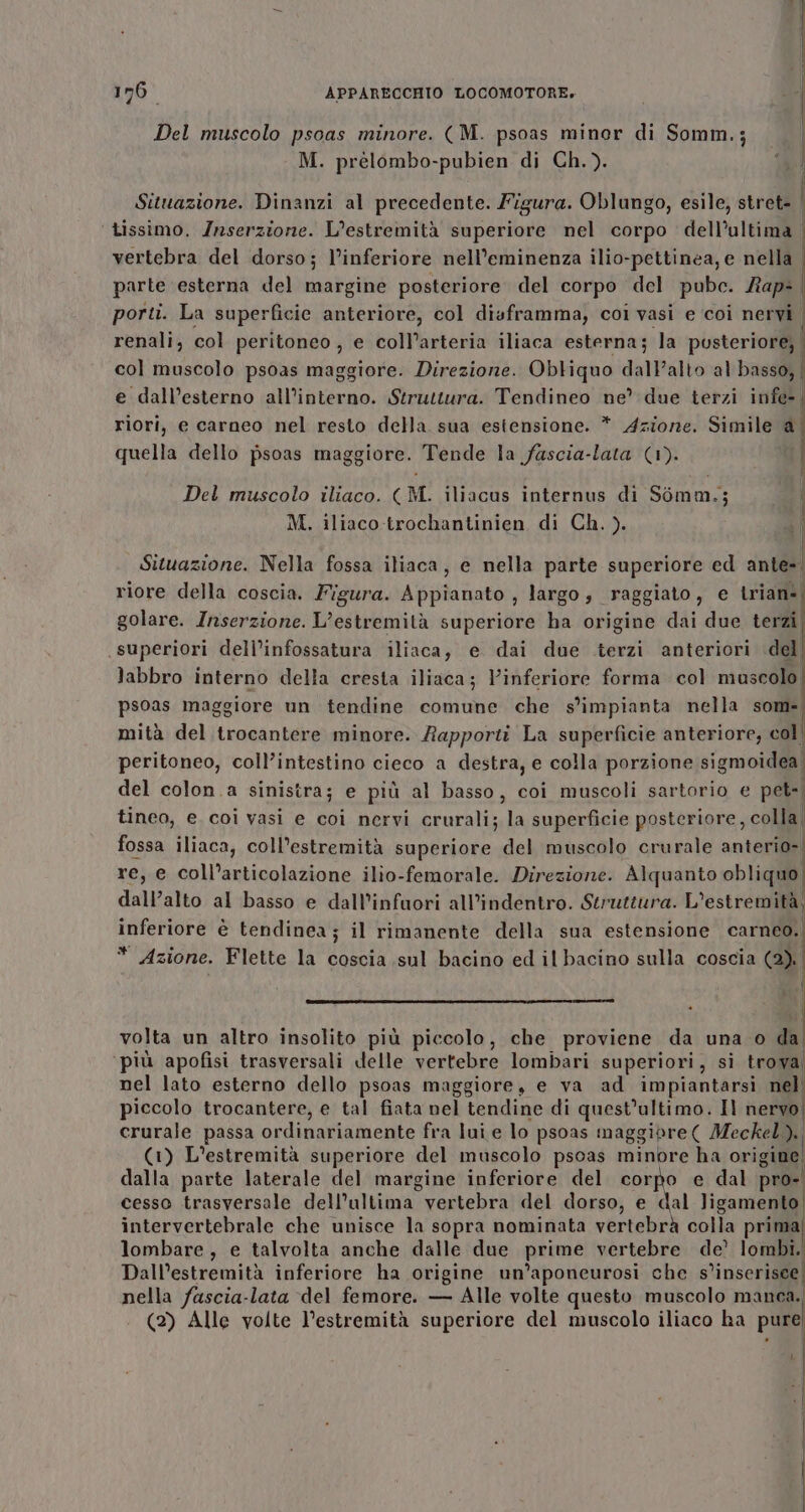 Del muscolo psoas minore. (M. psoas minor di Somm.; M. prèlombo-pubien di Ch.). Situazione. Dinanzi al precedente. Figura. Oblungo, esile, stret- | ‘ tissimo. Znserzione. L’estremità superiore nel corpo dell’ultima vertebra del dorso; l’inferiore nell’eminenza ilio-pettinea, e nella | parte esterna del margine posteriore del corpo del pube. Rap: porti. La superficie anteriore, col diaframma, coi vasi e ‘coi nervi renali, col peritoneo, e coll’arteria iliaca esterna; la posteriore, col muscolo psoas maggiore. Direzione. Obliquo dall’alto al basso, e dall’esterno all’interno. Struttura. Tendineo ne? due terzi infe- riori, e carneo nel resto della sua estensione. * Azione. Simile a quella dello psoas maggiore. Tende la fuscia-lata (1). Del muscolo iliaco. (M. iliacus internus di Somm.; M. iliaco-trochantinien di Ch. ). Situazione. Nella fossa iliaca, e nella parte superiore ed ante- riore della coscia. Figura. Appianato , largo, raggiato, e triane golare. Inserzione. L’estremità superiore ha origine dai due terzi superiori dell’infossatura iliaca, e dai due terzi anteriori del labbro interno della cresta iliaca; Vinferiore forma col muscolo, psoas maggiore un tendine comune che s’impianta nella som- mità del trocantere minore. Rapporti La superficie anteriore, col! peritoneo, coll’intestino cieco a destra, e colla porzione sigmoidea| del colon.a sinistra; e più al basso, coi muscoli sartorio e pet. tineo, e coi vasi e coi nervi crurali; la superficie posteriore, colla, fossa iliaca, coll’estremità superiore del muscolo crurale anterio-= | re, e coll’articolazione ilio-femorale. Direzione. Alquanto obliquo dall’alto al basso e dall’infuori all’indentro. Struttura. L’estremità, inferiore è tendinea; il rimanente della sua estensione carneo. * Azione. Flette la coscia .sul bacino ed il bacino sulla coscia (2). | Tr trenianzi I . volta un altro insolito più piccolo, che proviene da una o da ‘più apofisi trasversali delle vertebre lombari superiori, si trova! nel lato esterno dello psoas maggiore, e va ad impiantarsi nel piccolo trocantere, e tal fiata nel tendine di quest’ultimo. Il nervo, crurale passa ordinariamente fra lui e lo psoas maggipre( Meckel). (1) L’estremità superiore del muscolo psoas minbre ha origine. dalla parte laterale del margine inferiore del corpo e dal pro- cesso trasversale dell'ultima vertebra del dorso, e dal ligamento intervertebrale che unisce la sopra nominata vertebrà colla prima lombare, e talvolta anche dalle due prime vertebre de’ lombi. Dall’estremità inferiore ha origine un’aponeurosi che s’inserisee; nella /uscia-lata del femore. — Alle volte questo muscolo manca. ‘ (2) Alle volte V’estremità superiore del muscolo iliaco ha pure