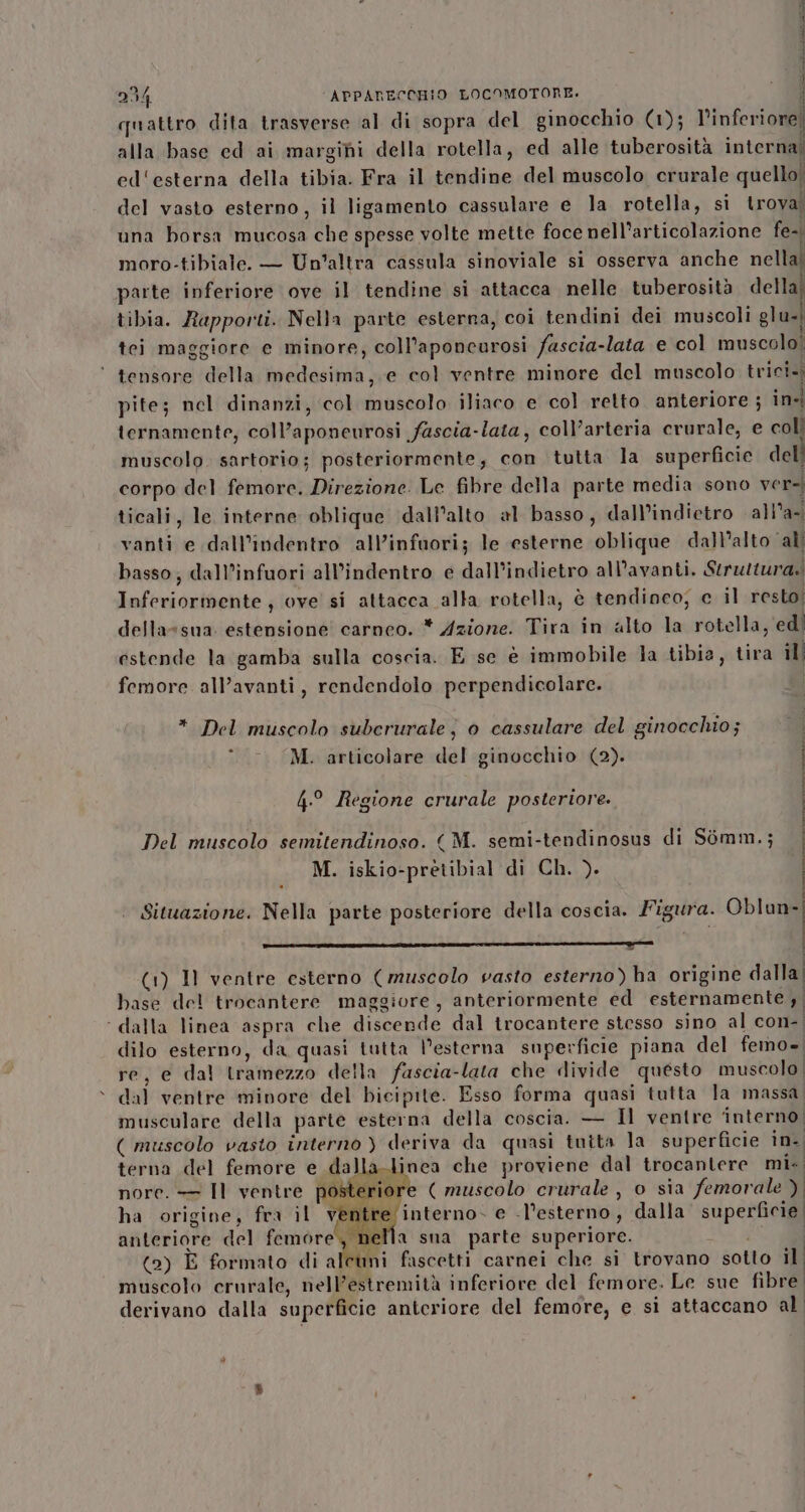 ie da ST LEM VIOIE 254 APPARECCHIO LOCOMOTORE. quattro dita trasverse al di sopra del ginocchio (1); l’inferiore, alla base ed ai margini della rotella, ed alle tuberosità interna! ed‘esterna della tibia. Fra il tendine del muscolo crurale quello del vasto esterno, il ligamento cassulare e la rotella, sì trovai una borsa mucosa che spesse volte mette foce nell'articolazione fe- moro-tibiale. — Un'altra cassula sinoviale si osserva anche nella! parte inferiore ove il tendine si attacca nelle tuberosità della} tibia. Rapporti. Nella parte esterna, coi tendini dei muscoli glu.i tei maggiore e minore, coll’aponeurosi fascia-lata e col muscolo! tensore della medesima, e col ventre minore del muscolo trici. pite; nel dinanzi, col muscolo iliaco e col retto anteriore ; in-| ternamente, coll’aponeurosi fascia-lata, coll’arteria crurale, e coli muscolo. sartorio; posteriormente, con tutta la superficie dell corpo del femore. Direzione: Le fibre della parte media sono versi ticali, le interne oblique dall’alto al basso, dall’indietro all'a- vanti e dall’indentro all’infuori; le esterne oblique dall’alto ‘ali basso; dall’infuori all’indentro e dall’indietro all’avanti. Struttura. Inferiormente ove si attacca alla rotella, è tendineo; e il resto; della=sua. estensione carneo. * Azione. Tira in alto la rotella, ed! estende la gamba sulla coscia. E se è immobile la tibia, tira il femore all’avanti, rendendolo perpendicolare. | * Del muscolo suberurale; 0 cassulare del ginocchio; 4 M. articolare del ginocchio (2). 4° Regione crurale posteriore. Del muscolo semitendinoso. (M. semi-tendinosus di Sémm.; M. iskio-pretibial di Ch. ). Situazione. Nella parte posteriore della coscia. Figura. Oblun- TI MASS PRE a 901 GR 51 AL V0O0 E RANE PAESI SARE EI (1) Il ventre esterno (muscolo vasto esterno) ha origine dalla! base del trocantere maggiore, anteriormente ed esternamente ,| ‘ dalla linea aspra che discende dal trocantere stesso sino al con- dilo esterno, da quasi tutta l'esterna superficie piana del femo» re, e dal tramezzo della fascia-lata che divide questo muscolo | dal ventre minore del bicipite. Esso forma quasi tutta la massa musculare della parte esterna della coscia. — Il ventre ‘interno; ( muscolo vasto interno ) deriva da quasi tuîta la superficie in. terna del femore e dalla-linea che proviene dal trocantere mì: nore. — Il ventre posteriore ( muscolo crurale, o sia femorale ) ha origine; fra il ventre interno» e -l’esterno, dalla superficie) anteriore del femore SA a sna parte superiore. EU | (o) E formato di alcuni fascetti carnei che si trovano sotto il muscolo erurale, nell’estremità inferiore del femore. Le sue fibre derivano dalla superficie anteriore del femore, e si attaccano al