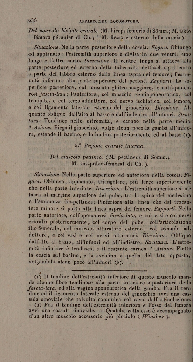 | | Del muscolo bicipite crurale. (M. biceps femoris di Simm.; M. iskio| femoro péronier di Ch.; * M. flessore esterno della coscia ). Situazione. Nella parte posteriore della coscia. Figura. Oblungo ed appianato : l’estremità superiore è divisa»in due ventri, uno| lungo e l’altro corto. Zrserzione. Il ventre lungo si attacca alla’ parte posteriore ed esterna della tuberosità dell’ischio; il corto| a parte del labbro esterno della linea aspra del femore l’estre-| mità inferiore alla. parte superiore del perone. Rapporti. La su-. perficie posteriore; col muscolo gluteo maggiore, e coll’aponeu-l rosi fascia-lata; Vanteriore, col muscolo :semiaponeurotico , ‘coli tricipite, e col terzo adduttore, col nervo ischiatico, col femore, e col ligamento laterale esterno del ginocchio. Direzione. Al-| quanto obliquo dall’alto al basso e dall’indentro all’infuori. Strut-] tura» Tendineo nelle. estremità, e carneo nella parte media.’ * Azione. Piega il ginocchio, volge alcun poco la gamba all’infao-| ri, estende il bacino; e lo inclina posteriormente ed al basso'(1)» 5.° Regione crurale interna. Del muscolo pettineo. (M. pectineus di Sémm.; M. sus-pubio-femoral di Ch. ). sii Î Situazione. Nella parte superiore ed anteriore della coscia. Fi- gura. Oblungo, appianato, triangolare, più largo superiormente che nella parte inferiore. Zraserzione. L'estremità superiore si at=| tacca al margine superiore del pube, tra la spina «del medesimo e l’eminenza ilio-pettinea; l’inferiore alla linea che dal trocan-| tere minore si porta alla linea aspra del femore. Rapporti. Nella] parte anteriore, coll’aponeurosi fuscia-lata, e coi vasi e coi nervi! crurali; posteriormente, col corpo del pube, coll’articolazione ilio.femorale, col muscolo otturatore esterno, col secondo ad. duttore, e coi vasi e coi nervi otturatori. Direzione. Obliquo, dall’alto al basso, all’infuori ed all’indietro.. Struttura. L'estre- mita inferiore è tendinea, e il restante carneo. * Azione. Flette | la coscia sul bacino, e la avvicina a quella del lato opposto; volgendola alcun poco all'infuori (2). . | GS Il tendine dell’estremità inferiore di questo muscolo man- da alcune fibre tendinose alla parte anteriore e posteriore della| Fascia-lata, ed alla vagina aponeurotica della gamba. Fra il ten. dine ed il ligamento laterale esterno del ginocchio avvi una cas: sula sinoviale che talvolta comunica col cavo dell’articolazione: (2) Fra il tendine dell’estremità inferiore e l'osso del femore avvi una cassula sinoviale. — Qualche volta esso è accompagnato | d’un altro muscolo accessorio più picciolo ( /Vinslow ).