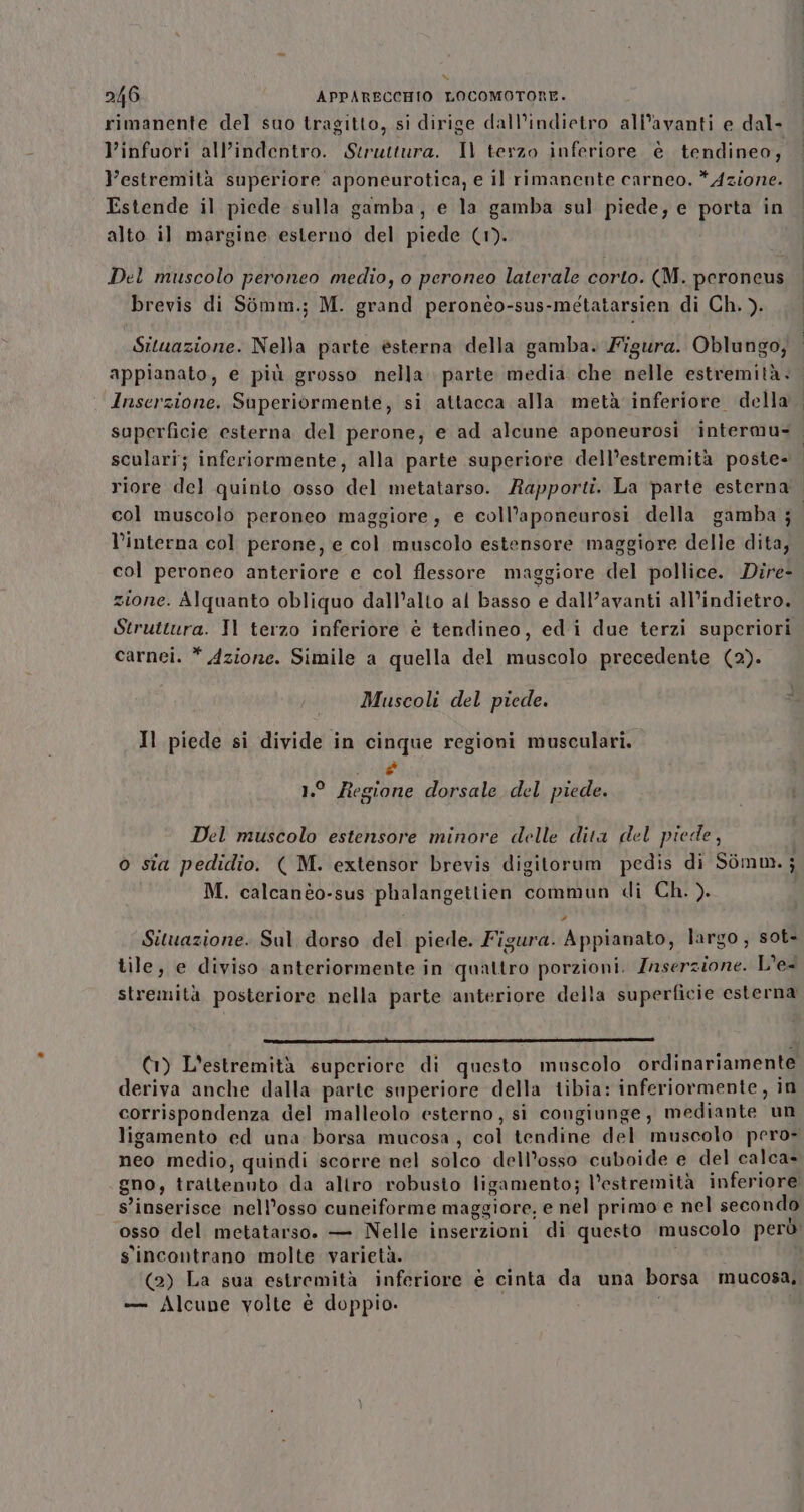 rimanente del suo tragitto, si dirige dall’indietro all’avanti e dal- l’infuori all’indentro. Struttura. Il terzo inferiore é tendineo, Vestremità superiore aponeurotica, e il rimanente carneo. * Azione. Estende il piede sulla gamba, e la gamba sul piede, e porta in alto il margine esterno del piede (1). Del muscolo peroneo medio, o peroneo laterale corto. (M. peroneus brevis di Sòmm.; M. grand peronèo-sus-metatarsien di Ch. ). appianato, e più grosso nella parte media che nelle estremità. Inserzione. Superiormente, si attacca alla metà inferiore della sculari; inferiormente, alla parte superiore dell’estremità poste- riore del quinto osso del metatarso.. Rapporti. La parte esterna l’interna col perone, e col muscolo estensore maggiore delle dita, zione. Alquanto obliquo dall’alto al basso e dall’avanti all’indietro. Struttura. Il terzo inferiore è tendineo, edi due terzi superiori carnei. * Azione. Simile a quella del muscolo precedente (2). Muscoli del piede. : Il piede si divide in cinque regioni musculari. UE 1.° Regione dorsale del piede. Del muscolo estensore minore delle dita del piede, o sia pedidio. ( M. extensor brevis digitorum pedis di Sòmm,; M. calcanto-sus phalangettien commun di Ch. ). Situazione. Sul dorso del piede. Figura. Appianato, largo, sot- . db i pi È a . . 3 tile, e diviso anteriormente in quattro porzioni. Inserzione. Le stremità posteriore nella parte anteriore della superficie esterna (1) L'estremità superiore di questo muscolo ordinariamente deriva anche dalla parte superiore della tibia: inferiormente, in corrispondenza del malleolo esterno, sì congiunge, mediante un ligamento ed una borsa mucosa, col tendine del muscolo pero- neo medio, quindi scorre nel solco dell’osso cuboide e del calca- gno, trattenuto da allro robusto ligamento; l’estremità inferiore s'inserisce nell’osso cuneiforme maggiore, e nel primo e nel secondo osso del metatarso. — Nelle inserzioni di questo muscolo però: s'incontrano molte varietà. (2) La sua estremità inferiore è cinta da una borsa mucosa, — Alcune volte è doppio.