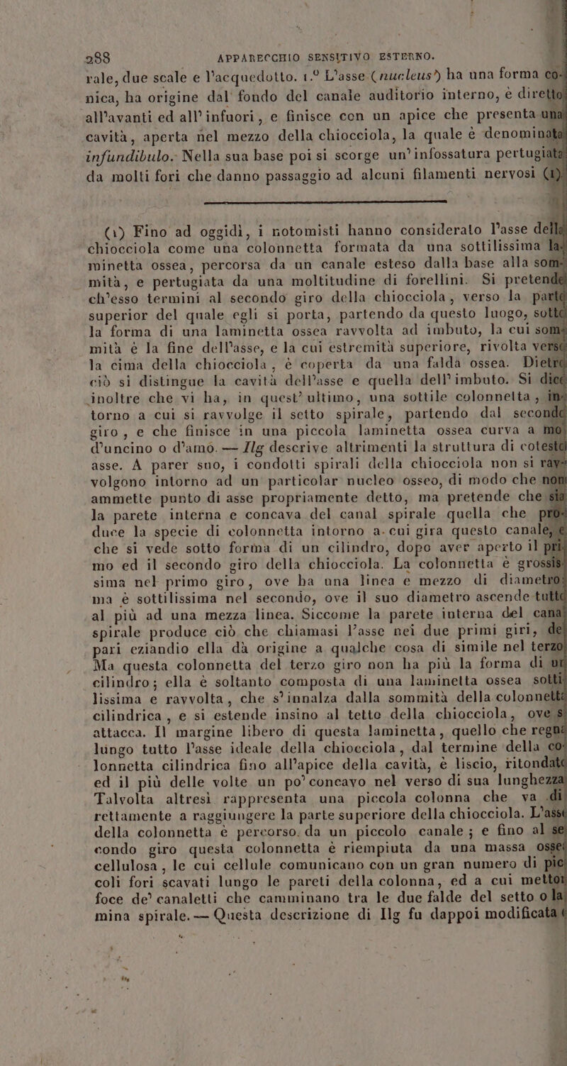 rale, due scale e l'acquedotto. 1.° L'asse (rurleus?) ha una forma cod nica, ha origine dal fondo del canale auditorio interno, è diretto? all’avanti ed all'infuori, e finisce con un apice che presenta unal cavità, aperta nel mezzo della chiocciola, la quale è denominata infundibulo. Nella sua base poi si scorge un’infossatura pertugiatà da molti fori che danno passaggio ad alcuni filamenti nervosi (1)j ——_—m————m———m——m_—_r—rr———_—___@€cr@u@@g01(@1[_omerquiò (1) Fino ad oggidì, i notomisti hanno considerato l’asse delli chiocciola come una colonnetta formata da una sottilissima lag minetta ossea, percorsa da un canale esteso dalla base alla somé mità, e pertugiata da una moltitudine di forellini. Si pretende ch’esso termini al secondo giro della chiocciola, verso la. partà superior del quale egli si porta, partendo da questo luogo, sottà la forma di una laminetta ossea ravvolta ad imbuto, la cui som mità è la fine dell'asse, e la cui estremità superiore, rivolta vers la cima della chiocciola, è coperta da una falda ossea. Dietri ciò si distingue la cavità dell’asse e quella dell’imbuto. Si dicé inoltre che vi ha, in quest’ ultimo, una sottile colonnelta , ina torno a cui si ravvolge il setto spirale, partendo dal seconde giro, e che finisce in una piccola laminetta ossea curva a mo d’uncino o d’amo. — Zlg descrive altrimenti la struttura di cotestà asse. A parer suo, i condotti spirali della chiocciola non si ray volgono intorno ad un' particolar nucleo osseo, di modo che non ammette punto di asse propriamente detto, ma pretende che sia la parete interna e concava del canal spirale quella che pro: duce la specie di colonnetta intorno a-cui gira questo canale, @ che si vede sotto forma di un cilindro, dopo aver aperto il pri. mo ed il secondo giro della chiocciola. La colonnetta è grossisi sima nel primo giro, ove ha una linca e mezzo di diametro ma è sottilissima nel secondo, ove il suo diametro ascende tutti al più ad una mezza linea. Siccome la parete interna del cana! spirale produce ciò che chiamasi l’asse nei due primi giri, del pari eziandio ella dà origine a qualche cosa di simile nel terzo Ma questa colonnetta del terzo giro non ha più la forma di vi cilindro; ella è soltanto composta di una laminetta ossea sotti lissima e ravvolta, che s°innalza dalla sommità della colonnetti cilindrica, e si estende insino al tette della chiocciola, ove $ attacca. Il margine libero di questa laminetta , quello che reghi lungo tutto l’asse ideale della chiocciola, dal termine della co lonnetta cilindrica fino all’apice della cavità, è liscio, ritondat ed il più delle volte un po’ concavo nel verso di sua lunghezza! Talvolta altresi rappresenta una piccola colonna che va .di rettamente a raggiungere la parte superiore della chiocciola. L’ass della colonnetta è percorso. da un piccolo canale; e fino al sé condo giro questa colonnetta è riempiuta da una massa oss@ cellulosa, le cui cellule comunicano con un gran numero di pic coli fori scavati lungo le pareti della colonna, ed a cui metto foce de’ canaletti che camminano tra le due falde del setto o la mina spirale. — Questa descrizione di Ilg fu dappoi modificata é DI 3 } (0/1