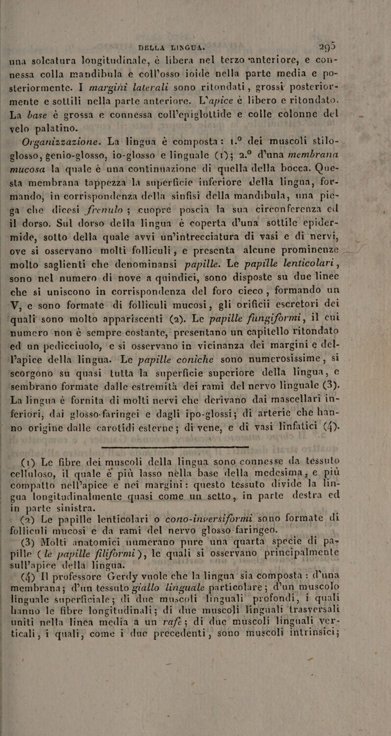 I una solcatura longitudinale, è libera nel terzo «anteriore, e con- nessa colla mandibula e coll’osso ioide nella parte media e po- steriormente. I margini laterali sono ritondati, grossi posterior- mente e sottili nella parte anteriore. L'apice è libero e ritondato. La dase è grossa e connessa coll’epiglottide e colle colonne del velo palatino. Organizzazione. La lingua è composta: 1.° dei ‘muscoli stilo-. glosso, genio-glosso, io-glosso e linguale (1)j 2.° d'una membrana mucosa la quale è una continnazione di quella della bocca. Que- sta membrana tappezza la superficie inferiore della lingua, for- mando, in corrispondenza della sinfisi della mandibula, una pie- ga che dicesi frenulo ; cuopre poscia la sua cireonferenza ed il dorso. Sul dorso della lingua è coperta d’una sottile epider- mide, sotto della quale avvi un’intrecciatura di vasi e di nervi, ove si osservano molti folliculi, e presenta alcune prominenze. molto saglienti che denominansi papille. Le papille lenticolari, sono nel numero. di nove a quindici, sono disposte su due linee che si uniscono in corrispondenza del foro cieco , formando un V, e sono formate ‘di folliculi mucosi, gli orificii escretori dei numero ‘non è sempre costante, presentano un capitello ritondato ed un pedicciuolo, ‘e si osservano in vicinanza dei margini e del- l’apice della lingua. Le papille coniche sono numerosissime , si scorgono sù quasi tutta la superficie superiore della lingua, e sembrano formate dalle estremità dei rami del nervo linguale (3). La lingua è fornita di molti nervi che derivano dai mascellari in- feriori; dai glosso-faringei e dagli ipo-glossij di arterie che han- no origine dalle carotidi esterne; di vene, e di vasi linfatici (4). A (1) Le fibre dei muscoli della lingua sono connesse da tessuto cell'uloso, il quale è più lasso nella base della medesima; e più compatto nell’apice e nei margini: questo tessuto divide la lin- gua longitudinalmente quasi come un setto, in parte destra ed in parte sinistra. (2) Le papille lenticolari 0 coro-inversiformi sono formate di follicali mucosi e da rami del nervo glosso-faringeo. (3) Molti anatomici numerano pure una quarta specie di pa» pille (le papille filiformi), le quali si osservano principalmente sull’apice della lingua. i (4) Il professore Gerdy vuole che la lingua sia composta : d'una membrana; d’un tessuto giallo linguale particolare; d'un muscolo linguale superficiale; di due muscoli linguali profondi, i quali hanno le fibre longitudinali; di due muscoli lingaali ‘trasversali uniti nella linéa media a un raft; di due muscoli linguali ver- ticali, î quali, come i duc precedenti, sono muscoli intrinsici;