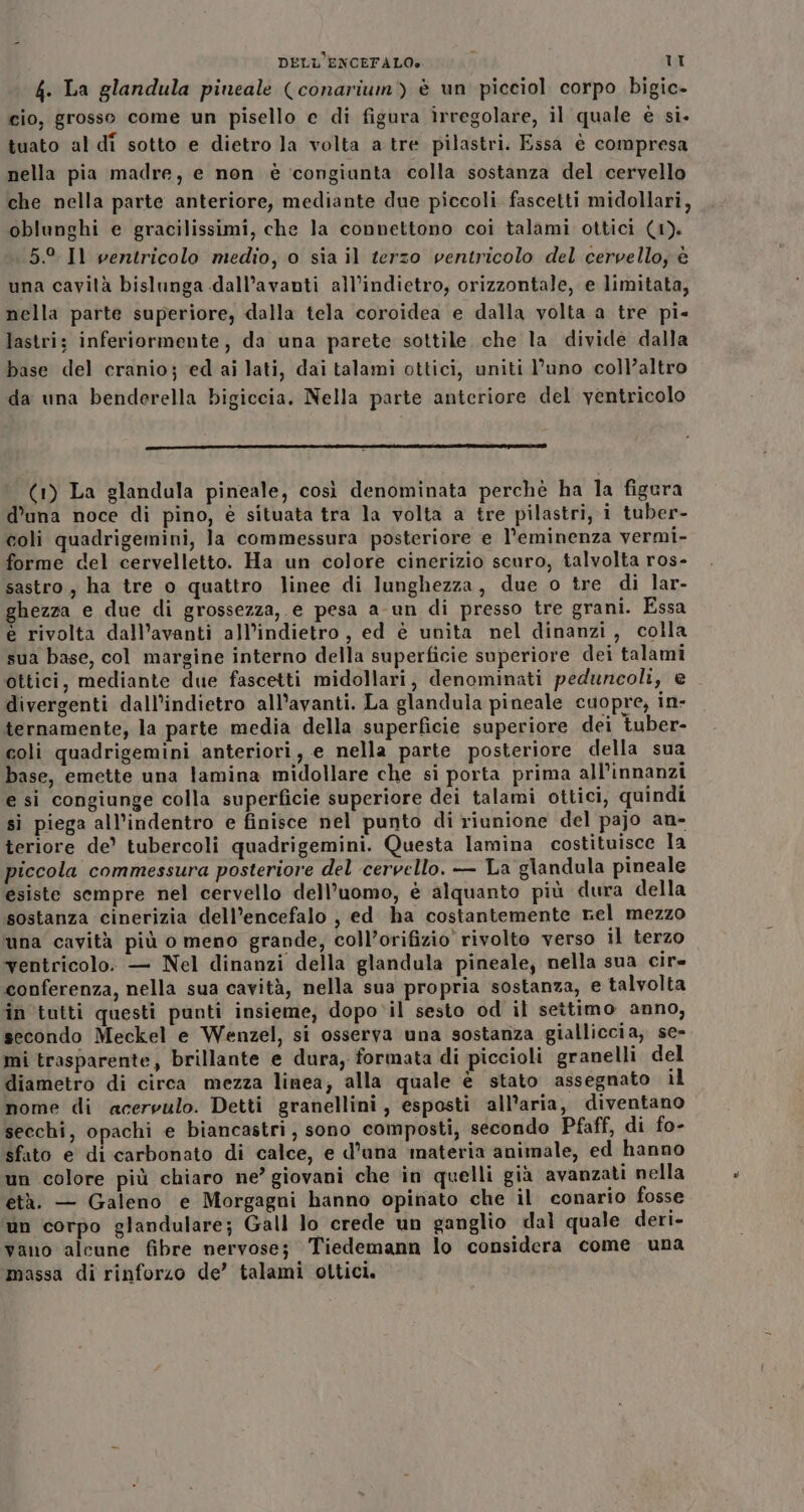 f. La glandula pineale (conarium) è un picciol corpo bigic- cio, grosso come un pisello e di figura irregolare, il quale è si. tuato al di sotto e dietro la volta a tre pilastri. Essa è compresa nella pia madre, e non è ‘congiunta colla sostanza del cervello che nella parte anteriore, mediante due piccoli fascetti midollari, oblunghi e gracilissimi, che la connettono coi talami ottici (1). 5.° Il ventricolo medio, o sia il terzo ventricolo del cervello, è una cavità bislunga dall’avanti all’indietro, orizzontale, e limitata, nella parte superiore, dalla tela ‘coroidea e dalla volta a tre pi- lastri; inferiormente, da una parete sottile che la divide dalla base del cranio; ed ai lati, dai talami ottici, uniti l’uno coll’altro da una benderella bigiccia. Nella parte anteriore del ventricolo (1) La glandala pineale, così denominata perché ha la figura d’una noce di pino, è situata tra la volta a tre pilastri, i tuber- coli quadrigemini, la commessura posteriore e l’eminenza vermi- forme del cervelletto. Ha un colore cinerizio scuro, talvolta ros- sastro, ha tre o quattro linee di lunghezza, due o tre di lar- ghezza e due di grossezza,.e pesa a-un di presso tre grani. Essa è rivolta dall’avanti all’indietro, ed è unita nel dinanzi, colla sua base, col margine interno della superficie superiore dei talami ottici, mediante due fascetti midollari, denominati peduncoli, e divergenti dall’indietro all’avanti. La glandula pineale cuopre, in- ternamente, la parte media della superficie superiore dei tuber- coli quadrigemini anteriori, e nella parte posteriore della sua base, emette una lamina midollare che si porta prima all’innanzi e si congiunge colla superficie superiore dei talami ottici, quindi sì piega all’indentro e finisce nel punto di riunione del pajo an- teriore de’ tubercoli quadrigemini. Questa lamina costituisce la piccola commessura posteriore del cervello. — La glandula pineale esiste sempre nel cervello dell’uomo, è alquanto più dura della sostanza cinerizia dell’encefalo , ed ha costantemente nel mezzo una cavità più o meno grande, coll’orifizio’ rivolto verso il terzo ventricolo. — Nel dinanzi della glandula pineale, nella sua cire conferenza, nella sua cavità, nella sua propria sostanza, e talvolta in tutti questi punti insieme; dopo vil sesto od il settimo anno, secondo Meckel e Wenzel, si osserva una sostanza gialliccia, se- mi trasparente, brillante e dura, formata di piccioli granelli del diametro di circa mezza linea; alla quale è stato assegnato il nome di acervulo. Detti granellini, esposti all’aria, diventano secchi, opachi e biancastri, sono composti, secondo Pfaff, di fo- sfato e di carbonato di calce, e d’una materia animale, ed hanno un colore più chiaro ne’ giovani che in quelli già avanzati nella età. — Galeno e Morgagni hanno opinato che il conario fosse un corpo glandulare; Gall lo crede un ganglio dal quale deri- vano alcune fibre nervose; Tiedemann lo considera come una massa di rinforzo de’ talami oltici.