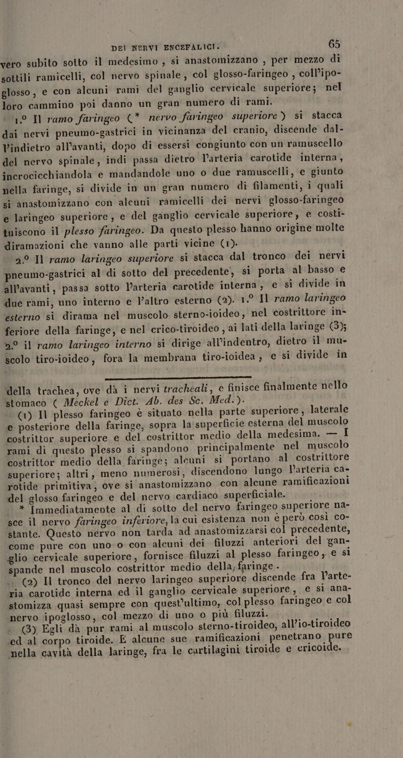 vero subito sotto il medesimo , si anastomizzano , per mezzo di sottili ramicelli, col nervo spinale , col glosso-faringeo , coll’ipo- glosso, e con alcuni rami del ganglio cervicale superiore; nel loro cammino poi danno un gran numero di rami. 1° Il ramo faringeo (* nervo faringeo superiore ) sì stacca dai nervi pneumo-gastrici in vicinanza del cranio, discende dal- l’indietro all’avanti, dopo di essersi congiunto con un ramuscello del nervo spinale, indi passa dietro l’arteria carotide interna, incrociechiandola e mandandole uno o due ramuscelli, e giunto pella faringe, si divide in un gran numero di filamenti, i quali si anastomizzano con alcuni ramicelli dei nervi glosso-faringeo e laringeo superiore , e del ganglio cervicale superiore, e costi- tuiscono il plesso faringeo. Da questo plesso hanno origine molte diramazioni che vanno alle parti vicine (1). 5° Il ramo laringeo superiore si stacca dal tronco dei nervi pneumo-gastrici al di sotto del precedente, si porta al basso e ‘all’avanti, passa sotto l’arteria carotide interna, € si divide in ‘due rami, uno interno e }’altro esterno (2). 1.° Il ramo laringeo esterno si dirama nel muscolo sterno-ioideo, nel costrittore in- feriore della faringe, e nel crico-tiroideo , ai lati della laringe (3); 2.° il ramo laringeo interno si dirige all’indentro, dietro il mu- scolo tiro-ioideo, fora la membrana tiro-ioidea , e si divide in rid N ee della trachea, ove dà i nervi tracheali, c finisce finalmente nello stomaco ( Meckel e Dict. Ab. des Sc. Med.). (1) Il plesso faringeo è situato nella parte superiore , laterale e posteriore della faringe, sopra la superficie esterna del muscolo costrittor superiore e del costrittor medio della medesima. — rami di questo plesso si spandono principalmente nel muscolo costrittor medio della faringe; alcuni si portano al costrittore superiore; altri, meno numerosi, discendono lungo Parteria ca- rotide primitiva; ove si anastomizzano con alcune ramificazioni del glosso faringeo e del nervo cardiaco superficiale. * Immediatamente al di sotto del nervo faringeo superiore na- sce il nervo faringeo inferiore, la cui esistenza non é però così co- stante. Questo nervo non tarda ad anastomizzarsi col precedente, come pure con uno o con alcuni dei filuzzi anteriori del gan- glio cervicale superiore, fornisce filuzzi al plesso faringeo , e si spande nel muscolo costrittor medio della, faringe . (2) Il tronco del nervo laringeo superiore discende fra Varte- ria carotidc interna ed il ganglio cervicale superiore, € si ana- stomizza quasi sempre con quest’ultimo, col plesso faringeo e col nervo ipoglosso, col mezzo di uno 0 più filuzzi. (3) Egli da pur rami al muscolo sterno-tiroideo, all’io-tiroideo ‘ed al corpo tiroide. E alcune sue ramificazioni penetrano pure nella cavità della laringe, fra le cartilagini tiroide e cricoide.