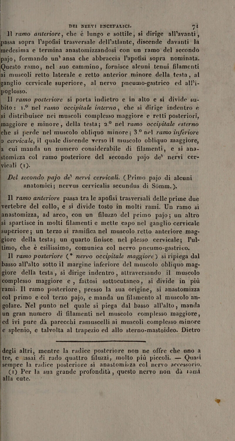 (ll ramo anteriore, che è lungo e sottile, si dirige all’avanti, assa sopra l’apofisi trasversale dell’atlante, discende davanti la medesima e termina anastomizzandosi con un ramo del secondo pajo, formando un’ ansa che abbraccia l’apotisi sopra nominata. Questo ramo, nel suo cammino, fornisce alcuni tenui filamenti aì muscoli retto laterale e retto anterior minore della testa, al anglio cervicale superiore, al nervo pneumo-gastrico ed all’i- roglosso. Il ramo posteriore si porta indietro e in alto e si divide su- bito: 1.° nel ramo occipitale interno, che si dirige indentro e si distribuisce nei muscoli complesso maggiore e retti posteriori, maggiore e minore, della testa; 2° nel ramo occipitale esterno che si perde nel muscolo obliquo minore; 3.° nel ramo inferiore o cervicale, il quale discende verso il muscolo obliquo maggiore, a cui manda un numero considerabile di filamenti, e si ana- tomizza col ramo posteriore del secondo pajo de? nervi cer- icali (1). Del secondo pajo de’ nervi cervicali. (Primo pajo di alcuni anatomici; nervus cervicalis secundus di Simm.). Il ramo anteriore passa tra le apofisi trasversali delle prime due vertebre del collo, e si divide tosto in molti rami. Un ramo si anastomizza, ad arco, con un filuzzo del primo pajo; un altro si spartisce in molti filamenti e mette capo nel ganglio cervicale superiorej un terzo si ramifica nel muscolo retto anteriore mag- iore della testa; un quarto finisce nel plesso cervicale; lul- timo, che è esilissimo, comunica col nervo pneumo-gastrico. Il ramo posteriore (* nervo occipitale maggiore) si ripiega dal basso all’alto sotto il margine inferiore del muscolo obliquo mag- giore della testa, si dirige indentro, attraversando il muscolo complesso maggiore ‘e , faitosi sottocutaneo, si divide in più rami. Il ramo posteriore, presso la sua origine, si anastomizza col primo e col terzo pajo, e manda un filamento al muscolo an- golare. Nel punto nel quale sì piega dal basso all’alto, manda un gran numero di filamenti nel muscolo complesso maggiore, ed ivi pure dà parecchi ramuscelli ai muscoli complesso minore e splenio, e talvolta al trapezio ed allo sterno-mastoideo. Dietro [isc=——@——66—m___€«.lki.wrrl degli altri, mentre la radice posteriore non ne offre che uno a tre, e assai di rado quattro filuzzi, molto più piccoli. — Quasi sempre la radice posteriore si anastomizza col nervo accessorio, (1) Per la sua grande profondità, questo nervo non da lami alla cute.