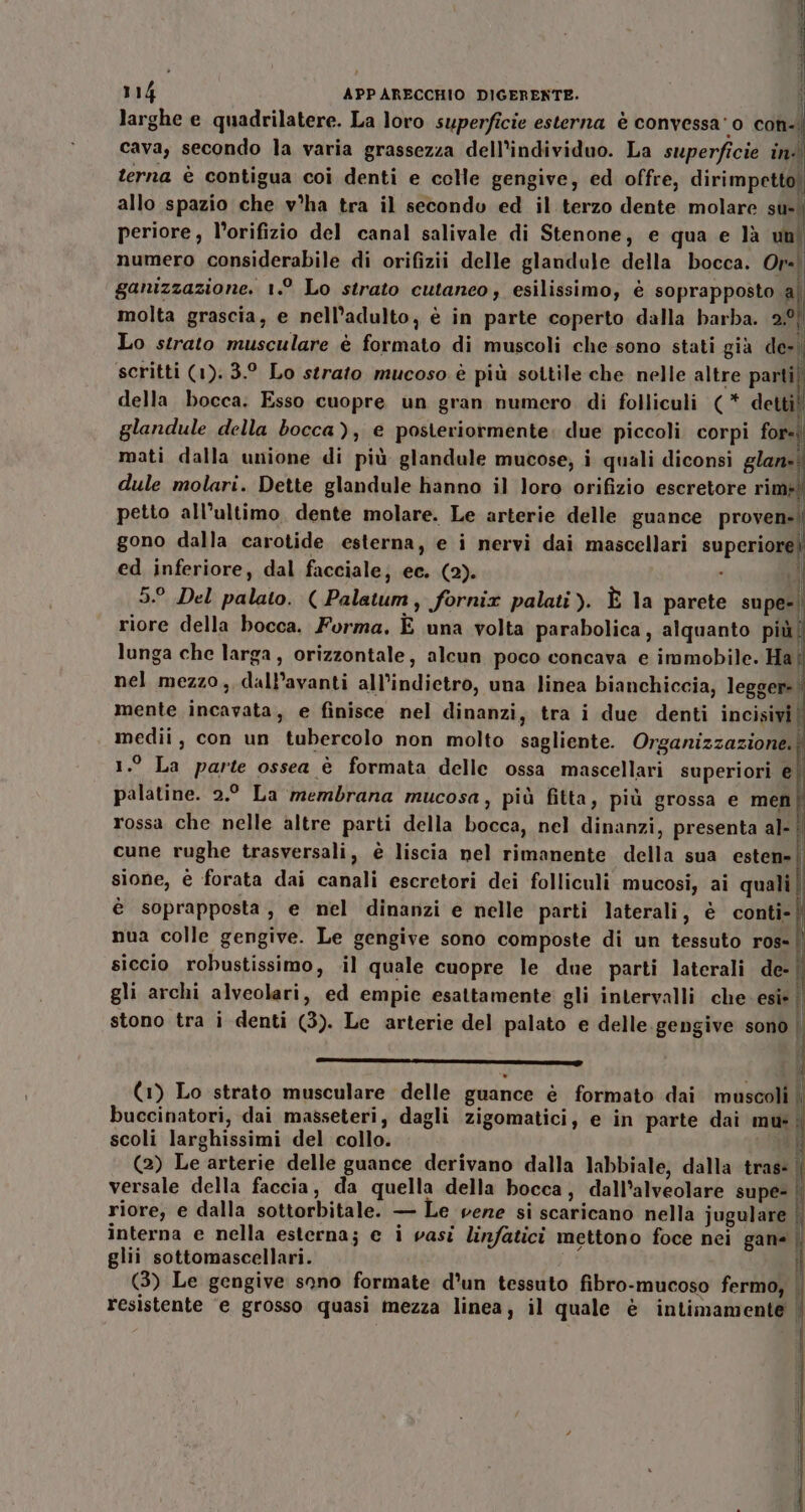 larghe e quadrilatere. La loro superficie esterna è convessa'o con- cava, secondo la varia grassezza dell'individuo. La superficie ini terna è contigua coi denti e colle gengive, ed offre, dirimpetto, allo spazio che v°ha tra il secondov ed il terzo dente molare ”i periore, l’orifizio del canal salivale di Stenone, e qua e là un' numero considerabile di orifizii delle glandule della bocca. Or} ganizzazione. 1° Lo strato cutaneo; esilissimo, è soprapposto a) molta grascia, e nell’adulto, è in parte coperto dalla barba. 20 Lo strato musculare è formato di muscoli che sono stati già de-, scritti (1). 3.° Lo strato mucoso è più sottile che nelle altre parti) della bocca. Esso cuopre un gran numero di folliculi (* detti! glandule della bocca), e posteriormente: due piccoli corpi for-; mati dalla unione di più glandule mucose, i quali diconsi glan=) dule molari. Dette glandule hanno il loro orifizio escretore rim! petto all’ultimo. dente molare. Le arterie delle guance proven». gono dalla carotide esterna, e i nervi dai mascellari superiore! ed inferiore, dal facciale; ec. (2). . i 5.° Del palato. ( Palatum , fornix palati). È la parete supe | riore della bocca. Forma, È una volta parabolica, alquanto più | lunga che larga, orizzontale, alcun poco concava e immobile. Ha f nel mezzo, dall’avanti all’indietro, una linea bianchiccia, legger- mente incavata, e finisce nel dinanzi, tra i due denti incisivi | medii, con un tubercolo non molto sagliente. Organizzazione. 1.° La parte ossea è formata delle ossa mascellari superiori e| palatine. 2.° La membrana mucosa, più fitta, più grossa e men rossa che nelle altre parti della bocca, nel dinanzi, presenta al- cune rughe trasversali, è liscia nel rimanente della sua esten» Î sione, è forata dai canali escretori dei folliculi mucosi, ai quali| è soprapposta, e mel dinanzi e nelle parti laterali, è conti-| nua colle gengive. Le gengive sono composte di un tessuto ros- ! siccio robustissimo, il quale cuopre le due parti laterali de-| gli archi alveolari, ed empie esattamente gli intervalli che esi» | stono tra i denti (3). Le arterie del palato e delle.gengive sono | -e.--,—— (1) Lo strato musculare delle guance è formato dai muscoli | buccinatori, dai masseteri, dagli zigomatici, e in parte dai mu. scoli larghissimi del collo. (2) Le arterie delle guance derivano dalla labbiale, dalla tras: | versale della faccia, da quella della bocca, dall’alveolare supe- riore; e dalla sottorbitale. — Le vene si scaricano nella jugulare | interna e nella esterna; e i vasi linfatici mettono foce nei gane | glii sottomascellari. il (3) Le gengive sono formate d'un tessuto fibro-mucoso fermo, i resistente ‘e grosso quasi mezza linea, il quale è intimamente |