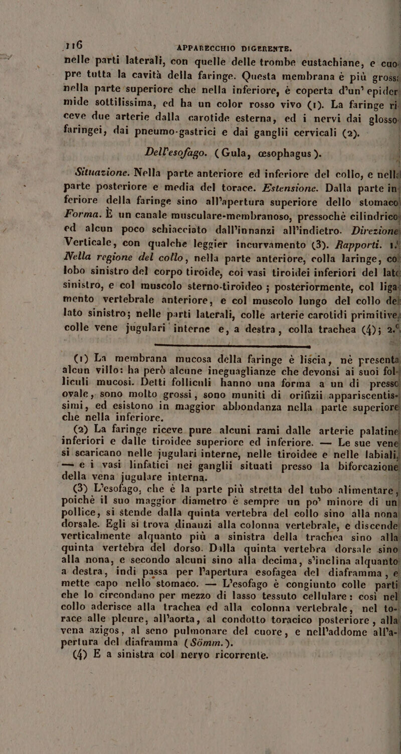 nelle parti laterali, con quelle delle trombe eustachiane, e cuo: pre tutta la cavità della faringe. Questa membrana è più gross: nella parte ‘superiore che nella inferiore, è coperta d’un epider mide sottilissima, ed ha un color rosso vivo (1). La faringe ri. ceve due arterie dalla carotide esterna, ed i nervi dai glosso: faringei, dai pneumo-gastrici e dai ganglii cervicali (2). Dell'esofago. (Gula, cesophagus). vi Situazione. Nella parte anteriore ed inferiore del collo, e nella parte posteriore e media del torace. Estensione. Dalla parte ini feriore della faringe sino all’apertura superiore dello stomaco! LI Forma. È un canale musculare-membranoso, pressochè cilindrico) ed alcun poco schiacciato dall’innanzi all'indietro. Direzione, Verticale, con qualche leggier incurvamento (3). Rapporti. 18 Nella regione del collo, nella parte anteriore, colla laringe, col lobo sinistro del corpo tiroide, coi vasi tiroidei inferiori del late sinistro, e col muscolo sterno-tiroideo j posteriormente, col liga: mento vertebrale anteriore, e col muscolo lungo del collo del lato sinistro; nelle parti laterali, colle arterie carotidi primitive) colle vene jugulari' interne e, a destra, colla trachea (4); 2 = corr PP@@@erruugì I (1) La membrana mucosa della faringe è liscia, nè presenta alcun villo: ha però alcune ineguaglianze che devonsi ai suoi fol liculi mucosi. Detti folliculi hanno una forma a un di press ovale ,, sono molto grossi, sono muniti di. orifizii. appariscentiseì simi, ed esistono in maggior abbondanza nella. parte superior che nella inferiore. I (2) La faringe riceve pure alcuni rami dalle arterie palatin inferiori e dalle tiroidee superiore ed inferiore. — Le sue vene si scaricano nelle jugulari interne, nelle tiroidee e nelle labiali) ‘—— e i vasi linfatici nei ganglii situati presso la biforcazione della vena jugulare interna. i (3) L’esofago, che è la parte più stretta del tubo alimentare; poichè il suo maggior diametro è sempre un po’ minore di uni pollice, si stende dalla quinta vertebra del collo sino alla nona dorsale. Egli si trova dinanzi alla colonna vertebrale, e discende, verticalmente alquanto più a sinistra della trachea sino alla quinta vertebra del dorso. Dalla quinta vertebra dorsale sino alla nona, e secondo alcuni sino alla decima, s’inclina alquanto a destra, indi passa per l’apertura esofagea del diaframma, e mette capo nello stomaco. — L’esofago è congiunto colle parti. che lo circondano per mezzo di lasso tessuto cellulare: così nell (4) E a sinistra col nervo ricorrente.