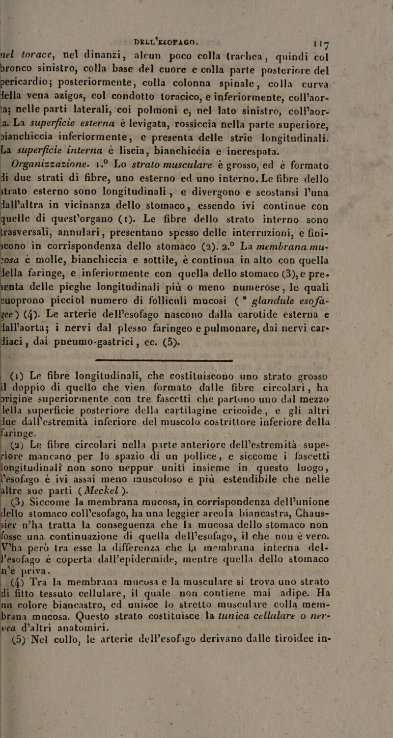 nel torace, nel dinanzi, alcun poco colla trachea, quindi col bronco sinistro, colla base del cuore e colla parte posteriore del pericardio; posteriormente, colla colonna spinale, colla curva ella vena azigos, col condotto toracico, e inferiormente, coll’aor- ‘a; nelle parti laterali, coi polmoni e, nel lato sinistro, coll’aor- ‘a La superficie esterna è levigata, rossiccia nella parte superiore, dianchiccia inferiormente; e presenta delle strie longitudinali. La superficie interna è liscia, bianchiccia e increspata. Organizzazione. 1.° Lo strato musculare è grosso, ed è formato di due strati di fibre, uno esterno ed uno interno, Le fibre dello strato esterno sono longitudinali, e divergono e scostansi l’una dall'altra in vicinanza dello stomaco, essendo ivi continue con quelle ‘di quest'organo (1). Le fibre dello strato interno. sono rasversali, annulari, presentano spesso delle interruzioni, e fini- cono in corrispondenza dello stomaco (2):2.° La membrana mu- osa è molle, bianchiccia e sottile, è continua in alto con quella della faringe, e inferiormente con quella dello stomaco (3), e pre- lijota delle pieghe longitudinali più o meno numerose, le quali Buoprono picciol numero di follicnli mucosi (* glandule esofa- see) (4). Le arterie dell’esofago nascono dalla carotide esterna e dall’aorta; i nervi dal plesso faringeo e pulmonare, dai nervi car» diaci, dai pneumo-gastrici, ec. (5). DS SE ODA TIZIO PT i (1) Le fibre longitudinali, che costituiscono uno strato grosso il doppio di quello che vien formato dalle. fibre circolari , ha igine superiormente con tre fascetti che partono uno dal mezzo ner superficie posteriore della cartilagine cricoide, e gli altri due dall’estremità inferiore del muscolo costrittore inferiore della aringe. (a) Le fibre circolari nella parte anteriore seDipairanità: supe- riore mancano per lo spazio di un pollice, e siccome i fascetti longitudinali non sono neppur uniti insieme in questo luogo, l’esofugo è ivi assai meno inuscoloso e più estendibile che nelle altre sue parti (Meckel). (3) Siccome la membrana mucosa, in corrispondenza dell’unione ello stomaco coll’esofago, ha una leggier areola biancastra, Chaus- sier mha tratta la conseguenza che la mucosa dello stomaco non osse una continuazione di quella dell'esofago, il che non è vero. V'ha però tra esse la differenza che la membrana interna del- “esofa; go è coperta dall’epidermide, mentre quella dello stomaco n'è priva. 4 Tra la membrana mucosa e la musculare si trova uno strato i fitto tessuto cellulare, il «quale non contiene mai adipe. Ha no colore biancastro, ed unisce lo stretto musculare colla mem- brana mucosa. Questo strato costituisce la tunica cellulare 0 ner- vea d’altri anatomici. (5) Nel colto, le arterie dell’esofago e pae dalle tiroidee in-