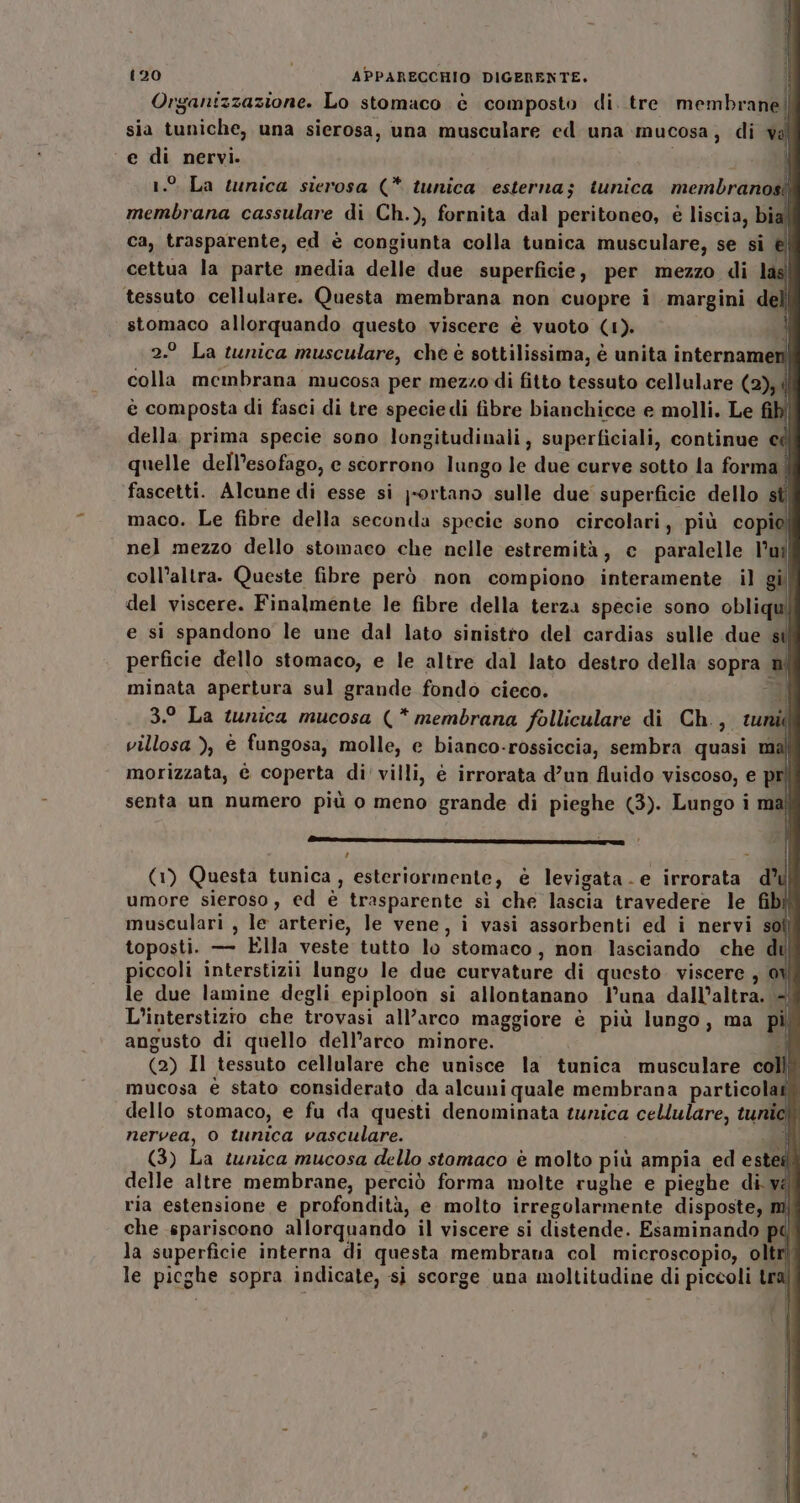 ii ill (120 APPARECCHIO DIGERENTE. Organizzazione. Lo stomaco è composto di. tre membrane | sia tuniche, una sierosa, una musculare ed una mucosa, di val ‘e di nervi. | 1.9 La tunica sierosa (* tunica esterna; tunica membranosi membrana cassulare di Ch.), fornita dal peritoneo, è liscia, biaf ca, trasparente, ed è congiunta colla tunica musculare, se si è cettua la parte media delle due superficie, per mezzo di las tessuto cellulare. Questa membrana non cuopre i margini dell stomaco allorquando questo viscere è vuoto (1). 2.° La tunica musculare, che è sottilissima, è unita internamer colla membrana mucosa per mezzo di fitto tessuto cellulare (2), | è composta di fasci di tre specie di fibre bianchicce e molli. Le f DI della prima specie sono longitudinali, superficiali, continue cd quelle dell’esofago, e scorrono lungo le due curve sotto la forma fascetti. Alcune di esse si -ortano sulle due superficie dello st maco. Le fibre della seconda specie sono circolari, più copio! nel mezzo dello stomaco che nelle estremità, c paralelle l’ui coll’altra. Queste fibre però non compiono interamente il gi del viscere. Finalmente le fibre della terza specie sono obliqu e si spandono le une dal lato sinistro del cardias sulle due st perficie dello stomaco, e le altre dal lato destro della sopra minata apertura sul grande fondo cieco. ; 3.° La tunica mucosa (*membrana folliculare di Ch., ww villosa ), è fungosa, molle, e bianco-rossiccia, sembra quasi mal morizzata, è coperta di' villi, è irrorata d’un fluido viscoso, e pri senta un numero più o meno grande di pieghe (3). Lungo i mal ESS RPS DI IG ISO: SII ; ‘ 7 i (1) Questa tunica , esteriormente, è levigata. e irrorata d’ umore sieroso, ed è trasparente sì che lascia travedere le fib musculari , le arterie, le vene, i vasi assorbenti ed i nervi sol toposti. — Ella veste tutto lo stomaco, non lasciando che dil piccoli interstizii lungo le due curvature di questo viscere , i le due lamine degli epiploon si allontanano l’una dall’altra. «| L’interstizio che trovasi all’arco maggiore è più lungo, ma pil angusto di quello dell’arco minore. o) \ (2) Il tessuto cellulare che unisce la tunica musculare coli; mucosa è stato considerato da alcuni quale membrana particolati, nervea, o tunica vasculare. all (3) La tunica mucosa dello stomaco è molto più ampia ed este delle altre membrane, perciò forma molte rughe e pieghe di vel che pariscono allorquando il viscere si distende. Esaminando pd la superficie interna di questa membrana col microscopio, oltrì le picghe sopra indicate, sì scorge una moltitudine di piccoli tra 61 . . »® | dello stomaco, e fu da questi denominata tunica cellulare, tunic » . eta è . E Ni ria estensione e profondità, e molto irregolarmente disposte, mi i f