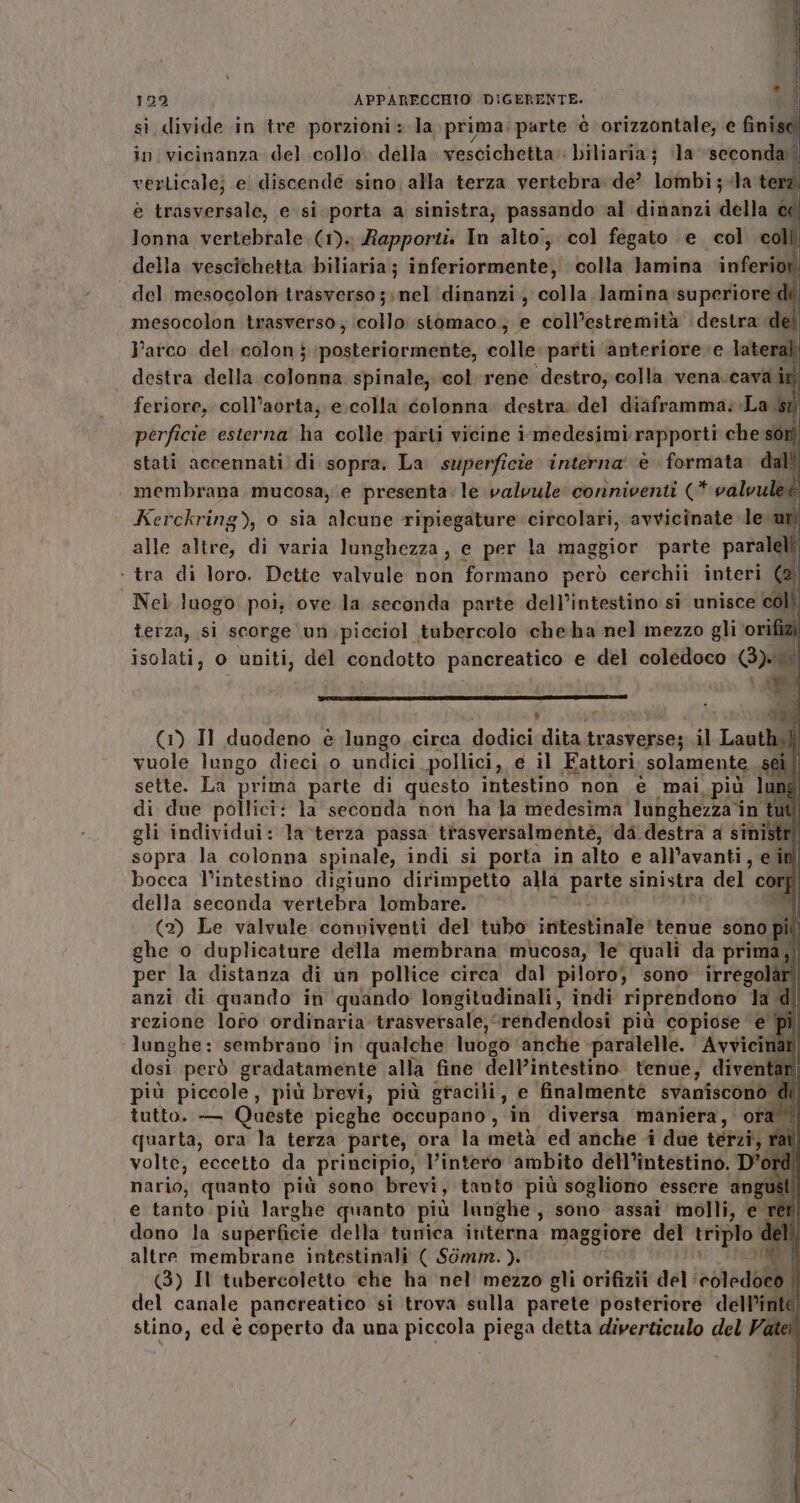 si divide in tre porzioni: la prima; parte è orizzontale; e finise in vicinanza del collo. della vescichetta: biliaria; (la seconda verticale; e discendé sino alla terza vertebra: de’ lombi;-la terz è trasversale, e si porta a sinistra, passando al dinanzi della « lonna vertebrale (1)4 Rapporti In alto; col fegato e col. coll, della vescichetta biliaria; inferiormente, colla Jamina inferior mesocolon trasverso, collo stomaco; e coll’estremità destra dei l'arco del colon j posteriormente, colle: parti anteriore e lateral destra della. colonna spinale; col rene destro, colla vena. adi at accennati di sopra. La Praga interna' ‘è fornita . membrana mucosa, e presenta. le valvule conniventi (* valvule i Kerckring), o sia alcune ripiegature circolari, avvicinate le a alle altre, di varia lunghezza, e per la maggior ‘parte paralell - tra di loro. Dette valvule non formano però cerchii interi (2 Nel luogo poi; ove la seconda parte dell’intestino si unisce e terza, si scorge \un.picciol tubercolo cheha nel mezzo gli ‘orifiàà inaldtli o uniti, del condotto pancreatico e del coledoco Ge i Le : TAR (1) Il duodeno è lungo circa dodici dita amjerinti dl Lauthe] vuole lungo dieci,o undici pollici, e il Fattori solamente. sei | sette. La prima parte di questo intestino” non è mai più I 11° di due pollici: la seconda non ha la medesima lunghezza in 1 i gli individui: la ‘terza passa trasversalmenté, da destra a sinistri sopra la colonna spinale, indi si porta in alto e all’avanti, e in bocca l’intestino digiuno dirimpetto alla parte sinistra del cor] della seconda vertebra lombare. ' de (2) Le valvule conniventi del tubo stentato tenue sono più ghe o duplicature della membrana mucosa, le quali da prima, per la distanza di un pollice circa dal piloro, sono irregolà anzi di quando in quando longitudinali, indi riprendono la di rezione loto ordinaria-trasversale, “rendendosi più copiose e pi lunghe: sembrano in qualche luogo anche -paralelle. Avvicinat dosi però gradatamente alla fine dell’intestino tenue, diventari più piccole, più brevi, più gracili, e finalmente svaniscono di. tutto. — Queste pieghe occupano, in diversa. manîera, ora quarta, ora la terza parte, ora la metà ed anche i due terzi, rai n) volte, eccetto da principio, | Pintero ambito dell'intestino. D’oi nario, quanto più sono brevi, tanto più sogliono essere ang st e tanto. più larghe quanto più lunghe, sono assai molli, € e rer dono la superficie della tunica intérna maggiore del trIpro, el altre membrane intestinali ( Somm. ). (3) Il tubercoletto che ha nel mezzo gli orifizii del eotedoebi del canale pancreatico si trova sulla parete posteriore dell’inte stino, ed è coperto da una piccola piega detta diverticulo del Fo