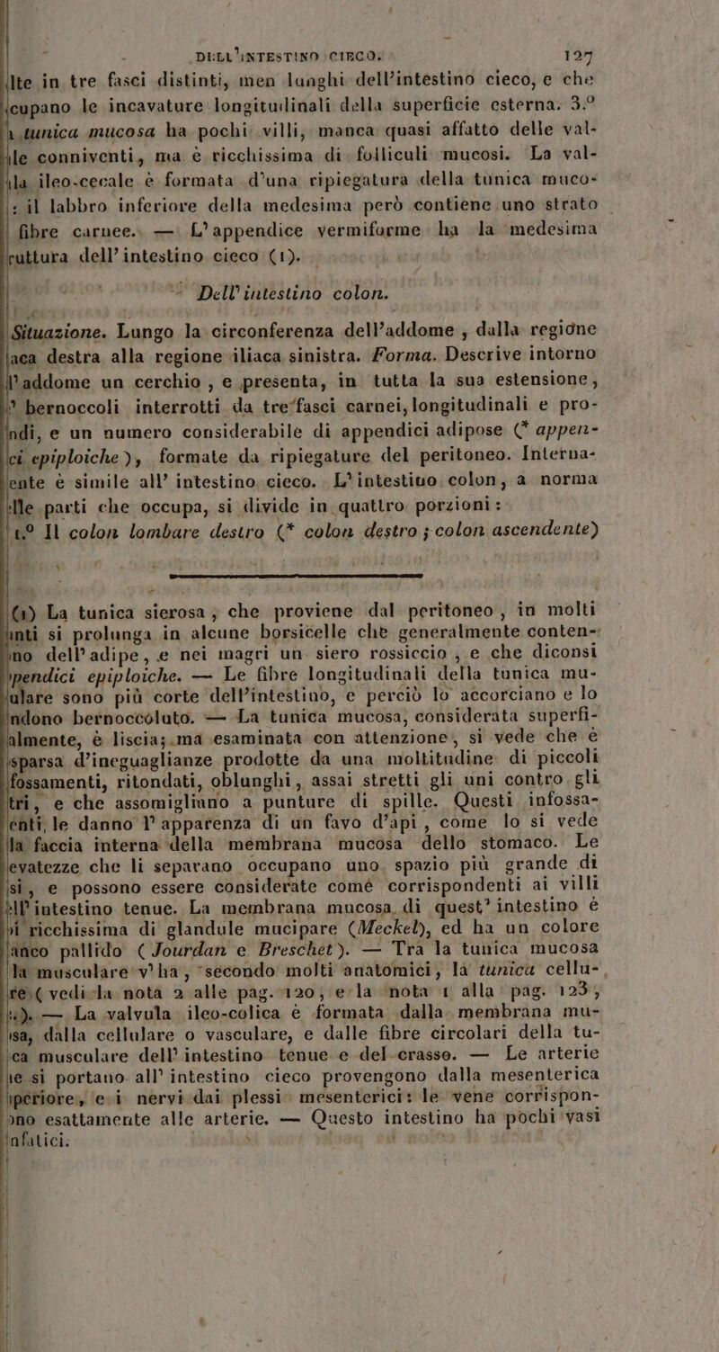 Ite in tre fasci distinti, men lunghi-dell’intestino cieco, e che cupano le incavature longitudinali della superficie esterna. 3.° r tunica mucosa ha pochi:.villi, manca quasi affatto delle val- le conniventi, ma è ricchissima di folliculi ‘mucosi. La val- la ileo-cecale è formata d'una ripiegatura della tunica muco- : il labbro inferiore della medesima però contiene uno strato fibre carnee.. —: L’appendice vermiforme. ha la ‘medesima ruttura dell’ intestino cieco (1). ì: &lt; Dell'intestino colon. IE 4 4 ; * Situazione. Lungo la circonferenza dell’addome ; dalla regione aca destra alla regione iliaca sinistra. Morma. Descrive intorno l’addome un cerchio , e presenta, in tutta la sua estensione, ° bernoccoli interrotti da tre/fasci carnei, longitudinali e pro- ndi, e un numero considerabile di appendici adipose (* appen- ci epiploiche), formate da ripiegature del peritoneo. Interna- ente è simile all’ intestino cieco. L'intestivo, colon, a norma lle parti che occupa, si divide in. quattro porzioni : 4° Il colon lombare destro (* colon destro j colon ascendente) è] (») La tunica sierosa ; che proviene dal peritoneo, in molti inti si prolunga in alcune borsicelle chè generalmente conten-: ìno dell’adipe, e nei magri un siero rossiccio ; e che diconsi pendici epiploiche. — Le fibre longitudinali della tunica mu- ulare sono più corte dell’intestino, e perciò lo accorciano e lo ndono bernoccoluto. — La tunica mucosa, considerata superfi- lmente, è liscia;.ma esaminata con attenzione; si vede che è isparsa d’ineguaglianze prodotte da una moltitudine di piccoli fossamenti, ritondati, oblunghi, assai stretti gli uni contro, gli tri, e che assomigliano a punture di spille. Questi \infossa- enti, le danno 1° apparenza di un favo d’api, come lo si vede la faccia interna ‘della membrana ‘mucosa dello stomaco. Le evatezze che li separano occupano uno, spazio più grande di sì, e possono essere considerate comé corrispondenti ai villi èIl' intestino tenue. La membrana mucosa. di quest’ intestino è vi ricchissima di glandule mucipare (Meckel), ed ha un colore lanco pallido ( Jourdan e. Breschet). — Tra la tunica mucosa la musculare‘v' ha, “secondo molti anatomici, la tunica cellu-, ife( vedirla nota 2 alle pag. 1120; ela nota 1 alla pag. 123, ) — La valvula ileo-colica è formata dalla. membrana mu- isa, dalla cellulare o vasculare, e dalle fibre circolari della tu- ‘ca musculare dell’ intestino tenue e del-crasso. — Le arterie \e sì portano. all’ intestino cieco provengono dalla mesenterica iperiore» ‘evi. nervi dai plessi» mesenterici: le ‘vene corrispon- do esattamente alle arterie. — Questo intestino ha pochi ‘vasi nfatici. $ ut bad È