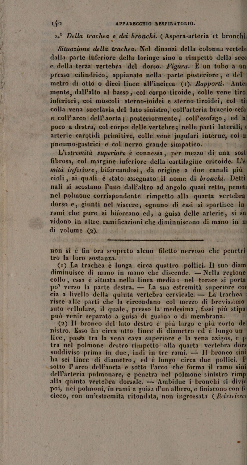 ° Della trachea e dei bronchi. ( Aspera-arteria et bronchi: n Situazione della trachea. Nel dinanzi della colonna vertebi dalla. parte inferiore della laringe sino a rimpetto della sece e della-terza vertebra del dodo; Figura. È un tubo avun presso cilindrico, appianato nella parte ‘posteriore se del metro di otto o dieci linee all’incirca: (1). Rapporti. Antei mente, dall’alto al basso ;*col: corpo tiroide; ‘colle vene ‘tiro! ibi coi muscoli sterno-ioidei e sterno-tiroidei, col Ati; colla vena (succlavia del lato sinistro, coll’arteria braccio-cefa e coll’arco dell'aorta; posteriormente, coll’esofigo; ed ‘al poco a destra, col corpo delle vertebre; nelle parti laterali &lt; arterie :catotidi primitive, colle vene ‘jugulari interne, coi ri pneumo-gastrici e col nervo grande simpatico. L'estremità superiore è connessa , per mezzo di una sosti fibrosa; col. margine inferiore della cartilagine cricoide. L'è mità inferiore, biforcandosi, da origine. a due canali più. cioli, ai quali è stato assegnato il nome di droachi. Detti: nali si scostano l’uno ‘dall’altro ad angolo quasi retto, peneti nel polmone corrispondente rimpetto alla. quarta vertebra dorso e, giunti nel viscere, ognuno di essi si spartisce in, rami che pure. si biforcano ed; a guisa delle arterie; si su vidono in altre, ramificazioni che dienin pidepa di mano in m di volume (2). i LO | non si è fin ora scoperto alcun filetto nervoso che penetri tro la loro sostanza. | (1) La trachea è lunga circa quattro pollici. Il suo diam diminuisce di mano in mano che discende. — Nella regione collo, cessa è situata nella linea media: nel torace si por] po' verso la parte destra. — La sua estremità superiore cor cia a livello della quinta vertebra cervicale. — La trachea : riscc alle parti che la circondano col mezzo di brevissimo suto cellulare, il quale, presso la medesima, fassi più stipal può venir separato a guisa di guaina o di membrana. (2) Il bronco del lato destro è più largo e più corto de nistro. Esso ha circa otto linee di diametro ed è lungo un. lice, passa tra la vena cava superiore € la vena azigos, € p tra nel polmone destro rimpetto alla quarta vertebra dors suddiviso prima in due, indi in tre rami. — Il bronco sini ha sci linee di diametro, ed è lungo circa due pollici. P sotto 1° arco dell’aorta e sotto l’arco ‘che forma il ramo sini dell'arteria pulmonare, e penetra nel polmone sinistro rimp alla quinta vertebra dorsale. — Ambidue i bronchi si divid poi, nei polinoni;*i in rami a guisa d’un albero, e finiscono con fi cieco, con un'estremità ritondata, non ingrossata ( Reisscisset | |