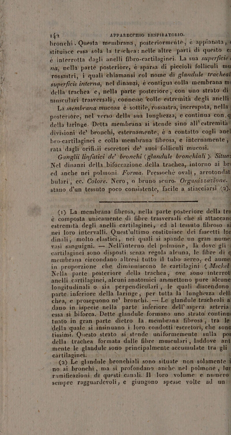 - 142 APPARECCHIO RESPIRATORIO. bronchi. Questa membrana, posteriormente, è appianata , stituisce essa sola la trichea: nelle altre ‘parti di questo @: è interrotta dagli anelli fibro-cartilaginei. La sua superficie na; nella parté posteriore, è sparsa di piccioli folliculi mu rossastri, i quali chiamansi col nome di glandule tracheal superficie interna; nel dinanzi, è contigua colla membrana mi della trachea e, nella parte posteriore , con uno strato di musculari trasversali, connesse ‘colle estremità degli anelli. La membrana mucosa è sottile, rossastra, increspata, nella | posteriore, nel verso: della sua lungliezza, e continua con,q della laringe, Detta membrana si stende sino all’ estremità divisioni de’ bronchi, ‘esternamente, è a contatto cogli anel bro-cartilaginei e colla membrana fibrosa, e internamente ; rata dagli orifizii escretori dè’ suoi folliculi mucosi. : Ganglii linfatici de’ ‘bronchi (glandule bronchiali ). Situa: Nel dinanzi della biforcazione della trachea,.intorno ai bri ed anche nei polmoni. Forma. Pressochè ovali, arrotondat bulari, ec. Colore. Nero, o bruno scuro. Organizzazione. stano d’un tessuto poco consistente, facile a stiacciarsi (2). - (1) La membrana fibrosa, nella parte posteriore della tra è composta unicamente di fibre trasversali che si attaccant estremità degli anelli cartilaginei, ed al tessuto fibroso. si nei loro intervalli. Quest'ultimo costituisce dei faseetti lot dinali, molto elastici, nei quali si spande un gran nume vasi sanguigni. — Nell’interno, del polmone, la dove! gli cartilaginei sono disposti senza regola alcuna, le fibre di g membrana ‘circondano altresì tutto il tubo aereo, ed aumei in proporzione che diminuiscono le cartilagini 4 Meckel: Nella parte posteriore della trachea, ‘ove sono interrot ‘anelli cartilaginei, alcuni anatomici ammettono pure alcune longitudinali o sia perpendicolari, le quali discendono parte. inferiore della laringe, per tutta Ja | lunghezza delli chea, e proseguono ne’ bronchi. — Le glandule tracheali al dano in; ispecie nella parte inferiore (dell’aspera, arteria. essa .si biforca. Dette .glandule formano uno strato! continui tuato in gran parte dietro la. membrana fibrosa; tra (le \lella ‘quale si insinuano i loro. condotti 'eseretori, che sono tissimi. Questo strato si stende uniformemente. sulla poi della. trachea formata dalle fibre. musculari., laddove. ant mente le glandule sono principalmente accumulate travgli cartilaginei. : 3 i x (2) Le glandule bronchiali sono situate mon solamenteti no. ai bronchi, ma si profondano anche nel polmone ; lar ramificazioni. di questi canali. Il loro volume: e numero sempre ragguardevoli, e giungono spesse volte ad uni