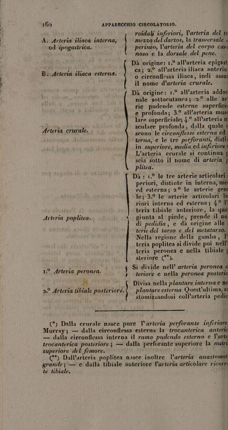 PTT roidali inferiori, \'arteria del tr A. Arteria iliaca interna, mezzo del dartos, la trasversale è od ipogastrica. perineo, V’arteria del corpo cavi noso e la dorsale del pene. . o circonflessa iliaca, indi assui il nome d’arteria crurale. I Dà origine: 1.° all’arteria addoti nale sottocutanca ; +2° alle ar rie pudende esterne superfigi LI e profonda; 3.° all’arteria musi lare superficiale; 4.° all’arteria sculare profonda, dalla quale è scono le circonflesse esterna ed: terna, e le tre perforanti, distiì in superiore, media ed inferiore| L’arteria crurale si continua j scia sotto il nome di arteria, } plitea. Dà : 1.° le tre arterie articolari periori, distinte in interna, me ed esterna; 2° le arterie gem le; 3.9 le arterie articolari în riori interna ed esterna; 4° I? teria tibiale anteriore, la qua giunta al piede, prende il n di pedidia, e dà origine alle ; terie del tarso e del metatarso. Nella regione della gamba, È teria poplitea si divide poi nell’ tcria peronea e nella tibiale steriore (**). Arteria crurale. Arteria poplitea. ! Dai O Divisa nella plantare interna e ne li ; Si divide nell’ arteria peronea a 1:° Arteria peronea. : ; teriore e nella peronea posterio 2° Arteria tibiale posteriore. © plantare esterna. Quest'ultima, ai stomizzandosi coll’arteria pedid (*) Dalla crurale nasce pure l'arteria perforante inferiore Murray; — dalla circonflessa esterna la trocanterica ante — dalla circonflessa interna il ramo pudendo esterno e Varte trocanterica posteriore; — dalla perforante superiore la rl superiore del femore. (**) Dall’arteria poplitea nasce inoltre l’arteria anastomot grande; — e dalla tibiale auteriore l'arteria articolare ricorn té tibiale.