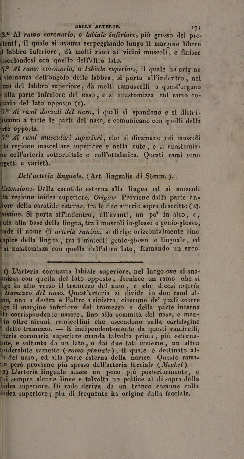 13:° Al ramo coronario, o labiale inferiore, più grosso dei pre- denti , il quale si ‘avanza serpeggiando lungo il margine libero il labbro inferiore, dà molti rami ai vicini muscoli, e finisce osculandosi con quello dell’altro lato. (.° Al ramo ‘coronario, o labiale superiore, il quale ha origine | vicinanza dell’angolo delle labbra, si porta all’indentro, nel îzzo del labbro superiore, dà molti ramuscelli a quest’organo i alla parte inferiore del naso, e si anastomizza col ramo co- pario del lato opposto (1). |:® di rami dorsali del naso, i quali si spandono e sì distri- iscono a tutte le parti del naso, e comunicano con quelli della irte opposta. i 5° Ai rami musculari superiori; che si diramano nei muscoli a regione mascellare superiore e nella cute, e si anastomiz- ho coll’arteria sottorbitale e coll’ottalmica. Questi rami sono getti a varietà. Dell’arteria linguale. ( Art. lingualis di Sòmm.). Estensione. Dalla carotide esterna alla lingua ed ai muscoli la regione ioidea superiore. Origine. Proviene dalla parte an- iore della carotide esterna, tra le dae arterie sopra descritte (2). mmino. Si porta all’indentro, ‘all’avanti, un po’ in alto, e, inta alla base della lingua, tra i muscoli io-glosso e genio-glosso, *nde il nome di arteria ranina, sì dirige orizzontalmente sino lapice della lingua , tra i ‘muscoli genio-glosso è linguale, ed si anastomizza con quella dell'altro lato, formando un arco. \) L’arteria coronaria labiale superiore, nel luogo ove si ana- imizza con quella del lato opposto, fornisce un ramo che si ige in alto verso il tramezzo del naso, e che dicesi arteria i tramezzo del naso. Quest’arteria si divide in due rami al- Mo, uno a destra e l’altro a sinistra, ciascuno de’ quali scorre igo il margine inferiore del tramezzo e della parte interna la corrispondente narice, fino alla sommità del naso, e mans lin oltre alcuni ramicellini che. ascendono sulla cartilagine i detto tramezzo. — E indipendentemente da questi ramicelli, |teria coronaria superiore manda talvolta prima , più esterna- inte, e soltanto da un lato, o dai due lati insieme, un altro isiderabile rametto (ramo pinnale), il quale è destinato al- ‘a del naso, ed alla parte esterna della narice. Questo rami» lo però_proviene più spesso dall’arteria facciale ( Meckel). 2) L’arteria linguale nasce un poco più posteriormente, e si sempre alcune linee e-talvolta un pollice al di sopra della hidea superiore. Di rado deriva da un tronco comune colla idea superiore; più di frequente ha origine dalla facciale,