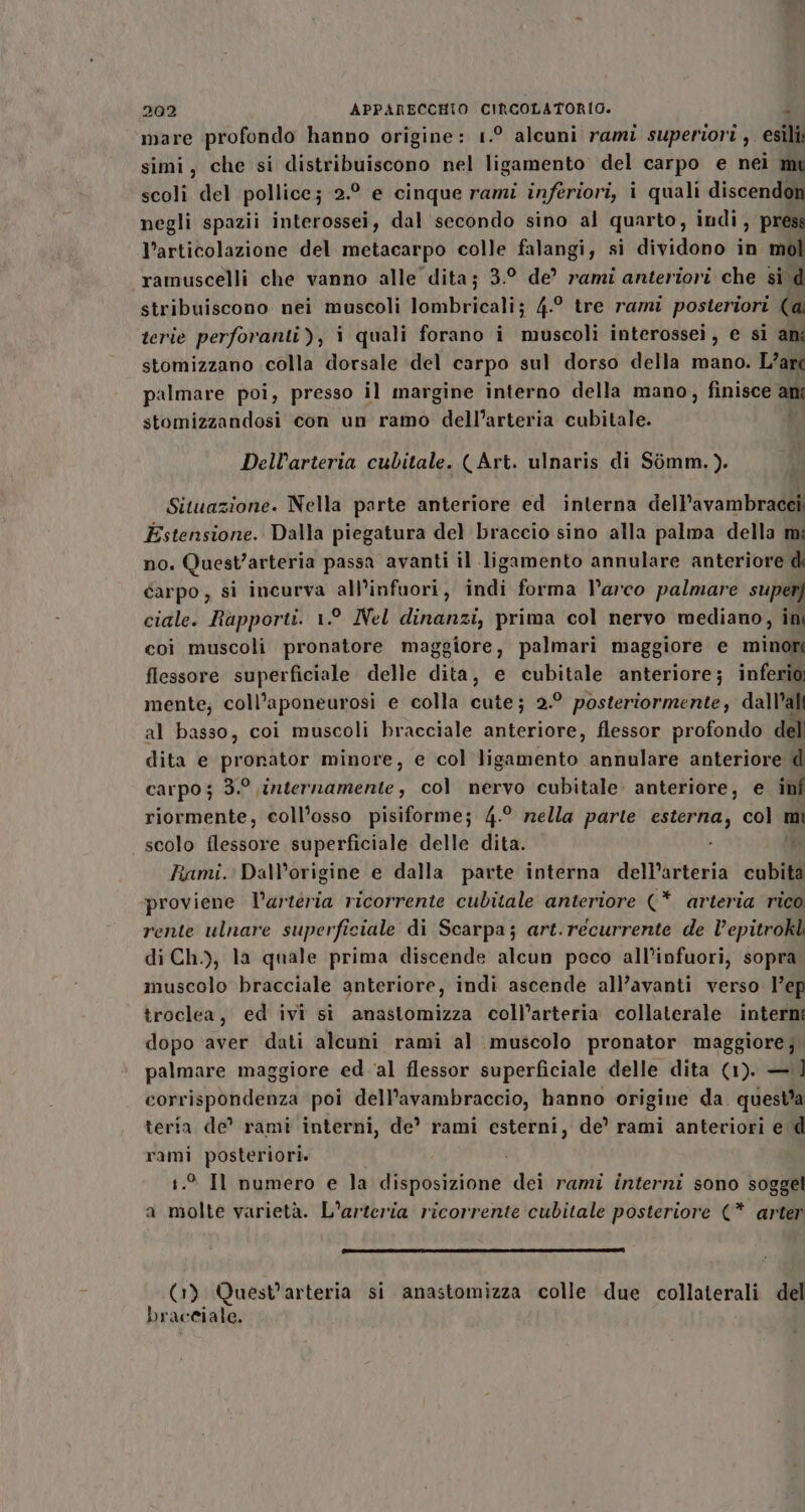 mare profondo hanno origine: 1.° alcuni rami superiori, esili simi, che si distribuiscono nel Piani del carpo e nei mi scoli del pollice; 2.° e cinque rami inferiori, i quali discendon negli spazii interossei, dal secondo sino al quarto, indi, press l’articolazione del metacarpo colle falangi, si dividono in mol ramuscelli che vanno alle dita; 3.° de? rami anteriori che si d stribuiscono nei muscoli lombricali; 4-° tre rami posteriori (a terie perforanti), i quali forano i muscoli interossei, e si am stomizzano colla dorsale «del carpo sul dorso della mano. L’are palmare poi, presso il margine interno della mano, finisce ani stomizzandosi con un ramo “dell'artasia cubitale. Ri Dell’arteria cubitale. (Art. ulnaris di Somm.). pi Situazione. Nella parte anteriore ed interna dell’avambracei porre Dalla piegatura del braccio sino alla palma della mi o. Quest’arteria passa avanti il ligamento annulare anteriore di darpo, si incurva all’infuori, indi forma Parco palmare super] ciale. Rapporti. 1° Nel dinanzi, prima col nervo mediano, in coi muscoli pronatore maggiore, palmari maggiore e minori fiessore superficiale delle dita, e cubitale anteriore; inferio: mente; coll’aponeurosi e colla cute; 2.° posteriormente, dall’ali al basso, coi muscoli bracciale anteriore, flessor profondo dell dita e pronator minore, e col ligamento annulare anteriore d carpo ; 3.° internamente, col nervo cubitale. anteriore, e inf riormente, coll’osso pisiforme; 4.° nella parte esterna, col mi scolo flessore superficiale delle dita. Rami. Dall’origine e dalla parte interna dell’arteria cubita proviene l’artéria ricorrente cubitale anteriore (* arteria rico rente ulnare superficiale di Scarpa; art.recurrente de V’epitrokl di Ch.), la quale prima discende alcun poco all'infuori, sopra. muscolo bracciale anteriore, indi ascende all’avanti verso l’ep troclea, ed ivi si anastomizza coll’arteria collaterale interni dopo aver dati alcuni rami al muscolo pronator maggiore; palmare maggiore ed ‘al flessor superficiale delle dita (1). — ] corrispondenza poi dell’avambraccio, hanno origine da. quest*a teria de’ rami interni, de’ rami esterni, de’ rami anteriori e d rami posteriori. . I numero e la disposizione dei rami interni sono soggel a mite varietà. L’arteria ricorrente cubitale posteriore (* arter sclls i (1) Quest’arteria si anastomizza colle due collaterali del braceiale.