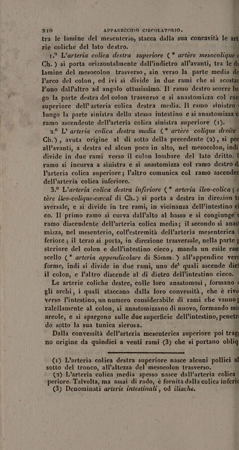 tra le lamine del mesenterio, stacca dalla sua concavità le art rie coliche del lato destro. di ? L’arteria colica destra superiore (* artère mesocolique &lt; ch. ) si porta orizzontalmente dall’indietro all’avanti, tra le di lamine del mesocolon trasverso, sin verso la parte media de l’arco del colon, ed ivi si divide in due rami che si scostat Puno dall’altro ad angolo ottusissimo. Il ramo destro scorre lu go la parte destra del colon trasverso e si anastomizza col ran superiore dell’ arteria colica destra media. Il ramo sinistro. lungo la parte sinistra dello stesso intestino e sì anastomizzal ramo ascendente dell’arteria colica sinistra superiore (1). 2° L° arteria colica destra media (* artere colique droite Ch.), avuta origine al xi sotto della precedente (2), si pot all’avanti, a destra ed alcun poco in alto, nel mesocolon, indi divide in due rami verso il colon lombare del lato dritto. | ramo si incurva a sinistra e si anastomizza col ramo destro di l’arteria colica superiore; l’altro comunica col ramo ascendet dell’arteria colica inferiore. &gt; 3.° L’arteria colica destra inferiore (* arteria ileo-colica j 4 tere ileo-colique-coecal di Ch.) si porta a destra in direzion ti sversale, e si divide in tre rami, in vicinanza dell’intestino @i co. Il primo ramo si curva dall’alto al basso e si congiunge &lt; ramo discendente dell’arteria colica media; il secondo si anasi mizza, nel mesenterio, coll’estremità dell’arteria mesenterica i feriore ; il terzo si porta, in direzione trasversale, nella parte | steriore del colon e dell’intestino cieco, manda un esile ram scello (* arteria appendicolare di Simm. ) all’appendice veri forme, indi si divide in due rami, uno de’ quali ascende diel il colon, e l’altro discende al di dietro dell’intestino cieco. Le arterie coliche destre, colle loro anastomosi , formano gli archi, i quali staccano dalla loro convessità, che è rivo verso l’intestino, un numero considerabile di rami che vanno] ralellamente al colon, si anastomizzano di nuovo, formando mo areole, e si spargono gate due superficie dell’intestino, penetri do sotto la sua tunica sierosa. Dalla convessità dell’arteria mesenterica superiore poi trag; no origine da quindici a venti rami (3) che si i portano oblag | —slslchziz inn (1) L’arteria sali destra superiore nasce alcuni pollici. al sotto del tronco, all’altezza del mesocolon trasverso. (2) L’arteria colica media spesso nasce dall’arteria colica . periore. Talvolta, ma assai di rado, è fornita dalla colica inferi( (3) Denominati arterie intestinali, od iliache.