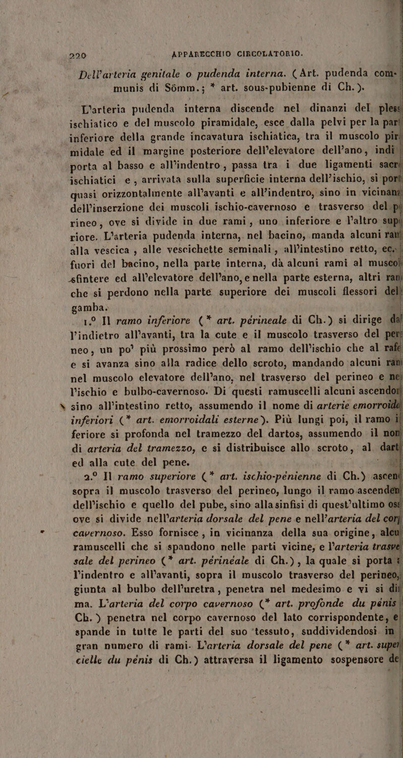 Dell’arteria genitale o pudenda interna. (Art. pudenda com: | munis di Somm.; * art. sous-pubienne di Ch.). i L’arteria pudenda interna discende nel dinanzi del pless ischiatico e del muscolo piramidale, esce dalla pelvi per la fe inferiore della grande incavatura ischiatica, tra il muscolo piri ‘midale ed il margine posteriore dell’elevatore dell’ano, indi | porta al basso e all’indentro,, passa tra i due ligamenti sa ischiatici e, arrivata sulla Lube interna dell’ischio, sì porf quasi orizzontalmente all’avanti e all’indentro, sino in vicinane dell'inserzione dei muscoli ischio-cavernoso e trasverso del. rineo, ove si divide in due rami, uno inferiore e l’altro su riore. L'arteria pudenda interna, nel bacino, manda alcuni pe alla vescica , alle vescichette seminali, all’intestino retto, ec. fuori del bacino, nella parte interna, dà alcuni rami al cl sfintere ed alDelevatbre dell'ano, e nella parte esterna, altri ran) che si perdono nella parte superiore dei muscoli flessori del; gamba. 1.0 Il ramo inferiore (* art. perineale di Ch.) si dirige o l’indietro all'avanti, tra la cute e il muscolo trasverso del | neo, un po’ più prossimo però al ramo dell’ischio che al ra e si avanza sino alla radice dello scroto, mandando alcuni ret nel muscolo elevatore dell’ano, nel trasverso del perineo e ne) l'ischio e bulbo-cavernoso. Di questi ramuscelli alcuni ascendo . sino all’intestino retto, assumendo il nome di arterie emorro inferiori (* art. emorroidali esterne). Più lungi poi, il ramo ii feriore si profonda nel tramezzo del dartos, assumendo il n di arteria del tramezzo, e si distribuisce allo scroto , al deg ed alla cute. del pene. sf 2.° Il ramo superiore (* art. ischio- ne di Ch.) asce sopra il muscolo trasverso del perineo, lungo il ramo.ascenden dell’ischio e quello del pube, sino allasinfisi di quest’altimo a ove si divide nell’arteria dorsale del pene e nell’arteria del co. cavernoso. Esso fornisce , in vicinanza della sua origine, ale ramuscelli che si spandono nelle parti vicine; e l’arteria tras sale del perineo (* art. perineale di Ch.) , la quale si porta î l’indentro e all’avanti, sopra il muscolo trasverso del perineo,; giunta al bulbo dell’uretra, penetra nel medesimo e vi si dii ma. L’arteria del corpo cavernoso (* art. profonde du penis. Ch. ) penetra nel corpo cavernoso del lato corrispondente, ei spande in tutte le parti del suo ‘tessuto, suddividendosi in. gran numero di rami. L’arteria dorsale del pene (* art. supe cielle du pénis di Ch.) attraversa il ligamento sospensore del