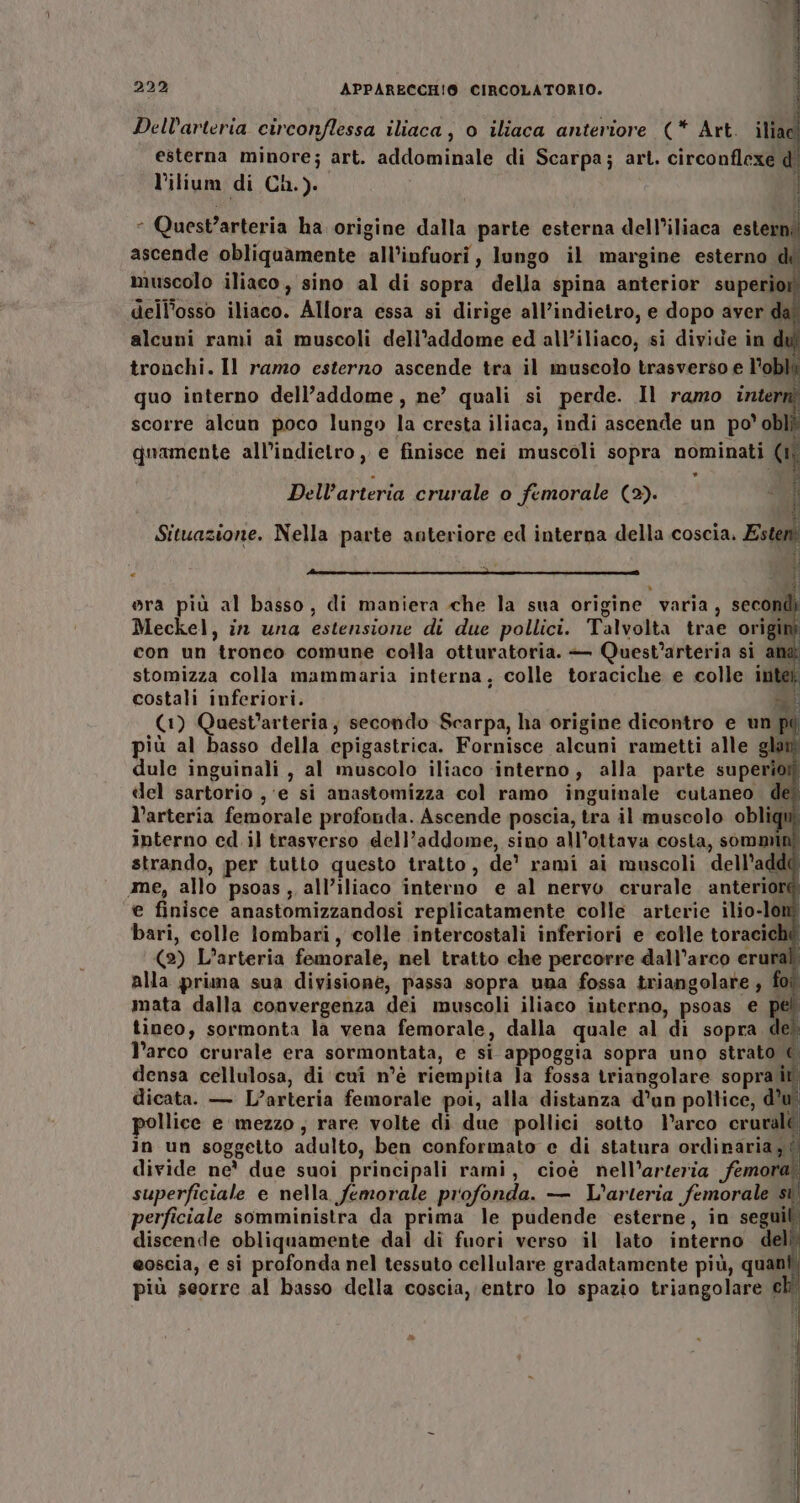 Dell'arteria circonflessa iliaca, o iliaca anteriore (* Art. ilia esterna minore; art. addominale di Scarpa; art. circonflexe d' l’ilium di Ch.). “ Quest’arteria ha origine dalla parte esterna dell’iliaca esterni ascende obliquamente all’infuori, lungo il margine esterno di muscolo iliaco, sino al di sopra della spina anterior superior dell'osso iliaco. Allora essa si dirige all’indietro, e dopo aver dal alcuni rami ai muscoli dell'addome ed all’iliaco, si divide in di tronchi. Il ramo esterno ascende tra il muscolo trasverso e l’oblii scorre alcun poco lungo la cresta iliaca, indi ascende un po' obl? quamente all'indietro , e finisce nei muscoli sopra nominati (1° Dell’arteria crurale o femorale (2). &gt; &lt; ora più al basso, di maniera che la sua origine varia, second Meckel, in una estensione di due pollici. Talvolta trae origin con un tronco comune colla otturatoria. — Quest’arteria si and stomizza colla mammaria interna, colle toraciche e colle intel costali inferiori. SI: (1) Quest’arteria, secondo Scarpa, ha origine dicontro e un | più al basso della epigastrica. Fornisce alcuni rametti alle glam dule inguinali , al muscolo iliaco interno, alla parte superioff clel sartorio ,‘e si anastomizza col ramo inguinale cutaneo det l’arteria femorale profonda. Ascende poscia, tra il muscolo obliqui interno ed il trasverso dell'addome, sino all’ottava costa, sommini strando, per tutto questo tratto, de° rami ai muscoli dell’addd ame, allo psoas, all’iliaco interno e al nervo crurale anteriore e finisce anastomizzandosi replicatamente colle arterie ilio-lom bari, colle lombari, colle intercostali inferiori e colle toraciché (2) L’arteria femorale, nel tratto che percorre dall’arco erural alla prima sua divisione, passa sopra uma fossa triangolare , foî mata dalla convergenza dei muscoli iliaco interno, psoas e pel tineo, sormonta la vena femorale, dalla quale al di sopra de? l’arco crurale era sormontata, e si appoggia sopra uno strato € densa cellulosa, di cui n’è riempita la fossa triangolare sopra dicata. — L’arteria femorale poi, alla distanza d’an pollice, d’u Îlice e mezzo, rare volte di due pollici sotto l’arco cruralé in un soggetto adulto, ben conformato e di statura ordinaria; | divide ne* due suoi principali rami, cioè nell’arteria femore superficiale e nella femorale profonda. — L’arteria femorale sì, perficiale somministra da prima le pudende esterne, in segui discende obliquamente dal di fuori verso il lato interno eoscia, e si profonda nel tessuto cellulare gradatamente più, quant, più seorre al basso della coscia, entro lo spazio triangolare ch