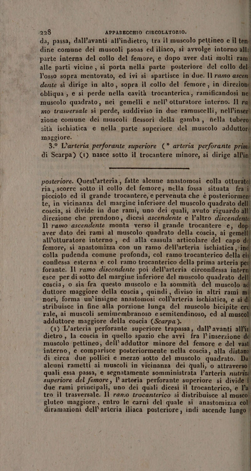 da, passa, dall’avanti all’indietro, tra il muscolo pettineo e il ten! dine comune dei muscoli psoas ed iliaco, si avvolge intorno all parte interna del collo del femore, e dopo ‘aver dati molti rami alle parti vicine, si porta nella parte posteriore del collo dell l'osso sopra mentovato, ed ivi si spartisce in due. Il ramo ascen dente si dirige in alto, sopra il collo del femore, in direzioni obliqua , e si perde nella cavità trocanterica, ramificandosi nel muscolo quadrato, nei gemelli e nell’ otturatore interno. Il ra” mo trasversale si perde, suddiviso in due ramuscelli, nell’inser! ‘zione comune dei muscoli flessori della gamba, nella tubero: sità ischiatica e nella parte superiore del muscolo adduttori maggiore.‘ Dr 3.° L’arteria perforante superiore (* arteria perforante primè di Scarpa) (1) nasce sotto il trocantere minore, si dirige all'in! [--—m_GGS‘‘—-- si 4 ua È posteriore. Quest’arteria, fatte alcune anastomosi colla otturato) ria, scorre sotto il collo del femore, nella fossa situata fra i’ picciolo ed il grande trocantere, e pervenuta che è posteriormen te, in vicinanza del margine inferiore del muscolo quadrato delll coscia, si divide in due rami, uno dei quali, avuto riguardo alli direzione che prendono, dicesi ascendente e l’altro discendente Il ramo ‘ascendente monta verso il grande trocantere e, dop aver dato dei rami al muscolo quadrato della coscia, ai gemell® all’otturatore interno , ed alla cassula articolare del capo dd femore, si anastomizza con un ramo .dell’arteria ischiatica , ind colla pudenda comune profonda, col ramo trocanterico della ciù conflessa esterna e col ramo trocanterico della prima arteria pet forante. Il ramo discendente poi dell’arteria circonflessa intern esce per di sotto del margine inferiore del muscolo quadrato del coscia, o sia fra questo muscolo e la sommità del muscolo ad duttore maggiore della coscia, quindi, diviso in altri rami mi nori, forma un’insigne anastomosi coll’arteria ischiatica, e sì dî stribuisce in fine alla porzione lunga del muscolo bicipite crt rale, ai muscoli semimembranoso e semitendinoso, ed al muscol adduttore maggiore della coscia (Scarpa). po), (1) L’arteria perforante superiore trapassa, dall’avanti alli dietro , la coscia in quello spazio che avvi fra 1° inserzione dé muscolo ‘pettineo, dell’ adduttor minore del femore e del vast interno, e comparisce posteriormente nella coscia, alla distan? di circa due pollici e mezzo sotto del muscolo quadrato. Da alcuni rametti ai muscoli in vicinanza dei quali, o attraverso| quali essa passa, e segnatamente somministrata l’arteria nutrizi| superiore del femore, \° arteria perforante superiore si divide î due rami principali, uno dei quali dicesi il trocanterico,‘e l'a tro il trasversale. Il ran:o trocanterico si distribuisce al musco” gluteo maggiore , entro le carni del quale si anastomizza coll diramazioni dell'arteria iliaca posteriore, indi ascende lungo | | |