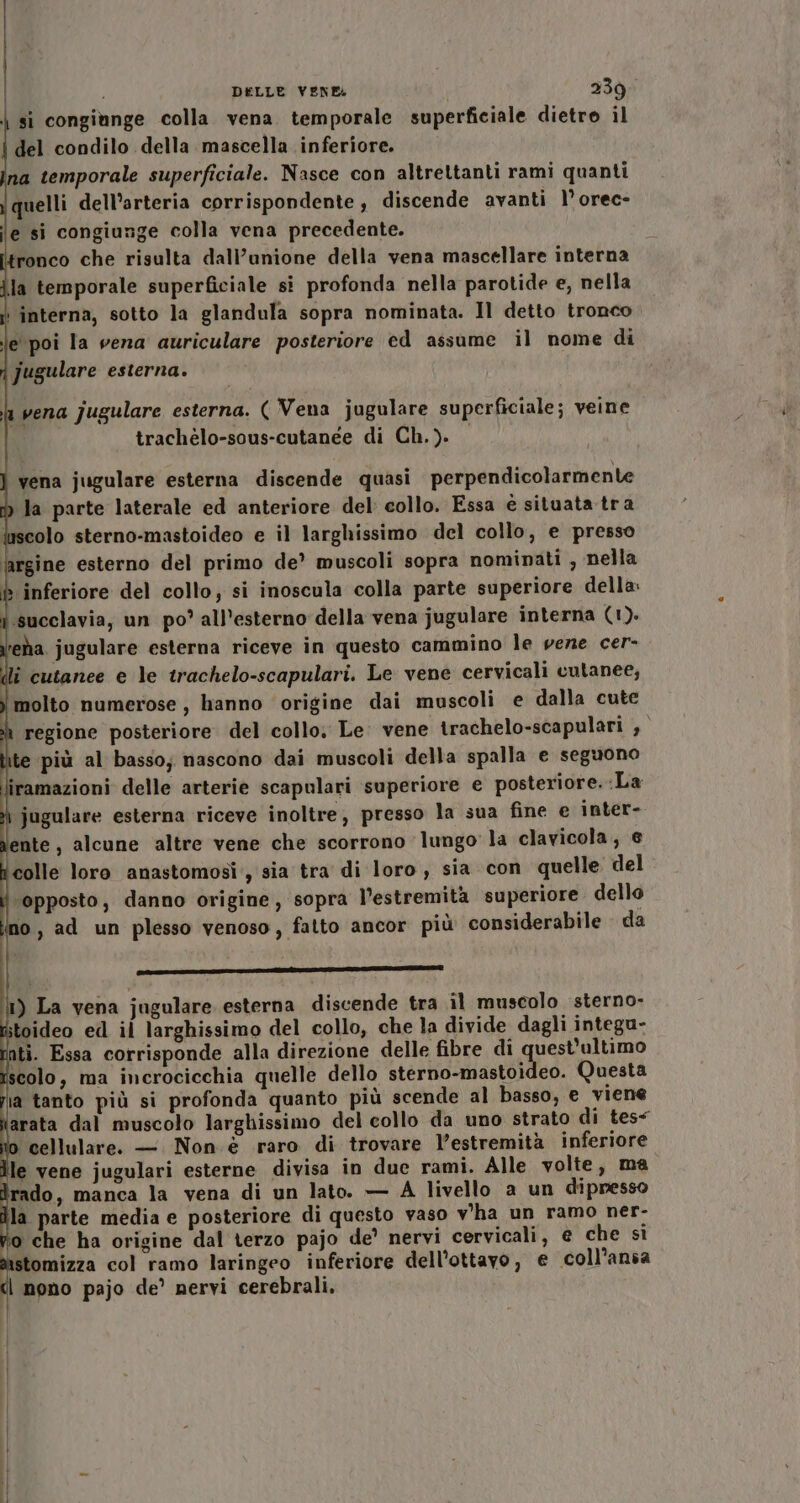 \ si congiunge colla vena temporale superficiale dietro il del condilo della mascella inferiore. na temporale superficiale. Nasce con altrettanti rami quanti quelli dell’arteria corrispondente , discende avanti 1° orec- le si congiunge colla vena precedente. ronco che risulta dali’unione della vena mascellare interna ila temporale superficiale si profonda nella parotide e, nella ‘ interna, sotto la glandula sopra nominata. Il detto tronco le poi la vena auriculare posteriore ed assume il nome di jugulare esterna. la vena jugulare esterna. ( Vena jugulare superficiale; veine trachèlo-sous-cutanée di Ch.). ] vena jugulare esterna discende quasi perpendicolarmente la parte laterale ed anteriore del collo. Essa € situata tra olo sterno-mastoideo e il larghissimo del collo, e presso ‘argine esterno del primo de’ muscoli sopra nominati , nella è inferiore del collo, si inoscula colla parte superiore della» .succlavia, un po? all’esterno della vena jugulare interna (1). ’eha jugulare esterna riceve in questo cammino le vene cer- di cutanee e le trachelo-scapulari. Le vene cervicali cutanee, molto numerose , hanno origine dai muscoli e dalla cute regione posteriore del collo, Le. vene trachelo-scapulari , e più al basso; nascono dai muscoli della spalla e seguono iramazioni delle arterie scapulari superiore e posteriore. :La jugulare esterna riceve inoltre, presso la sua fine e inter- ente, alcune altre vene che scorrono lungo la clavicola, € colle loro anastomosi, sia tra di loro, sia con quelle del opposto, danno origine, sopra l’estremità superiore dello 0, ad un plesso venoso, fatto ancor più considerabile da e — — c-kmeLmi 1) La vena jugulare esterna discende tra il muscolo sterno- itoideo ed il larghissimo del collo, che la divide dagli integu- nti. Essa corrisponde alla direzione delle fibre di quest'ultimo scolo, ma incrocicchia quelle dello sterno-mastoideo. Questa ia tanto più si profonda quanto più scende al basso, e viene arata dal muscolo larghissimo del collo da uno strato di tes&lt; cellulare. —. Non è raro di trovare l’estremità inferiore le vene jugulari esterne divisa in due rami. Alle volte, ma rado, manca la vena di un lato. — A livello a un d'ipresso la parte media e posteriore di questo vaso v'ha un ramo ner- ‘o che ha origine dal terzo pajo de’ nervi cervicali, € che si astomizza col ramo laringeo inferiore dell'ottavo, e coll’ansa cl nono pajo de’ nervi cerebrali.