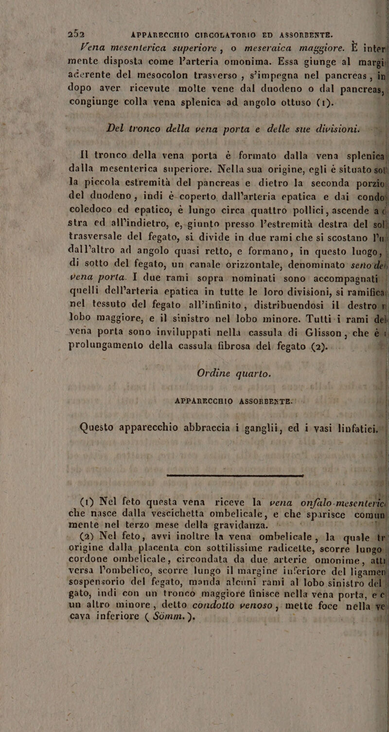 Vena mesenterica superiore, o meseraica maggiore. È inter mente disposta come l’arteria omonima. Essa giunge al margi acerente del mesocolon trasverso , s'impegna nel pancreas, i dopo aver ricevute. molte vene dal duodeno o dal pancreas, congiunge colla vena splenica ad angolo ottuso (1). E: Del tronco della vena porta e delle sue divisioni: i dii Il tronco della vena porta è formato dalla vena spl eni . dalla mesenterica superiore. Nella sua origine, egli è situato soli la piccola estremità del pancreas e dietro la seconda porzio del duodeno, indi è- coperto, dall’arteria epatica e dai condo? coledoco ed epatico, è lungo circa quattro pollici, ascende a stra ed all’indietro, e,-giunto presso estremità destra del trasversale del fegato, si divide in due rami che si scostano 1 dall’altro ad angolo quasi retto, e formano, in questo luogo, È di sotto del fegato, un canale orizzontale, denominato: seno del) vena porta. I due rami sopra nominati sono accompagnati | quelli dell’arteria epatica in tutte le loro divisioni, si ramificai nel tessuto del fegato all’infinito, distribuendosi il destro n lobo maggiore, e il sinistro nel lobo minore. Tutti-i rami del vena porta sono inviluppati nella cassula di Glisson ; che 4 prolungamento della cassula fibrosa del: fegato (2). 29 Ordine quarto. I i i i APPARECCHIO ASSORBENTE: . si (I LI Questo apparecchio abbraccia.i ganglii, ed i vasi linfatici, | K tenerne OTRDSIURITA ZII sN I ILE AI IO dre (1) Nel feto questa vena riceve la vena cMlo nese rl che nasce dalla vescichetta ombelicale, e che sparisce comun mente nel terzo mese della gravidanza. d. | “o (2) Nel feto, avvi inoltre la vena ombelicale, la quale. tr origine dalla placenta con sottilissime radicette, scorre lungo. cordone ombelicale, circondata da due arterie omonime, att! versa l’ombelico, scorre lungo il margine inferiore del ligamen! sospensorio del fegato, manda alcuni rami al lobo sinistro del | gato, indi con un tronco maggiore finisce nella vena porta, e è un altro minore, detto condotto penoso, mette foce nella # cava inferiore ( Sòmm.). ; i