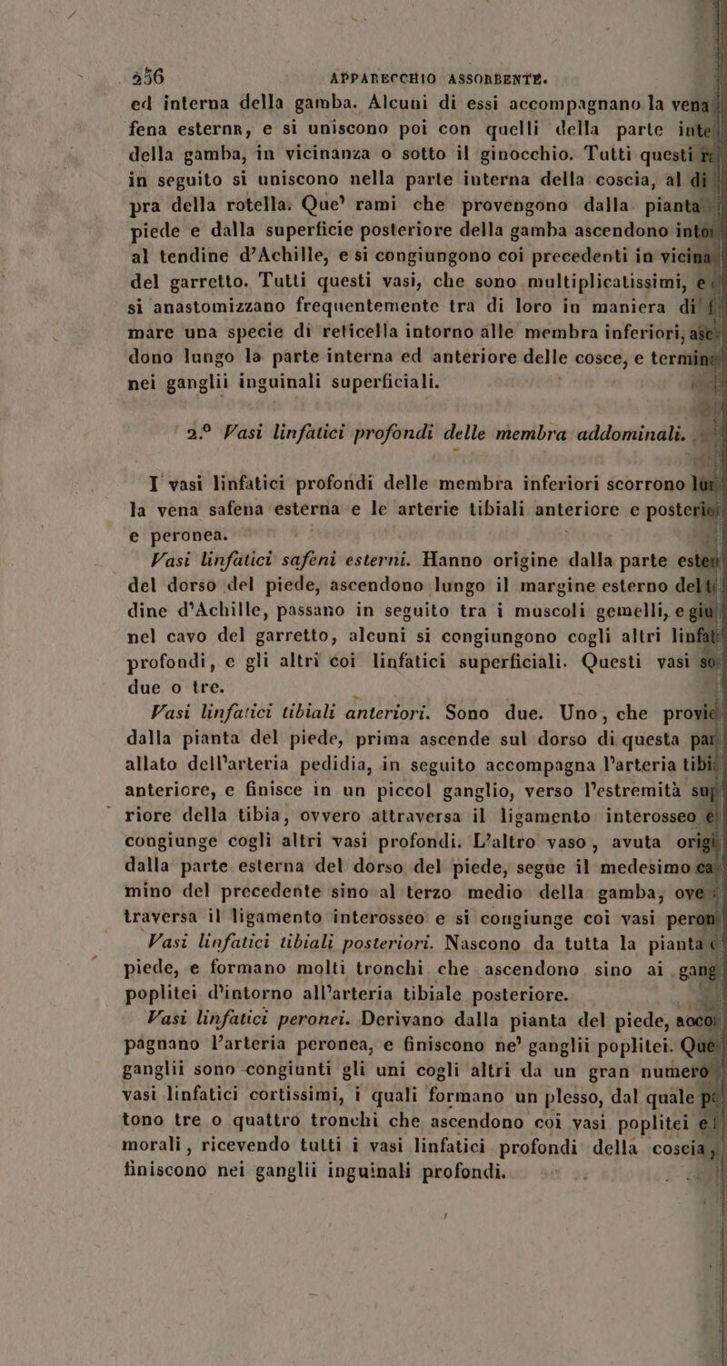 ed interna della gamba. Alcuni di essi accompagnano la vena(| fena esternr, e si uniscono poi con quelli della parte in | della gamba, in vicinanza o sotto il ginocchio. Tutti questi r  in seguito si uniscono nella parte interna della coscia, al di pra della rotella. Que’ rami che provengono dalla. pianti &gt; piede e dalla superficie posteriore della gamba ascendono int al tendine d’Achille, e si congiungono coi precedenti in vicina i del garretto. Tutti questi vasi, che sono multiplicatissimi, edi si anastomizzano frequentemente tra di loro in maniera di’. ki mare una specie di reticella intorno alle membra inferiori, ag cli dono lungo la parte interna ed anteriore delle AL e ter nei ganglii inguinali superficiali. coi 2° Pasi linfatici profondi delle membra addominali. È gof i esiti I vasi linfatici profondi delle membra inferiori scorrono if la vena safena esterna e le arterie tibiali anteriore e posterìk e peronea. Vasi linfatici safeni esterni. Hanno origine dalla parte esti del dorso del piede, ascendono lungo il margine esterno delti n dine d’Achille, passano in seguito tra i muscoli gemelli, e g v nel cavo del garretto, alcuni si congiungono cogli altri linfati profondi, e gli altri coi linfatici superficiali. Questi vasi so: due o tre. h s1 Vasi linfatici tibiali anteriori. Sono due. Uno, che provié. dalla pianta del piede, prima ascende sul dorso di questa par allato dell’arteria pedidia, in seguito accompagna l’arteria tibif anteriore, e finisce in un piccol ganglio, verso l'estremità su riore della tibia, ovvero attraversa il ligamento interosseo é! congiunge coglì altri vasi profondi. L’altro vaso, avuta o ig ; dalla parte esterna del dorso del piede, segue il medesimo cal! mino del precedente sino al terzo medio della gamba; ove i traversa il ligamento v‘interosseo’ e si congiunge coi vasi perot Vasi linfatici tibiali posteriori. Nascono da tutta la pianta © piede, e formano molti tronchi. che. ascendono, sino ai gang poplitei. d’intorno all’arteria tibiale posteriore. i Vasi linfatici peronei. Derivano dalla praski del piede, acco pagnano l’arteria peronea; e finiscono ne’ ganglii poplitei. Qu Ù ganglii sono congiunti gli uni cogli altri da un gran numero vasì linfatici cortissimi, i quali att un plesso, dal quale pi tono tre o quattro tronchi che ascendono coi vasi poplitei ef | morali, ricevendo tutti i vasi linfatici. profondi della coscia ,| finiscono nei ganglii inguinali profondi. (96 ci Ca