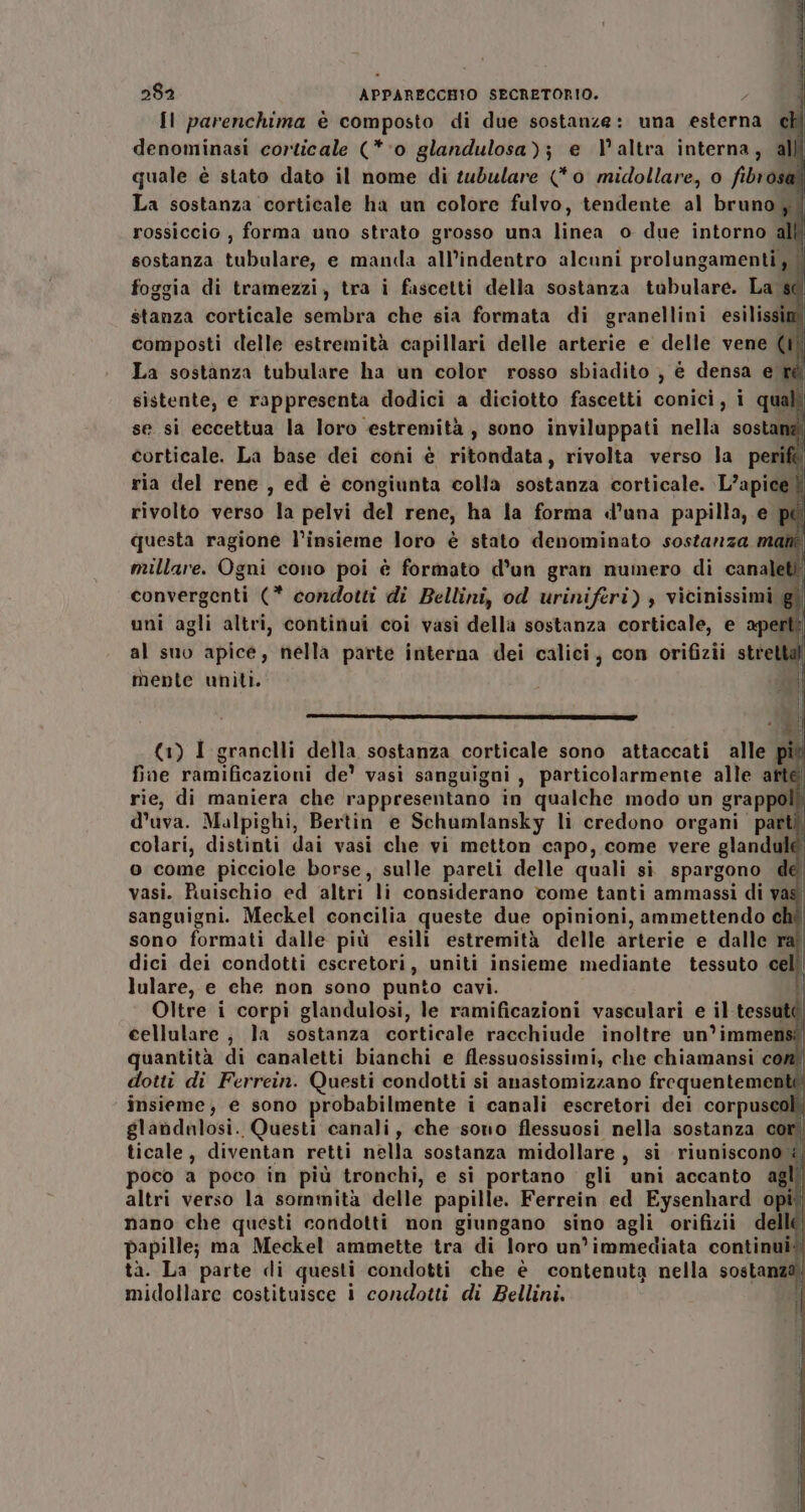 Il parenchima è composto di due sostanze: una esterna ch denominasi corticale (**o glandulosa); e \ altra interna, all quale è stato dato il nome di tubulare (#0 midollare, o fibrosa La sostanza corticale ha un colore fulvo, tendente al bruno, rossiccio , forma uno strato grosso una linea o due intorno all foggia di tramezzi, tra i fascetti della sostanza tubulare. La sc stanza corticale sembra che sia formata di granellini esilissin composti delle estremità capillari delle arterie e delle vene (1° La sostanza tubulare ha un color rosso sbiadito , è densa e ré sistente, e rappresenta dodici a diciotto fascetti conici, i qual se si eccettua la loro ‘estremità, sono inviluppati nella sostang corticale. La base dei coni è ritondata, rivolta verso la perift ria del rene, ed è congiunta colla sostanza corticale. L’apice | rivolto verso la pelvi del rene, ha la forma d'una papilla, e pé questa ragione l’insieme loro è stato denominato sostanza man millare. Ogni cono poi è formato d’un gran numero di canaleti! convergenti (* condotti di Bellini, od uriniferi) , vicinissimi gl uni agli altri, continui coi vasi della sostanza corticale, e aperti al suo apice, nella parte interna dei calici, con orifizii stretta mente uniti. (1) I granelli della sostanza corticale sono attaccati alle pi fine ramificazioni de’ vasi sanguigni, particolarmente alle arte rie, di maniera che rappresentano in qualche modo un grappolî d'uva. Malpighi, Bertin e Schumlansky li credono organi partì colari, distinti dai vasi che vi metton capo, come vere glandulé o come picciole borse, sulle pareti delle quali si spargono de vasi. Ruischio ed altri li considerano come tanti ammassi di vas sanguigni. Meckel concilia queste due opinioni, ammettendo sono formati dalle più esili estremità delle arterie e dalle ra” dici dei condotti escretori, uniti insieme mediante tessuto celì| lulare, e che non sono punto cavi. Oltre i corpi glandulosi, le ramificazioni vasculari e il-tessuté cellulare ; la sostanza corticale racchiude inoltre un°immensî quantità di canaletti bianchi e flessuosissimi, che chiamansi com dotti di Ferrein. Questi condotti si anastomizzano frequentementi insieme, e sono probabilmente i canali escretori dei corpuscol glandnlosi. Questi canali, che sono flessuosi nella sostanza cori ticale, diventan retti nella sostanza midollare , si riuniscono è, poco a poco in più tronchi, e si portano gli uni accanto agl altri verso la sommità delle papille. Ferrein ed Eysenhard opi” nano che questi condotti non giungano sino agli orifizii delle papille; ma Meckel ammette tra di loro un’immediata continui: tà. La parte di questi condotti che è contenuta nella sostanza midollare costituisce i condotti di Bellini.