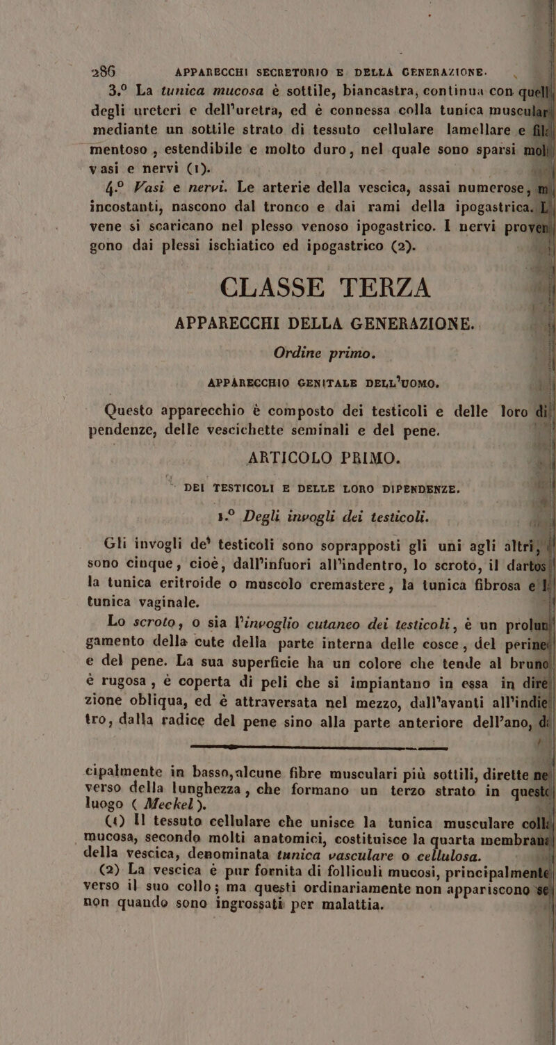 3.0 La tunica mucosa è sottile, biancastra, continua con quelli degli ureteri e dell’uretra, ed è connessa .colla tunica musculé o mediante un sottile strato di tessuto cellulare lamellare e file mentoso ; estendibile e molto duro, nel quale sono spaîsi moli) vasi e nervi (1). adi 4° Vasi e nervi. Le arterie della vescica, assai numerose; m. incostanti, nascono dal tronco e dai rami della ipogastrica. È vene si scaricano nel plesso venoso ipogastrico. I nervi proven, gono dai plessi ischiatico ed ipogastrico (2). no CLASSE TERZA fr APPARECCHI DELLA GENERAZIONE. . ci Ordine primo. Il î eni APPARECCHIO GENITALE DELL'UOMO. he Questo apparecchio è composto dei testicoli e delle loro d pendenze, delle vescichette seminali e del pene. ia: ARTICOLO PRIMO. I È ner TESTICOLI E DELLE LORO DIPENDENZE. 4 ».° Degli invogli dei testicoli. cda Gli invogli de* testicoli sono soprapposti gli uni agli altri; sono cinque, cioè, dall’infuori all’indentro, lo scroto, il dartosl| la tunica eritroide o muscolo cremastere, la tunica fibrosa e' tunica vaginale. È ° é è . . ° . 1! Lo scroto, o sia l’invoglio cutaneo dei testicoli, è un proluni! gamento della cute della parte interna delle cosce, del perinet| e del pene. La sua superficie ha un colore che tende al bruno| è rugosa , è coperta di peli che si impiantano in essa in dire zione obliqua, ed è attraversata nel mezzo, dall’avanti all’indie!| tro, dalla radice del pene sino alla parte anteriore dell’ano, di| cipalmente in basso,alcune fibre musculari più sottili, dirette ne verso della lunghezza, che formano un terzo strato in queste | luogo ( Meckel). MI (4) Il tessuto cellulare che unisce la tunica musculare oli) | mucosa, secondo molti anatomici, costituisce la quarta membrané della vescica, denominata tunica vasculare o cellulosa. sub (2) La vescica è pur fornita di folliculi mucosi, principalment | verso il suo collo; ma questi ordinariamente non appariscono sg non quando sono ingrossati per malattia. si |