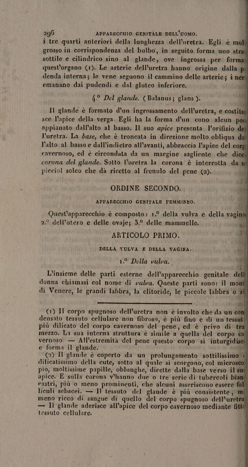 i tre quarti anteriori della lunghezza dell’uretra. Egli è molli grosso in corrispondenza del bulbo, in seguito forma ‘uno stra sottile e cilindrico sino al glande, ove ingrossa per formal! quest'organo (1). Le arterie dell’uretra hanno origine dalla’p Ì denda interna; le vene seguono il cammino delle arterie; i ner! î emanano dai pudendi e dal gluteo inferiore. Ni 4° Del glande. ( Balanus; glans ). Il glande è formato d’un ingrossamento dell’uretra, e costitui! sce l’apice della verga. Egli ha la forma d'un cono alcun pod appianato dall’alto al basso. Il suo apice presenta. l’orifizio de i e SRRC I. l’uretra. La dase, che è troncata in direzione molto obliqua dal! . . . . . N l'alto al basso e dall’indietro all’avanti, abbraccia l’apice del corpî cavernoso, ed è circondata da un margine sagliente che di se corona del glande. Sotto Varetra la corona è interrotta. da i picciol solco che da ricetto al frenulo del pene (2). si i Ly ORDINE SECONDO. od Ni APPARECCHIO GENITALE FEMMINEO. È LAS Quest’apparecchio è composto: 1.° della vulva e della vagina! 2.° dell’utero e delle ovaje; 3.° delle mammelle. sil |. ARTICOLO PRIMO. pa DELLA VULVA E DELLA VAGINA. Ri. 1.° Della vulva. ad L'insieme delle parti esterne dell’apparecchio genitale delli donna chiamasi col nome di vulva. Queste parti sono: il monti di Venere, le grandi labbra, la clitoride, le piccole labbra 0 si (1) Il corpo spugnoso dell’uretra non è involto che da un con densato tessuto cellulare non fibroso, è più fino e di un tessut(| più dilicato del corpo cavernoso del pene, ed è privo di tra mezzo. La sua interna struttura è simile a quella del corpo ea vernoso. — All'estremità del pene questo corpo si inturgidisci e forma il glande. ‘(2) Il glande è coperto da un prolungamento sottilissimo dilicatissimo della cute, sotto al quale si scorgono, col microsco pio, moltissime papille, oblunghe, dirette dalla base verso il sut i apice. E sulla corona v'hanno due o tre serie di tubércoli bian! 24 castri, più o meno prominenti, che alcuni asseriscono essere foll| liculi sebacei. — Il tessuto del glande è più consistente, mi) meno ricco di sangue di quello del corpo spugnoso dell’uretra/ — Il glande aderisce all’apice del corpo cavernoso mediante fittd! tessuto cellulare. ati A puraes er rist Î K : 1 i