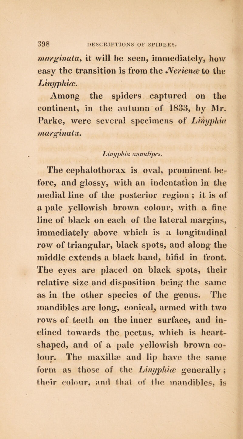 marginata^ it will be seen, immediately, how easy the transition is from the JVerience to the Linyphice. Among the spiders captured on the continent, in the autumn “of 1833, by Mr. Parke, were several specimens of Linyphia marginata. Linyphia annulipes. The cephalothorax is oval, prominent be=’ fore, and glossy, with an indentation in the medial line of the posterior region; it is of a pale yellowish brown colour, with a fine line of black on each of the lateral margins, immediately above which is a longitudinal row of triangular, black spots, and along the middle extends a black band, bifid in front. The eyes are placed on black spots, their relative size and disposition being the same as in the other species of the genus. The mandibles are long, conical, armed with two rows of teeth on the inner surface, and in- clined towards the pectus, which is heart- shaped, and of a pale yellowish brown co- lour. The maxillae and lip have the same form as those of the Linyphice generally; their colour, and that of the mandibles, is