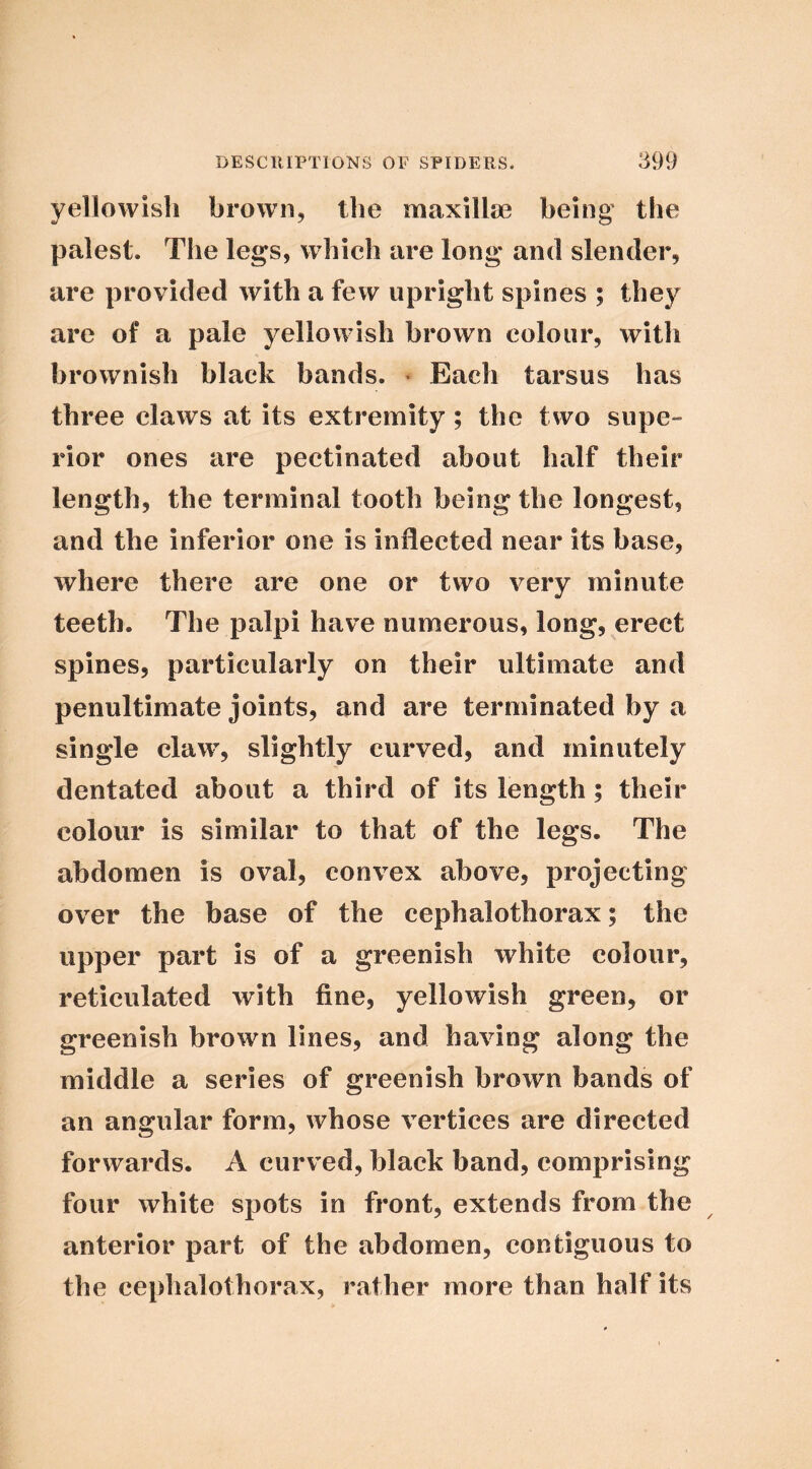 yellowish brown, the maxillae being the palest. The legs, which are long and slender, are provided with a few upright spines ; they are of a pale yellowish brown colour, with brownish black bands. • Each tarsus has three claws at its extremity ; the two supe- rior ones are pectinated about half their length, the terminal tooth being the longest, and the inferior one is inflected near its base, where there are one or two very minute teeth. The palpi have numerous, long, erect spines, particularly on their ultimate and penultimate joints, and are terminated by a single claw, slightly curved, and minutely dentated about a third of its length; their colour is similar to that of the legs. The abdomen is oval, convex above, projecting over the base of the cephalothorax; the upper part is of a greenish white colour, reticulated with fine, yellowish green, or greenish brown lines, and having along the middle a series of greenish brown bands of an angular form, whose vertices are directed forwards. A curved, black band, comprising four white spots in front, extends from the anterior part of the abdomen, contiguous to the cephalothorax, rather more than half its