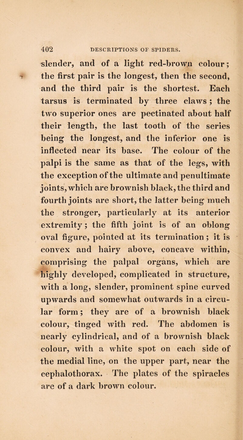 blender, and of a light red-brovv,n colour ; the first pair is the longest, then the second, and the third pair is the shortest. Each tarsus is terminated by three claws ; the two superior ones are pectinated about half their length, the last tooth of the series being the longest, and the inferior one is inflected near its base. The colour of the palpi is the same as that of the legs, with the exception of the ultimate anc] penultimate joints, which are brownish black, the third and fourth joints are short, the latter being much the stronger, particularly at its anterior extremity; the fifth joint is of an oblong oval figure, pointed at its termination; it is convex and hairy above, concave within, comprising the palpal organs, which are highly developed, complicated in structure, with a long, slender, prominent spine curved upwards and somewhat outwards in a circu- lar form; they are of a brownish black colour, tinged with red. The abdomen is nearly cylindrical, and of a brownish black colour, with a white spot on each side of the medial line, on the upper part, near the cephalothorax. The plates of the spiracles are of a dark brown colour.