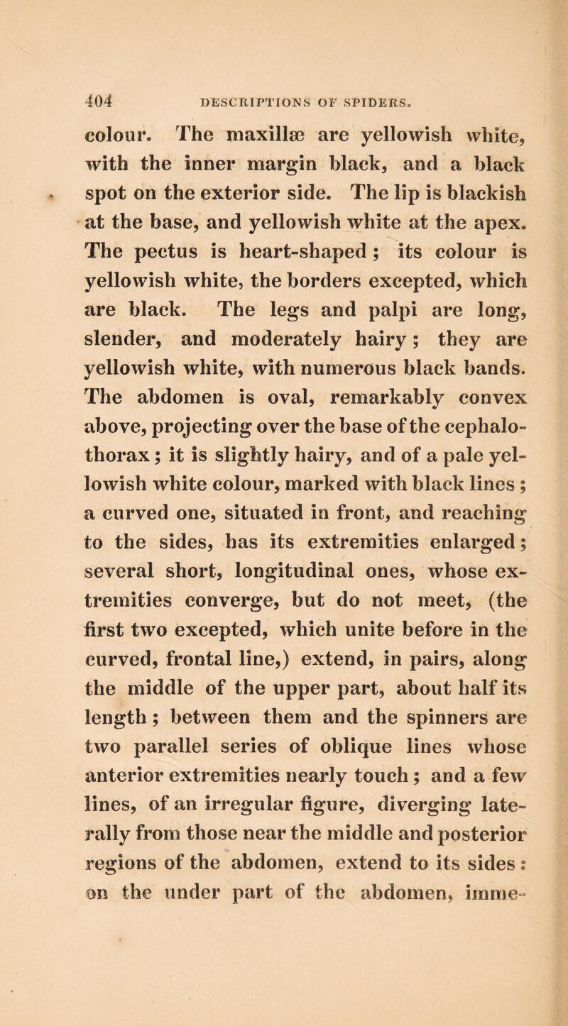colour. The Tuaxillse are yellowish white, with the inner margin black, and a black spot on the exterior side. The lip is blackish at the base, and yellowish white at the apex. The pectus is heart-shaped ; its colour is yellowish white, the borders excepted, which are black. The legs and palpi are long, slender, and moderately hairy; they are yellowish white, with numerous black bands. The abdomen is oval, remarkably convex above, projecting over the base of the cephalo- thorax; it is slightly hairy, and of a pale yel- lowish white colour, marked with black lines ; a curved one, situated in front, and reaching to the sides, has its extremities enlarged; several short, longitudinal ones, whose ex- tremities converge, but do not meet, (the first two excepted, which unite before in the curved, frontal line,) extend, in pairs, along the middle of the upper part, about half its length; between them and the spinners are two parallel series of oblique lines whose anterior extremities nearly touch; and a few lines, of an irregular figure, diverging late- rally from those near the middle and posterior regions of the abdomen, extend to its sides i on the under part of the abdomen, imme-