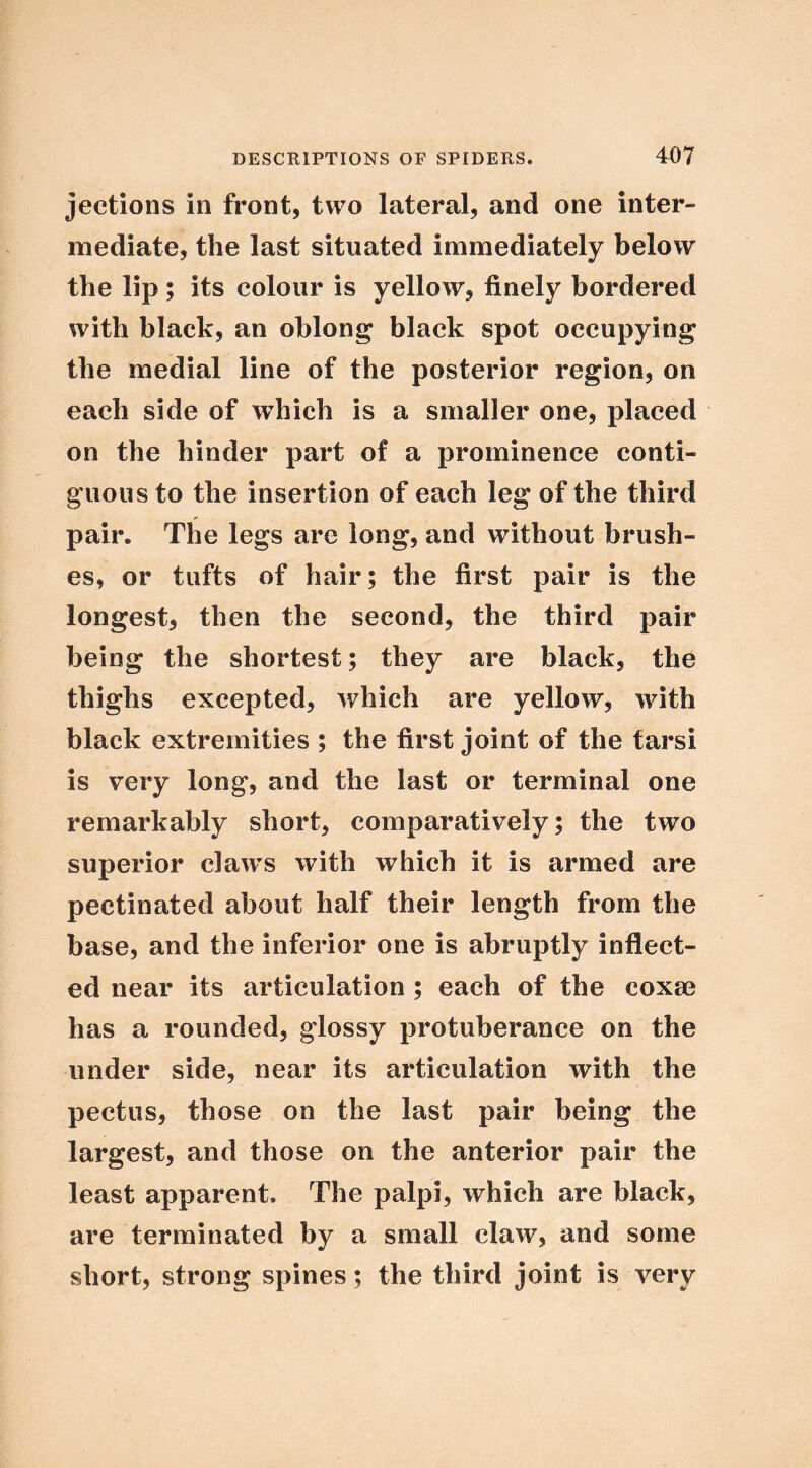 jections in front, two lateral, and one inter- mediate, the last situated immediately below the lip; its colour is yellow, finely bordered with black, an oblong black spot occupying the medial line of the posterior region, on each side of which is a smaller one, placed on the hinder part of a prominence conti- guous to the insertion of each leg of the third pair. The legs are long, and without brush- es, or tufts of hair; the first pair is the longest, then the second, the third pair being the shortest; they are black, the thighs excepted, which are yellow, with black extremities ; the first joint of the tarsi is very long, and the last or terminal one remarkably short, comparatively; the two superior claw’s with which it is armed are pectinated about half their length from the base, and the inferior one is abruptly inflect- ed near its articulation ; each of the coxm has a rounded, glossy protuberance on the under side, near its articulation with the pectus, those on the last pair being the largest, and those on the anterior pair the least apparent. The palpi, which are black, are terminated by a small claw, and some short, strong spines; the third joint is very