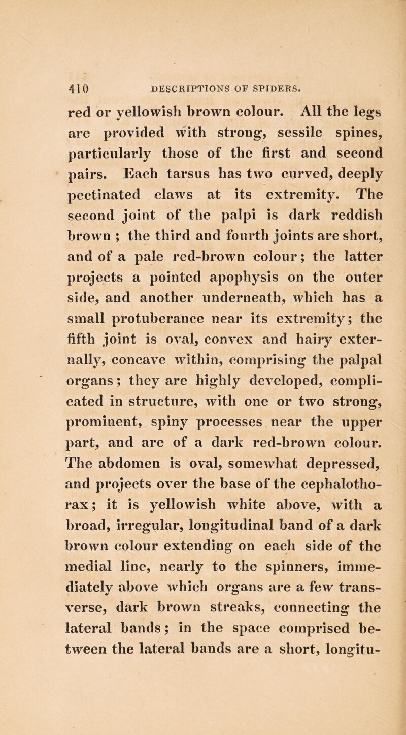 red or yellowish brown colour. All the legs are provided with strong, sessile spines, particularly those of the first and second pairs. Each tarsus has two curved, deeply pectinated claws at its extremity. The second joint of the palpi is dark reddish brown ; the third and fourth joints are short, and of a pale red-brown colour; the latter projects a pointed apophysis on the outer side, and another underneath, which has a small protuberance near its extremity; the fifth joint is oval, convex and hairy exter- nally, concave within, comprising the palpal organs; they are highly developed, compli- cated in structure, with one or two strong, prominent, spiny processes near the upper part, and are of a dark red-brown colour. The abdomen is oval, somewhat depressed, and projects over the base of the cephalotho- rax; it is yellowish white above, with a broad, irregular, longitudinal band of a dark brown colour extending on each side of the medial line, nearly to the spinners, imme- diately above which organs are a few trans- verse, dark brown streaks, connecting the lateral bands; in the space comprised be- tween the lateral bands are a short, longitu-